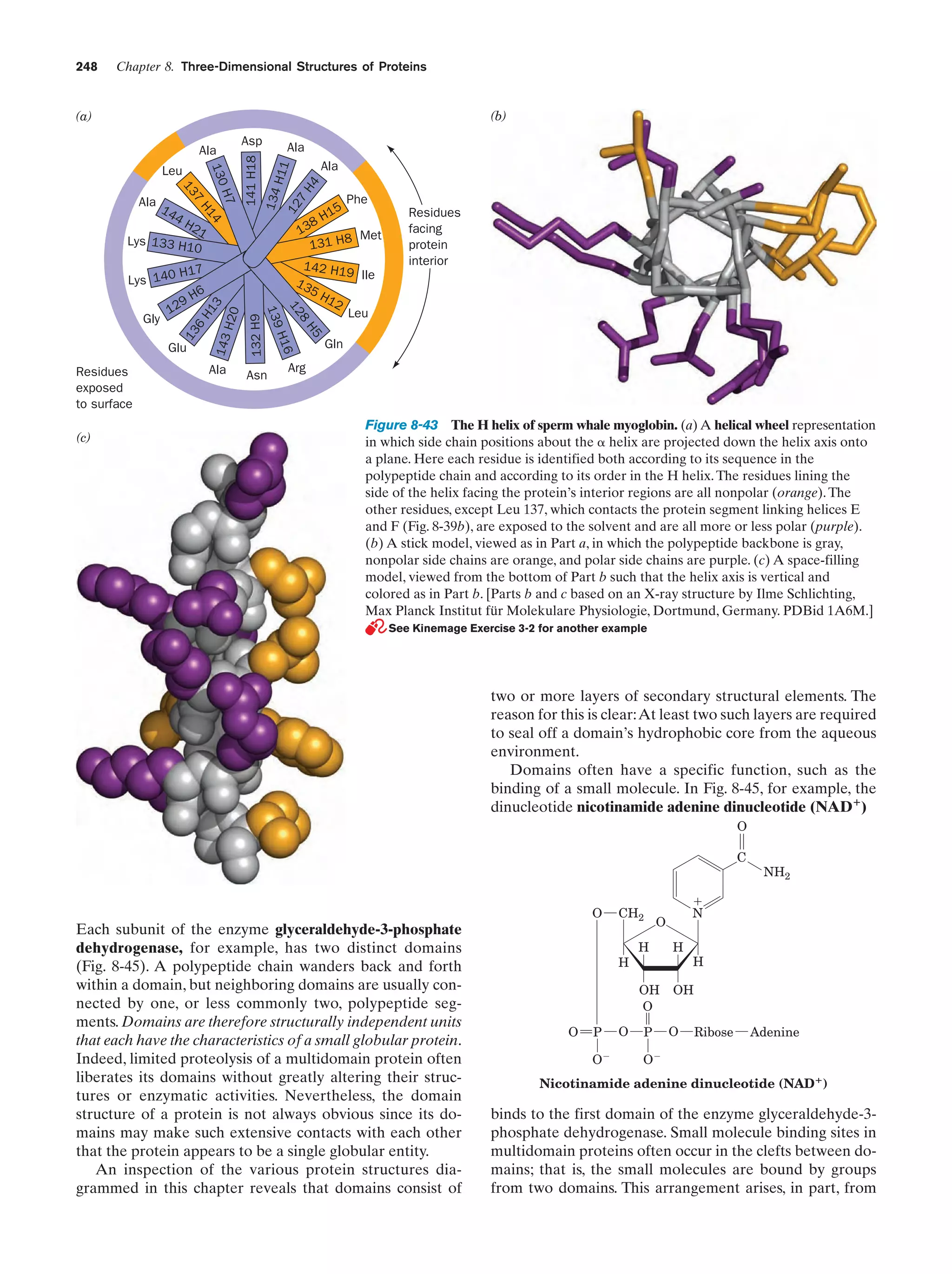 248

Chapter 8. Three-Dimensional Structures of Proteins

(a)

(b)
Asp

130

Leu
7

4
H1

14
4H

H7

13

Ala

Ala

141 H18
134
H11
12
7
H4

Ala

Ala

15
8H

Phe

21

13
Met
131 H8

17

142 H1
9 Ile
13
5H
12
Leu

Lys 133 H1
0

H
Lys 140

6

Residues
exposed
to surface
(c)

H1
3
H20
Ala

132 H9

Glu

143

13
6

Gly

H5
8
12
H16
139

9H

12

Asn

Residues
facing
protein
interior

Gln

Arg

Figure 8-43 The H helix of sperm whale myoglobin. (a) A helical wheel representation
in which side chain positions about the ␣ helix are projected down the helix axis onto
a plane. Here each residue is identified both according to its sequence in the
polypeptide chain and according to its order in the H helix. The residues lining the
side of the helix facing the protein’s interior regions are all nonpolar (orange). The
other residues, except Leu 137, which contacts the protein segment linking helices E
and F (Fig. 8-39b), are exposed to the solvent and are all more or less polar (purple).
(b) A stick model, viewed as in Part a, in which the polypeptide backbone is gray,
nonpolar side chains are orange, and polar side chains are purple. (c) A space-filling
model, viewed from the bottom of Part b such that the helix axis is vertical and
colored as in Part b. [Parts b and c based on an X-ray structure by Ilme Schlichting,
Max Planck Institut für Molekulare Physiologie, Dortmund, Germany. PDBid 1A6M.]
See Kinemage Exercise 3-2 for another example

two or more layers of secondary structural elements. The
reason for this is clear:At least two such layers are required
to seal off a domain’s hydrophobic core from the aqueous
environment.
Domains often have a specific function, such as the
binding of a small molecule. In Fig. 8-45, for example, the
dinucleotide nicotinamide adenine dinucleotide (NADϩ)
O
C

O

Each subunit of the enzyme glyceraldehyde-3-phosphate
dehydrogenase, for example, has two distinct domains
(Fig. 8-45). A polypeptide chain wanders back and forth
within a domain, but neighboring domains are usually connected by one, or less commonly two, polypeptide segments. Domains are therefore structurally independent units
that each have the characteristics of a small globular protein.
Indeed, limited proteolysis of a multidomain protein often
liberates its domains without greatly altering their structures or enzymatic activities. Nevertheless, the domain
structure of a protein is not always obvious since its domains may make such extensive contacts with each other
that the protein appears to be a single globular entity.
An inspection of the various protein structures diagrammed in this chapter reveals that domains consist of

CH2

ϩ
N

O

O

O

P
O

Ϫ

H

H

OH
O

H

NH2

OH

O

P

H

Ribose

Adenine

Ϫ

O

Nicotinamide adenine dinucleotide (NAD؉)

binds to the first domain of the enzyme glyceraldehyde-3phosphate dehydrogenase. Small molecule binding sites in
multidomain proteins often occur in the clefts between domains; that is, the small molecules are bound by groups
from two domains. This arrangement arises, in part, from

 