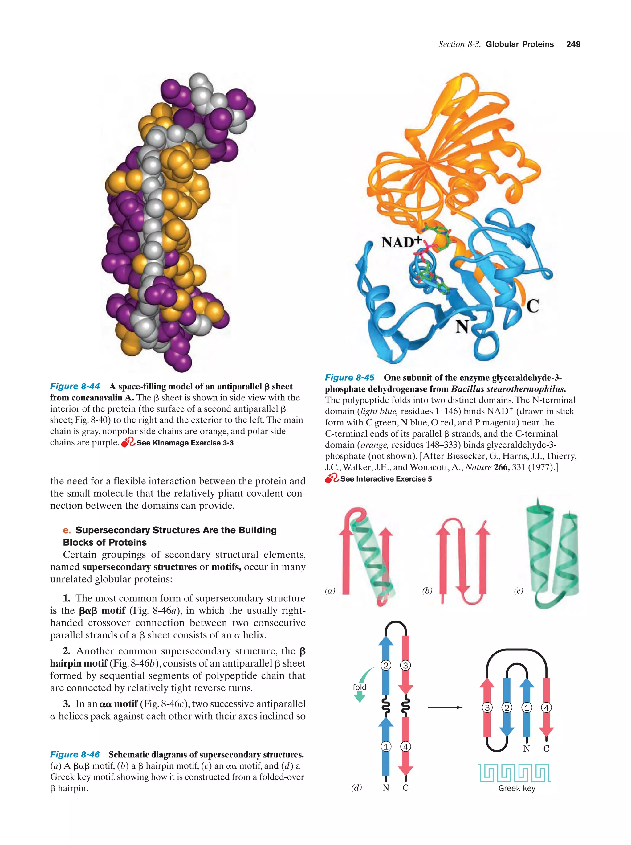 Section 8-3. Globular Proteins

Figure 8-44 A space-filling model of an antiparallel ␤ sheet
from concanavalin A. The ␤ sheet is shown in side view with the
interior of the protein (the surface of a second antiparallel ␤
sheet; Fig. 8-40) to the right and the exterior to the left. The main
chain is gray, nonpolar side chains are orange, and polar side
chains are purple.
See Kinemage Exercise 3-3

Figure 8-45 One subunit of the enzyme glyceraldehyde-3phosphate dehydrogenase from Bacillus stearothermophilus.
The polypeptide folds into two distinct domains. The N-terminal
domain (light blue, residues 1–146) binds NADϩ (drawn in stick
form with C green, N blue, O red, and P magenta) near the
C-terminal ends of its parallel ␤ strands, and the C-terminal
domain (orange, residues 148–333) binds glyceraldehyde-3phosphate (not shown). [After Biesecker, G., Harris, J.I., Thierry,
J.C., Walker, J.E., and Wonacott, A., Nature 266, 331 (1977).]
See Interactive Exercise 5

the need for a flexible interaction between the protein and
the small molecule that the relatively pliant covalent connection between the domains can provide.
e. Supersecondary Structures Are the Building
Blocks of Proteins

Certain groupings of secondary structural elements,
named supersecondary structures or motifs, occur in many
unrelated globular proteins:
1. The most common form of supersecondary structure
is the ␤␣␤ motif (Fig. 8-46a), in which the usually righthanded crossover connection between two consecutive
parallel strands of a ␤ sheet consists of an ␣ helix.
2. Another common supersecondary structure, the ␤
hairpin motif (Fig. 8-46b), consists of an antiparallel ␤ sheet
formed by sequential segments of polypeptide chain that
are connected by relatively tight reverse turns.

(a)

(b)

2

(c)

3

fold

3. In an ␣␣ motif (Fig. 8-46c), two successive antiparallel
␣ helices pack against each other with their axes inclined so

Figure 8-46 Schematic diagrams of supersecondary structures.
(a) A ␤␣␤ motif, (b) a ␤ hairpin motif, (c) an ␣␣ motif, and (d) a
Greek key motif, showing how it is constructed from a folded-over
␤ hairpin.

249

3

1

(d)

4

N

C

2

1

4

N

C

Greek key

 