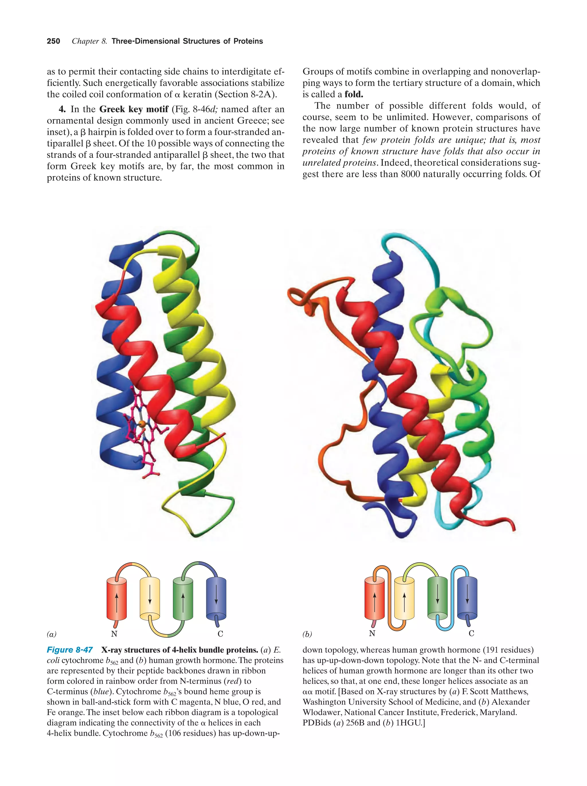 250

Chapter 8. Three-Dimensional Structures of Proteins

as to permit their contacting side chains to interdigitate efficiently. Such energetically favorable associations stabilize
the coiled coil conformation of ␣ keratin (Section 8-2A).
4. In the Greek key motif (Fig. 8-46d; named after an
ornamental design commonly used in ancient Greece; see
inset), a ␤ hairpin is folded over to form a four-stranded antiparallel ␤ sheet. Of the 10 possible ways of connecting the
strands of a four-stranded antiparallel ␤ sheet, the two that
form Greek key motifs are, by far, the most common in
proteins of known structure.

(a)

N

C

Figure 8-47 X-ray structures of 4-helix bundle proteins. (a) E.
coli cytochrome b562 and (b) human growth hormone. The proteins
are represented by their peptide backbones drawn in ribbon
form colored in rainbow order from N-terminus (red) to
C-terminus (blue). Cytochrome b562’s bound heme group is
shown in ball-and-stick form with C magenta, N blue, O red, and
Fe orange. The inset below each ribbon diagram is a topological
diagram indicating the connectivity of the ␣ helices in each
4-helix bundle. Cytochrome b562 (106 residues) has up-down-up-

Groups of motifs combine in overlapping and nonoverlapping ways to form the tertiary structure of a domain, which
is called a fold.
The number of possible different folds would, of
course, seem to be unlimited. However, comparisons of
the now large number of known protein structures have
revealed that few protein folds are unique; that is, most
proteins of known structure have folds that also occur in
unrelated proteins. Indeed, theoretical considerations suggest there are less than 8000 naturally occurring folds. Of

(b)

N

C

down topology, whereas human growth hormone (191 residues)
has up-up-down-down topology. Note that the N- and C-terminal
helices of human growth hormone are longer than its other two
helices, so that, at one end, these longer helices associate as an
␣␣ motif. [Based on X-ray structures by (a) F. Scott Matthews,
Washington University School of Medicine, and (b) Alexander
Wlodawer, National Cancer Institute, Frederick, Maryland.
PDBids (a) 256B and (b) 1HGU.]

 