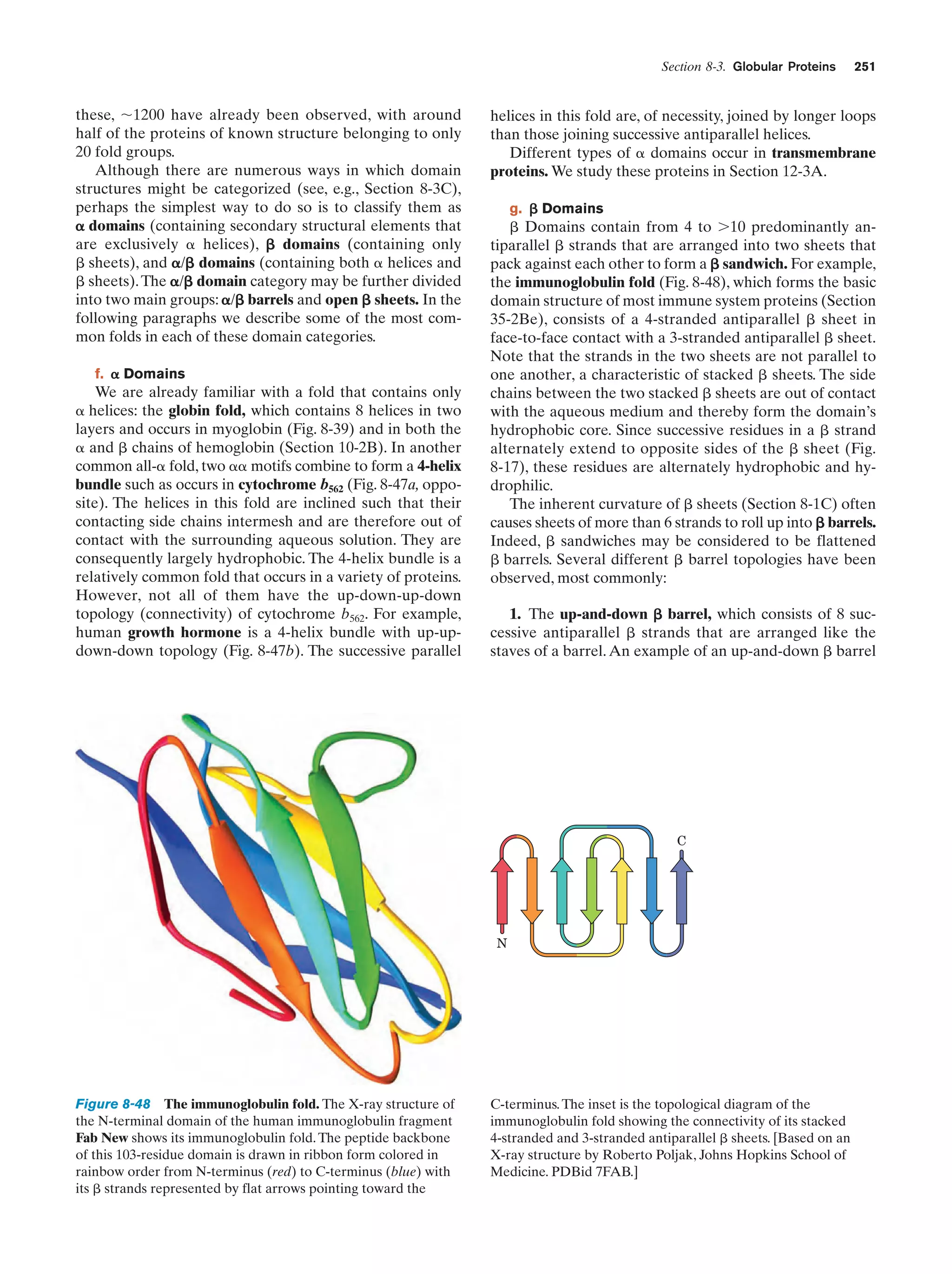 Section 8-3. Globular Proteins

these, ϳ1200 have already been observed, with around
half of the proteins of known structure belonging to only
20 fold groups.
Although there are numerous ways in which domain
structures might be categorized (see, e.g., Section 8-3C),
perhaps the simplest way to do so is to classify them as
␣ domains (containing secondary structural elements that
are exclusively ␣ helices), ␤ domains (containing only
␤ sheets), and ␣/␤ domains (containing both ␣ helices and
␤ sheets). The ␣/␤ domain category may be further divided
into two main groups: ␣/␤ barrels and open ␤ sheets. In the
following paragraphs we describe some of the most common folds in each of these domain categories.
f. ␣ Domains

We are already familiar with a fold that contains only
␣ helices: the globin fold, which contains 8 helices in two
layers and occurs in myoglobin (Fig. 8-39) and in both the
␣ and ␤ chains of hemoglobin (Section 10-2B). In another
common all-␣ fold, two ␣␣ motifs combine to form a 4-helix
bundle such as occurs in cytochrome b562 (Fig. 8-47a, opposite). The helices in this fold are inclined such that their
contacting side chains intermesh and are therefore out of
contact with the surrounding aqueous solution. They are
consequently largely hydrophobic. The 4-helix bundle is a
relatively common fold that occurs in a variety of proteins.
However, not all of them have the up-down-up-down
topology (connectivity) of cytochrome b562. For example,
human growth hormone is a 4-helix bundle with up-updown-down topology (Fig. 8-47b). The successive parallel

helices in this fold are, of necessity, joined by longer loops
than those joining successive antiparallel helices.
Different types of ␣ domains occur in transmembrane
proteins. We study these proteins in Section 12-3A.
g. ␤ Domains

␤ Domains contain from 4 to Ͼ10 predominantly antiparallel ␤ strands that are arranged into two sheets that
pack against each other to form a ␤ sandwich. For example,
the immunoglobulin fold (Fig. 8-48), which forms the basic
domain structure of most immune system proteins (Section
35-2Be), consists of a 4-stranded antiparallel ␤ sheet in
face-to-face contact with a 3-stranded antiparallel ␤ sheet.
Note that the strands in the two sheets are not parallel to
one another, a characteristic of stacked ␤ sheets. The side
chains between the two stacked ␤ sheets are out of contact
with the aqueous medium and thereby form the domain’s
hydrophobic core. Since successive residues in a ␤ strand
alternately extend to opposite sides of the ␤ sheet (Fig.
8-17), these residues are alternately hydrophobic and hydrophilic.
The inherent curvature of ␤ sheets (Section 8-1C) often
causes sheets of more than 6 strands to roll up into ␤ barrels.
Indeed, ␤ sandwiches may be considered to be flattened
␤ barrels. Several different ␤ barrel topologies have been
observed, most commonly:
1. The up-and-down ␤ barrel, which consists of 8 successive antiparallel ␤ strands that are arranged like the
staves of a barrel. An example of an up-and-down ␤ barrel

C

N

Figure 8-48 The immunoglobulin fold. The X-ray structure of
the N-terminal domain of the human immunoglobulin fragment
Fab New shows its immunoglobulin fold. The peptide backbone
of this 103-residue domain is drawn in ribbon form colored in
rainbow order from N-terminus (red) to C-terminus (blue) with
its ␤ strands represented by flat arrows pointing toward the

251

C-terminus. The inset is the topological diagram of the
immunoglobulin fold showing the connectivity of its stacked
4-stranded and 3-stranded antiparallel ␤ sheets. [Based on an
X-ray structure by Roberto Poljak, Johns Hopkins School of
Medicine. PDBid 7FAB.]

 