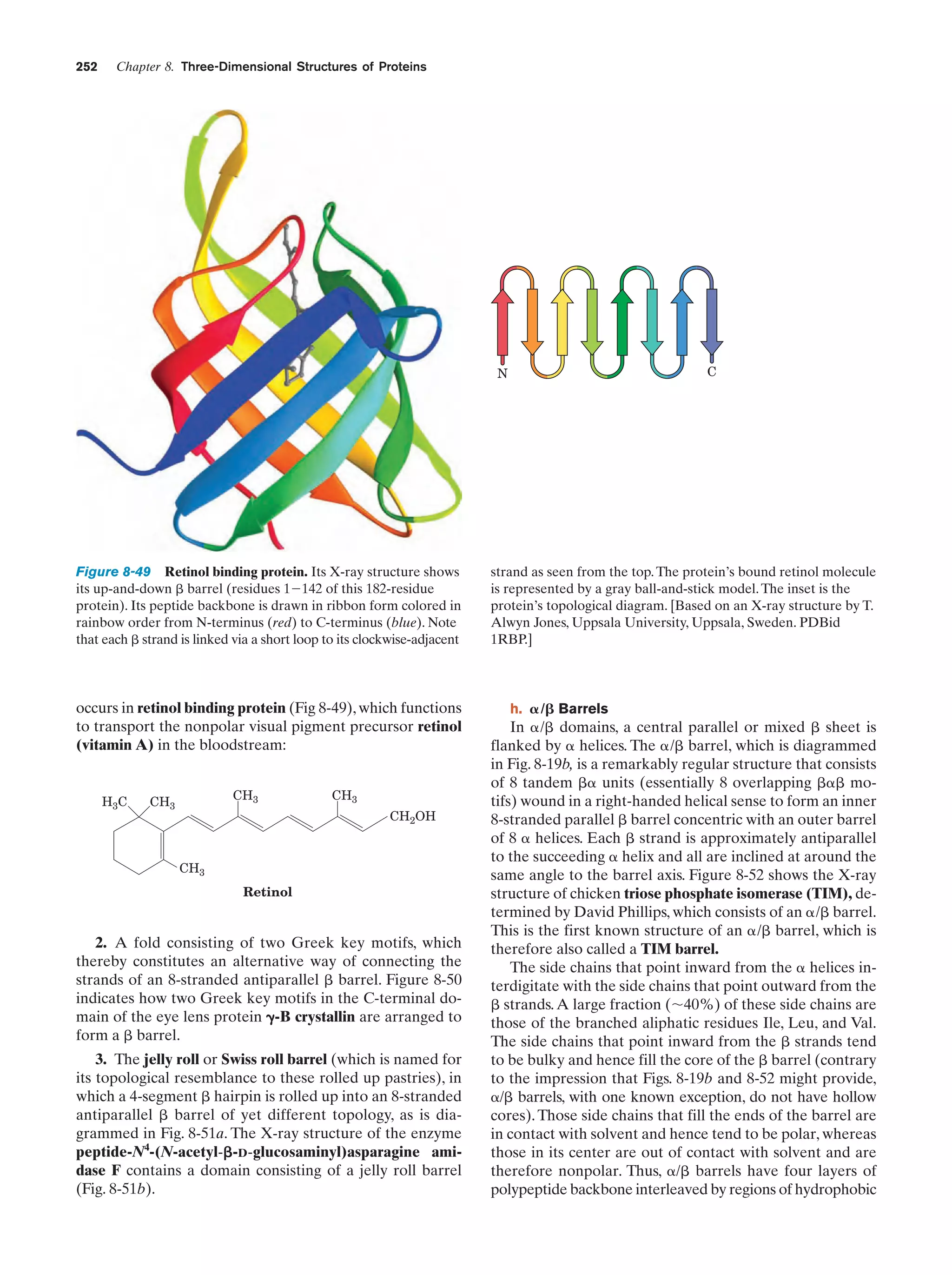 252

Chapter 8. Three-Dimensional Structures of Proteins

C

N

Figure 8-49 Retinol binding protein. Its X-ray structure shows
its up-and-down ␤ barrel (residues 1Ϫ142 of this 182-residue
protein). Its peptide backbone is drawn in ribbon form colored in
rainbow order from N-terminus (red) to C-terminus (blue). Note
that each ␤ strand is linked via a short loop to its clockwise-adjacent

occurs in retinol binding protein (Fig 8-49), which functions
to transport the nonpolar visual pigment precursor retinol
(vitamin A) in the bloodstream:

H3C

CH3

CH3

CH3
CH2OH

CH3
Retinol

2. A fold consisting of two Greek key motifs, which
thereby constitutes an alternative way of connecting the
strands of an 8-stranded antiparallel ␤ barrel. Figure 8-50
indicates how two Greek key motifs in the C-terminal domain of the eye lens protein ␥-B crystallin are arranged to
form a ␤ barrel.
3. The jelly roll or Swiss roll barrel (which is named for
its topological resemblance to these rolled up pastries), in
which a 4-segment ␤ hairpin is rolled up into an 8-stranded
antiparallel ␤ barrel of yet different topology, as is diagrammed in Fig. 8-51a. The X-ray structure of the enzyme
peptide-N4-(N-acetyl-␤-D-glucosaminyl)asparagine amidase F contains a domain consisting of a jelly roll barrel
(Fig. 8-51b).

strand as seen from the top. The protein’s bound retinol molecule
is represented by a gray ball-and-stick model. The inset is the
protein’s topological diagram. [Based on an X-ray structure by T.
Alwyn Jones, Uppsala University, Uppsala, Sweden. PDBid
1RBP.]

h. ␣ /␤ Barrels

In ␣/␤ domains, a central parallel or mixed ␤ sheet is
flanked by ␣ helices. The ␣/␤ barrel, which is diagrammed
in Fig. 8-19b, is a remarkably regular structure that consists
of 8 tandem ␤␣ units (essentially 8 overlapping ␤␣␤ motifs) wound in a right-handed helical sense to form an inner
8-stranded parallel ␤ barrel concentric with an outer barrel
of 8 ␣ helices. Each ␤ strand is approximately antiparallel
to the succeeding ␣ helix and all are inclined at around the
same angle to the barrel axis. Figure 8-52 shows the X-ray
structure of chicken triose phosphate isomerase (TIM), determined by David Phillips, which consists of an ␣/␤ barrel.
This is the first known structure of an ␣/␤ barrel, which is
therefore also called a TIM barrel.
The side chains that point inward from the ␣ helices interdigitate with the side chains that point outward from the
␤ strands. A large fraction (ϳ40%) of these side chains are
those of the branched aliphatic residues Ile, Leu, and Val.
The side chains that point inward from the ␤ strands tend
to be bulky and hence fill the core of the ␤ barrel (contrary
to the impression that Figs. 8-19b and 8-52 might provide,
␣/␤ barrels, with one known exception, do not have hollow
cores). Those side chains that fill the ends of the barrel are
in contact with solvent and hence tend to be polar, whereas
those in its center are out of contact with solvent and are
therefore nonpolar. Thus, ␣/␤ barrels have four layers of
polypeptide backbone interleaved by regions of hydrophobic

 