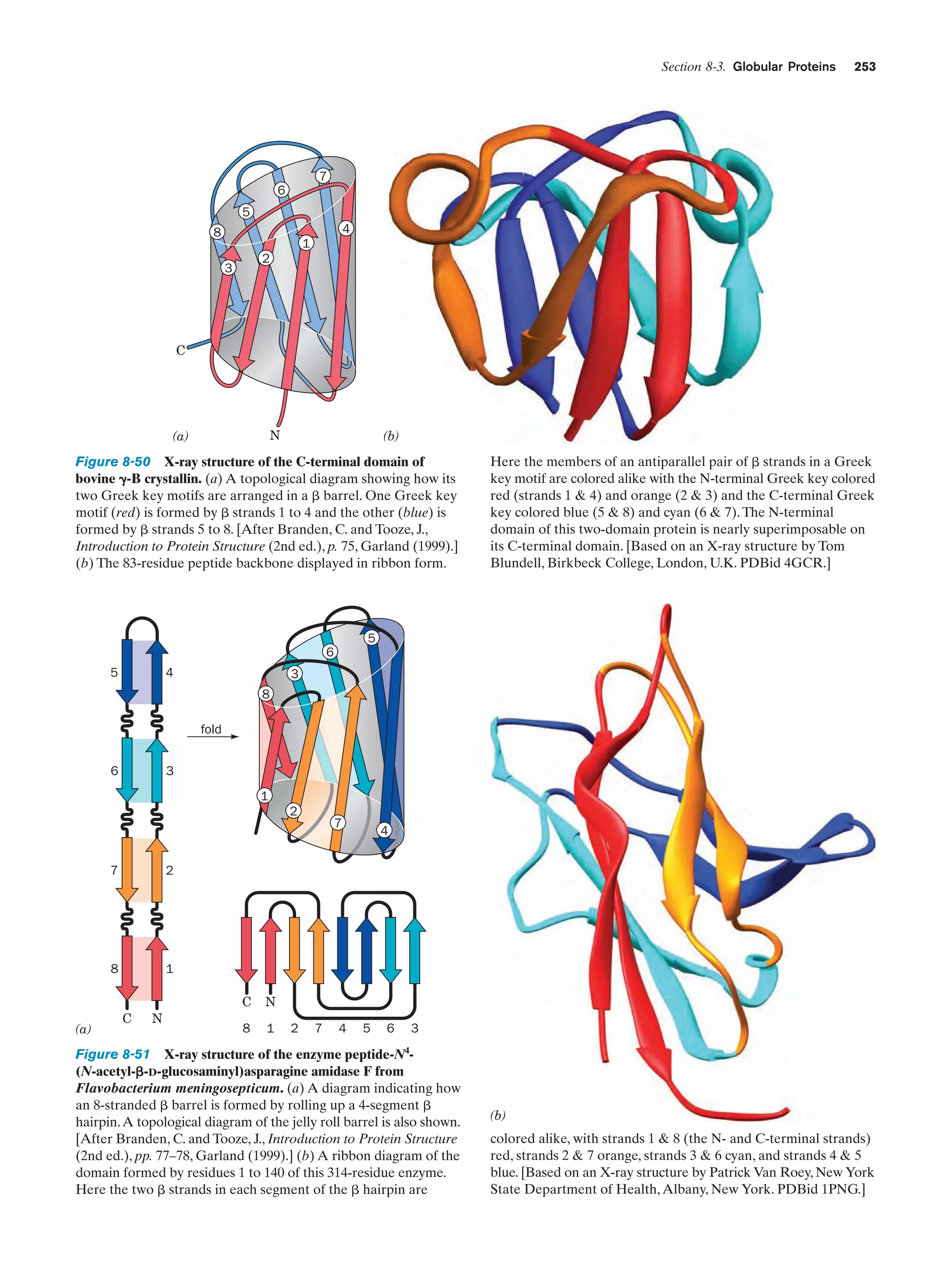 Section 8-3. Globular Proteins

253

7
6
5
4

8

1
2

3

C

N

(a)

(b)

Figure 8-50 X-ray structure of the C-terminal domain of
bovine ␥-B crystallin. (a) A topological diagram showing how its
two Greek key motifs are arranged in a ␤ barrel. One Greek key
motif (red) is formed by ␤ strands 1 to 4 and the other (blue) is
formed by ␤ strands 5 to 8. [After Branden, C. and Tooze, J.,
Introduction to Protein Structure (2nd ed.), p. 75, Garland (1999).]
(b) The 83-residue peptide backbone displayed in ribbon form.

Here the members of an antiparallel pair of ␤ strands in a Greek
key motif are colored alike with the N-terminal Greek key colored
red (strands 1 & 4) and orange (2 & 3) and the C-terminal Greek
key colored blue (5 & 8) and cyan (6 & 7). The N-terminal
domain of this two-domain protein is nearly superimposable on
its C-terminal domain. [Based on an X-ray structure by Tom
Blundell, Birkbeck College, London, U.K. PDBid 4GCR.]

5
6
5

4

3
8
fold

6

3
1
2
7

7

(a)

2

8

4

1

C

N

C

N

8

1

2

7

4

5

6

3
4

Figure 8-51 X-ray structure of the enzyme peptide-N (N-acetyl-␤-D-glucosaminyl)asparagine amidase F from
Flavobacterium meningosepticum. (a) A diagram indicating how
an 8-stranded ␤ barrel is formed by rolling up a 4-segment ␤
hairpin. A topological diagram of the jelly roll barrel is also shown.
[After Branden, C. and Tooze, J., Introduction to Protein Structure
(2nd ed.), pp. 77–78, Garland (1999)