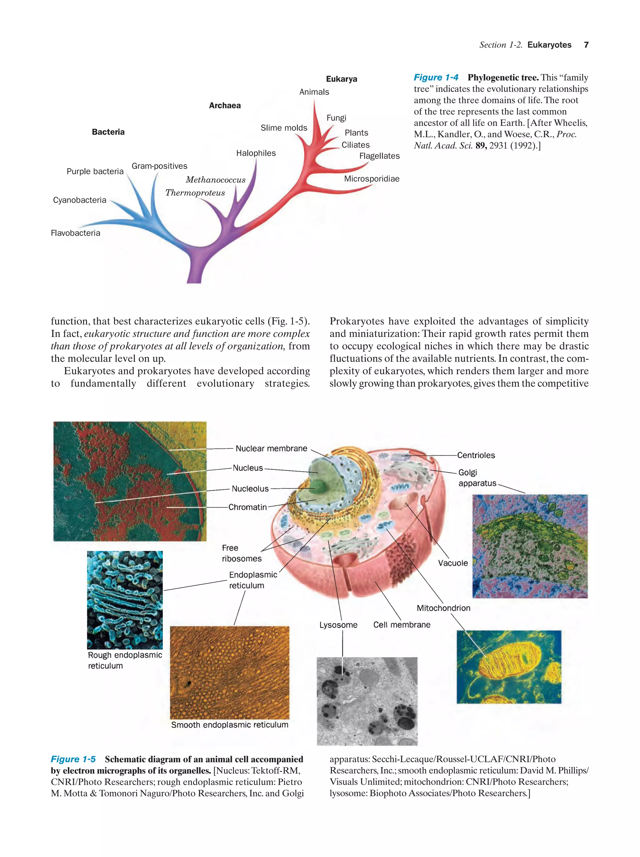 Section 1-2. Eukaryotes

Eukarya
Animals
Archaea
Fungi
Slime molds

Bacteria

Halophiles
Purple bacteria
Cyanobacteria

Plants
Ciliates
Flagellates

7

Figure 1-4 Phylogenetic tree. This “family
tree” indicates the evolutionary relationships
among the three domains of life. The root
of the tree represents the last common
ancestor of all life on Earth. [After Wheelis,
M.L., Kandler, O., and Woese, C.R., Proc.
Natl. Acad. Sci. 89, 2931 (1992).]

Gram-positives
Methanococcus
Thermoproteus

Microsporidiae

Flavobacteria

function, that best characterizes eukaryotic cells (Fig. 1-5).
In fact, eukaryotic structure and function are more complex
than those of prokaryotes at all levels of organization, from
the molecular level on up.
Eukaryotes and prokaryotes have developed according
to fundamentally different evolutionary strategies.

Prokaryotes have exploited the advantages of simplicity
and miniaturization: Their rapid growth rates permit them
to occupy ecological niches in which there may be drastic
fluctuations of the available nutrients. In contrast, the complexity of eukaryotes, which renders them larger and more
slowly growing than prokaryotes, gives them the competitive

Figure 1-5 Schematic diagram of an animal cell accompanied
by electron micrographs of its organelles. [Nucleus: Tektoff-RM,
CNRI/Photo Researchers; rough endoplasmic reticulum: Pietro
M. Motta & Tomonori Naguro/Photo Researchers, Inc. and Golgi

apparatus: Secchi-Lecaque/Roussel-UCLAF/CNRI/Photo
Researchers, Inc.; smooth endoplasmic reticulum: David M. Phillips/
Visuals Unlimited; mitochondrion: CNRI/Photo Researchers;
lysosome: Biophoto Associates/Photo Researchers.]

 
