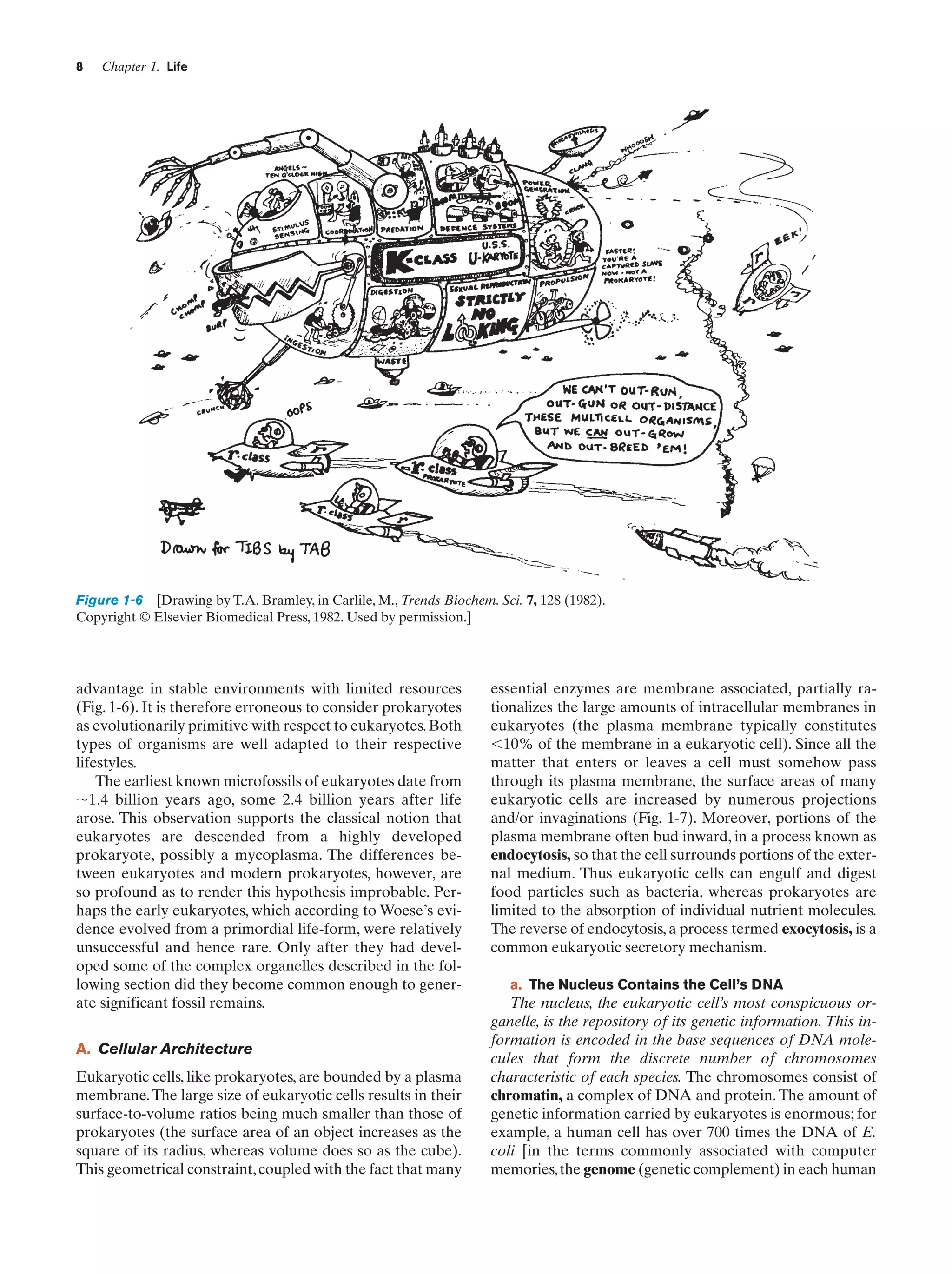8

Chapter 1. Life

Figure 1-6 [Drawing by T.A. Bramley, in Carlile, M., Trends Biochem. Sci. 7, 128 (1982).
Copyright © Elsevier Biomedical Press, 1982. Used by permission.]

advantage in stable environments with limited resources
(Fig. 1-6). It is therefore erroneous to consider prokaryotes
as evolutionarily primitive with respect to eukaryotes. Both
types of organisms are well adapted to their respective
lifestyles.
The earliest known microfossils of eukaryotes date from
ϳ1.4 billion years ago, some 2.4 billion years after life
arose. This observation supports the classical notion that
eukaryotes are descended from a highly developed
prokaryote, possibly a mycoplasma. The differences between eukaryotes and modern prokaryotes, however, are
so profound as to render this hypothesis improbable. Perhaps the early eukaryotes, which according to Woese’s evidence evolved from a primordial life-form, were relatively
unsuccessful and hence rare. Only after they had developed some of the complex organelles described in the following section did they become common enough to generate significant fossil remains.
A. Cellular Architecture
Eukaryotic cells, like prokaryotes, are bounded by a plasma
membrane. The large size of eukaryotic cells results in their
surface-to-volume ratios being much smaller than those of
prokaryotes (the surface area of an object increases as the
square of its radius, whereas volume does so as the cube).
This geometrical constraint, coupled with the fact that many

essential enzymes are membrane associated, partially rationalizes the large amounts of intracellular membranes in
eukaryotes (the plasma membrane typically constitutes
Ͻ10% of the membrane in a eukaryotic cell). Since all the
matter that enters or leaves a cell must somehow pass
through its plasma membrane, the surface areas of many
eukaryotic cells are increased by numerous projections
and/or invaginations (Fig. 1-7). Moreover, portions of the
plasma membrane often bud inward, in a process known as
endocytosis, so that the cell surrounds portions of the external medium. Thus eukaryotic cells can engulf and digest
food particles such as bacteria, whereas prokaryotes are
limited to the absorption of individual nutrient molecules.
The reverse of endocytosis, a process termed exocytosis, is a
common eukaryotic secretory mechanism.
a. The Nucleus Contains the Cell’s DNA

The nucleus, the eukaryotic cell’s most conspicuous organelle, is the repository of its genetic information. This information is encoded in the base sequences of DNA molecules that form the discrete number of chromosomes
characteristic of each species. The chromosomes consist of
chromatin, a complex of DNA and protein. The amount of
genetic information carried by eukaryotes is enormous; for
example, a human cell has over 700 times the DNA of E.
coli [in the terms commonly associated with computer
memories, the genome (genetic complement) in each human

 