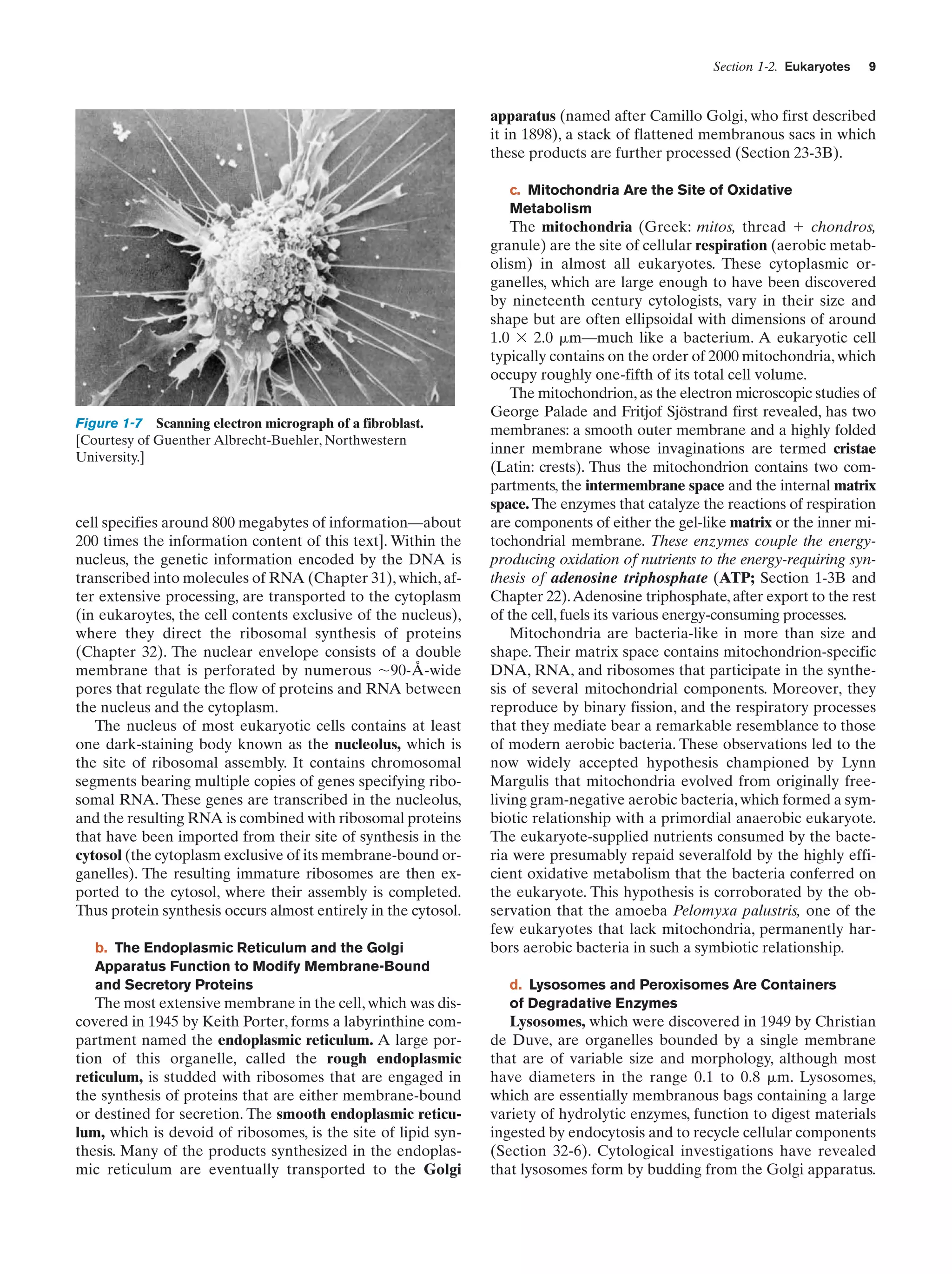 Section 1-2. Eukaryotes

9

apparatus (named after Camillo Golgi, who first described
it in 1898), a stack of flattened membranous sacs in which
these products are further processed (Section 23-3B).
c. Mitochondria Are the Site of Oxidative
Metabolism

Figure 1-7 Scanning electron micrograph of a fibroblast.
[Courtesy of Guenther Albrecht-Buehler, Northwestern
University.]

cell specifies around 800 megabytes of information—about
200 times the information content of this text]. Within the
nucleus, the genetic information encoded by the DNA is
transcribed into molecules of RNA (Chapter 31), which, after extensive processing, are transported to the cytoplasm
(in eukaroytes, the cell contents exclusive of the nucleus),
where they direct the ribosomal synthesis of proteins
(Chapter 32). The nuclear envelope consists of a double
membrane that is perforated by numerous ϳ90-Å-wide
pores that regulate the flow of proteins and RNA between
the nucleus and the cytoplasm.
The nucleus of most eukaryotic cells contains at least
one dark-staining body known as the nucleolus, which is
the site of ribosomal assembly. It contains chromosomal
segments bearing multiple copies of genes specifying ribosomal RNA. These genes are transcribed in the nucleolus,
and the resulting RNA is combined with ribosomal proteins
that have been imported from their site of synthesis in the
cytosol (the cytoplasm exclusive of its membrane-bound organelles). The resulting immature ribosomes are then exported to the cytosol, where their assembly is completed.
Thus protein synthesis occurs almost entirely in the cytosol.
b. The Endoplasmic Reticulum and the Golgi
Apparatus Function to Modify Membrane-Bound
and Secretory Proteins

The most extensive membrane in the cell, which was discovered in 1945 by Keith Porter, forms a labyrinthine compartment named the endoplasmic reticulum. A large portion of this organelle, called the rough endoplasmic
reticulum, is studded with ribosomes that are engaged in
the synthesis of proteins that are either membrane-bound
or destined for secretion. The smooth endoplasmic reticulum, which is devoid of ribosomes, is the site of lipid synthesis. Many of the products synthesized in the endoplasmic reticulum are eventually transported to the Golgi

The mitochondria (Greek: mitos, thread ϩ chondros,
granule) are the site of cellular respiration (aerobic metabolism) in almost all eukaryotes. These cytoplasmic organelles, which are large enough to have been discovered
by nineteenth century cytologists, vary in their size and
shape but are often ellipsoidal with dimensions of around
1.0 ϫ 2.0 ␮m—much like a bacterium. A eukaryotic cell
typically contains on the order of 2000 mitochondria, which
occupy roughly one-fifth of its total cell volume.
The mitochondrion, as the electron microscopic studies of
George Palade and Fritjof Sjöstrand first revealed, has two
membranes: a smooth outer membrane and a highly folded
inner membrane whose invaginations are termed cristae
(Latin: crests). Thus the mitochondrion contains two compartments, the intermembrane space and the internal matrix
space. The enzymes that catalyze the reactions of respiration
are components of either the gel-like matrix or the inner mitochondrial membrane. These enzymes couple the energyproducing oxidation of nutrients to the energy-requiring synthesis of adenosine triphosphate (ATP; Section 1-3B and
Chapter 22).Adenosine triphosphate, after export to the rest
of the cell, fuels its various energy-consuming processes.
Mitochondria are bacteria-like in more than size and
shape. Their matrix space contains mitochondrion-specific
DNA, RNA, and ribosomes that participate in the synthesis of several mitochondrial components. Moreover, they
reproduce by binary fission, and the respiratory processes
that they mediate bear a remarkable resemblance to those
of modern aerobic bacteria. These observations led to the
now widely accepted hypothesis championed by Lynn
Margulis that mitochondria evolved from originally freeliving gram-negative aerobic bacteria, which formed a symbiotic relationship with a primordial anaerobic eukaryote.
The eukaryote-supplied nutrients consumed by the bacteria were presumably repaid severalfold by the highly efficient oxidative metabolism that the bacteria conferred on
the eukaryote. This hypothesis is corroborated by the observation that the amoeba Pelomyxa palustris, one of the
few eukaryotes that lack mitochondria, permanently harbors aerobic bacteria in such a symbiotic relationship.
d. Lysosomes and Peroxisomes Are Containers
of Degradative Enzymes

Lysosomes, which were discovered in 1949 by Christian
de Duve, are organelles bounded by a single membrane
that are of variable size and morphology, although most
have diameters in the range 0.1 to 0.8 ␮m. Lysosomes,
which are essentially membranous bags containing a large
variety of hydrolytic enzymes, function to digest materials
ingested by endocytosis and to recycle cellular components
(Section 32-6). Cytological investigations have revealed
that lysosomes form by budding from the Golgi apparatus.

 