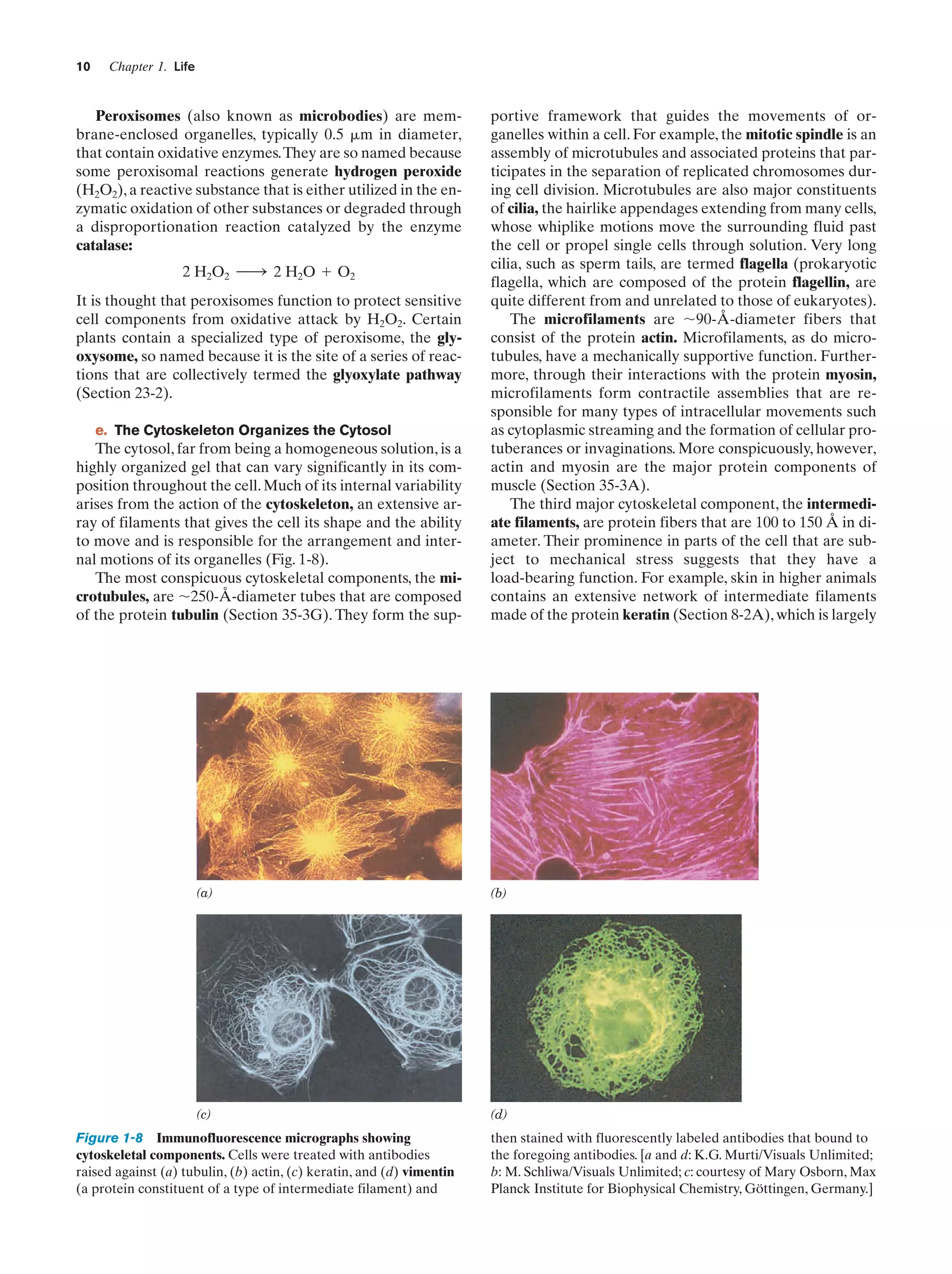 10

Chapter 1. Life

Peroxisomes (also known as microbodies) are membrane-enclosed organelles, typically 0.5 ␮m in diameter,
that contain oxidative enzymes.They are so named because
some peroxisomal reactions generate hydrogen peroxide
(H2O2), a reactive substance that is either utilized in the enzymatic oxidation of other substances or degraded through
a disproportionation reaction catalyzed by the enzyme
catalase:
2 H2O2 ¡ 2 H2O ϩ O2
It is thought that peroxisomes function to protect sensitive
cell components from oxidative attack by H2O2. Certain
plants contain a specialized type of peroxisome, the glyoxysome, so named because it is the site of a series of reactions that are collectively termed the glyoxylate pathway
(Section 23-2).
e. The Cytoskeleton Organizes the Cytosol

The cytosol, far from being a homogeneous solution, is a
highly organized gel that can vary significantly in its composition throughout the cell. Much of its internal variability
arises from the action of the cytoskeleton, an extensive array of filaments that gives the cell its shape and the ability
to move and is responsible for the arrangement and internal motions of its organelles (Fig. 1-8).
The most conspicuous cytoskeletal components, the microtubules, are ϳ250-Å-diameter tubes that are composed
of the protein tubulin (Section 35-3G). They form the sup-

portive framework that guides the movements of organelles within a cell. For example, the mitotic spindle is an
assembly of microtubules and associated proteins that participates in the separation of replicated chromosomes during cell division. Microtubules are also major constituents
of cilia, the hairlike appendages extending from many cells,
whose whiplike motions move the surrounding fluid past
the cell or propel single cells through solution. Very long
cilia, such as sperm tails, are termed flagella (prokaryotic
flagella, which are composed of the protein flagellin, are
quite different from and unrelated to those of eukaryotes).
The microfilaments are ϳ90-Å-diameter fibers that
consist of the protein actin. Microfilaments, as do microtubules, have a mechanically supportive function. Furthermore, through their interactions with the protein myosin,
microfilaments form contractile assemblies that are responsible for many types of intracellular movements such
as cytoplasmic streaming and the formation of cellular protuberances or invaginations. More conspicuously, however,
actin and myosin are the major protein components of
muscle (Section 35-3A).
The third major cytoskeletal component, the intermediate filaments, are protein fibers that are 100 to 150 Å in diameter. Their prominence in parts of the cell that are subject to mechanical stress suggests that they have a
load-bearing function. For example, skin in higher animals
contains an extensive network of intermediate filaments
made of the protein keratin (Section 8-2A), which is largely

(a)

(b)

(c)

(d)

Figure 1-8 Immunofluorescence micrographs showing
cytoskeletal components. Cells were treated with antibodies
raised against (a) tubulin, (b) actin, (c) keratin, and (d) vimentin
(a protein constituent of a type of intermediate filament) and

then stained with fluorescently labeled antibodies that bound to
the foregoing antibodies. [a and d: K.G. Murti/Visuals Unlimited;
b: M. Schliwa/Visuals Unlimited; c: courtesy of Mary Osborn, Max
Planck Institute for Biophysical Chemistry, Göttingen, Germany.]

 