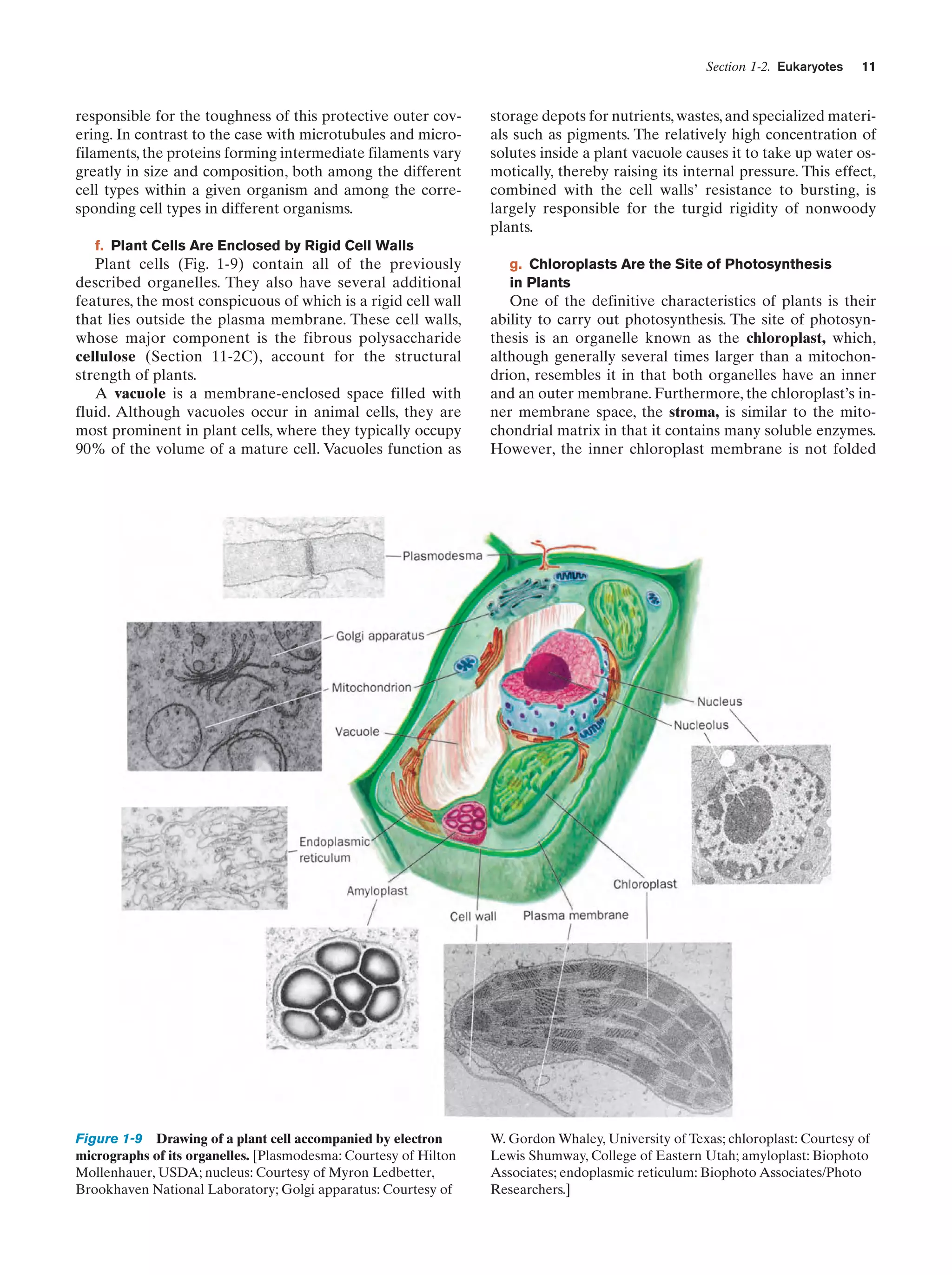 Section 1-2. Eukaryotes

responsible for the toughness of this protective outer covering. In contrast to the case with microtubules and microfilaments, the proteins forming intermediate filaments vary
greatly in size and composition, both among the different
cell types within a given organism and among the corresponding cell types in different organisms.

11

storage depots for nutrients, wastes, and specialized materials such as pigments. The relatively high concentration of
solutes inside a plant vacuole causes it to take up water osmotically, thereby raising its internal pressure. This effect,
combined with the cell walls’ resistance to bursting, is
largely responsible for the turgid rigidity of nonwoody
plants.

f. Plant Cells Are Enclosed by Rigid Cell Walls

Plant cells (Fig. 1-9) contain all of the previously
described organelles. They also have several additional
features, the most conspicuous of which is a rigid cell wall
that lies outside the plasma membrane. These cell walls,
whose major component is the fibrous polysaccharide
cellulose (Section 11-2C), account for the structural
strength of plants.
A vacuole is a membrane-enclosed space filled with
fluid. Although vacuoles occur in animal cells, they are
most prominent in plant cells, where they typically occupy
90% of the volume of a mature cell. Vacuoles function as

One of the definitive characteristics of plants is their
ability to carry out photosynthesis. The site of photosynthesis is an organelle known as the chloroplast, which,
although generally several times larger than a mitochondrion, resembles it in that both organelles have an inner
and an outer membrane. Furthermore, the chloroplast’s inner membrane space, the stroma, is similar to the mitochondrial matrix in that it contains many soluble enzymes.
However, the inner chloroplast membrane is not folded

Figure 1-9 Drawing of a plant cell accompanied by electron
micrographs of its organelles. [Plasmodesma: Courtesy of Hilton
Mollenhauer, USDA; nucleus: Courtesy of Myron Ledbetter,
Brookhaven National Laboratory; Golgi apparatus: Courtesy of

W. Gordon Whaley, University of Texas; chloroplast: Courtesy of
Lewis Shumway, College of Eastern Utah; amyloplast: Biophoto
Associates; endoplasmic reticulum: Biophoto Associates/Photo
Researchers.]

g. Chloroplasts Are the Site of Photosynthesis
in Plants

 