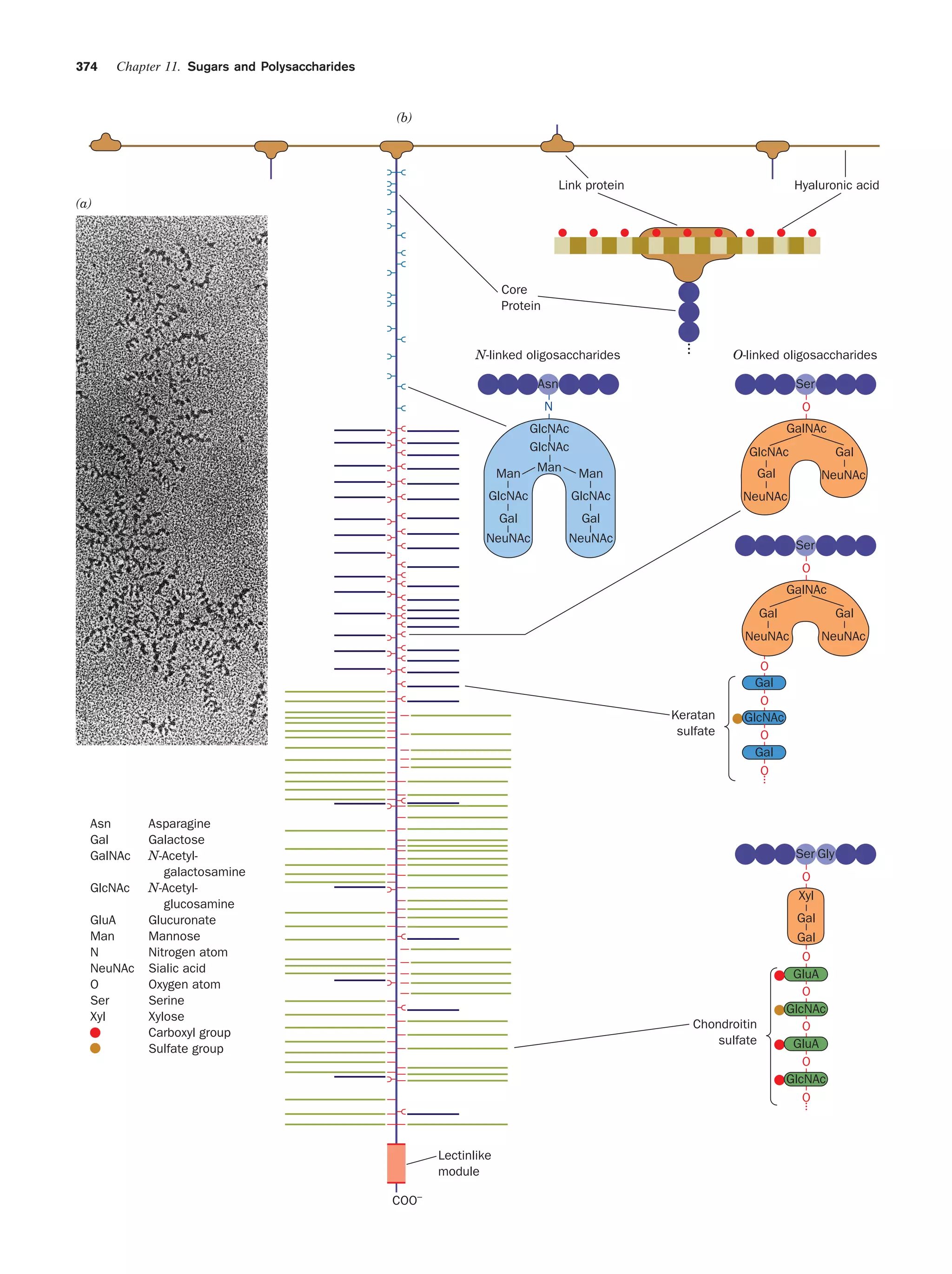 Biochemistry.4th.edition