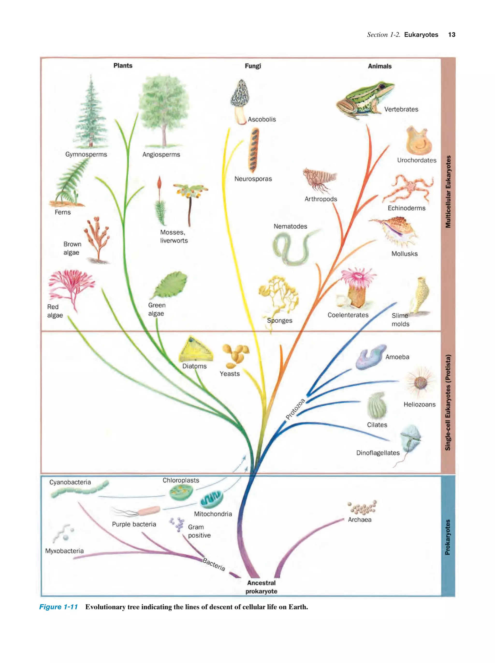 Section 1-2. Eukaryotes

Figure 1-11 Evolutionary tree indicating the lines of descent of cellular life on Earth.

13

 
