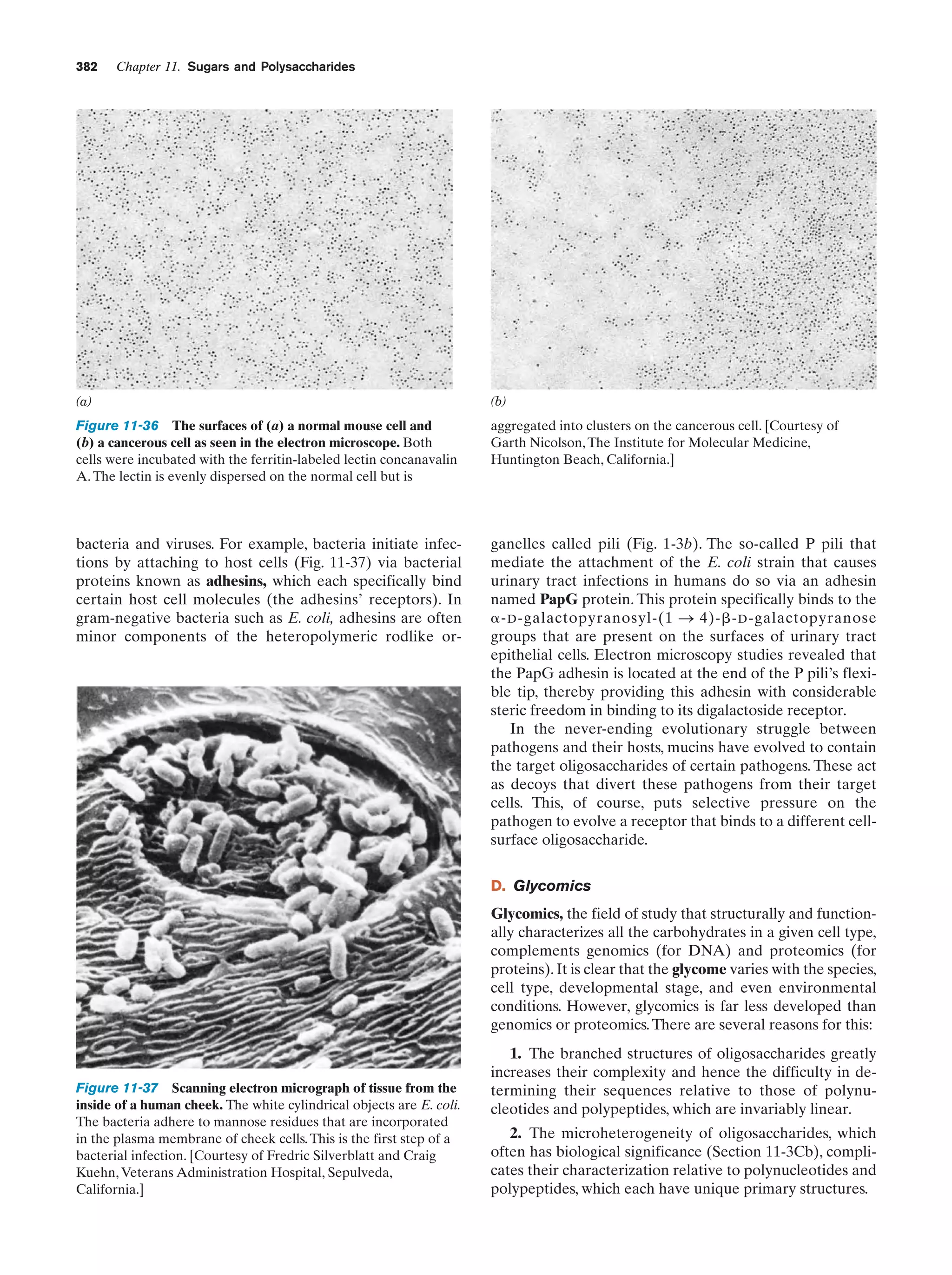 Biochemistry.4th.edition