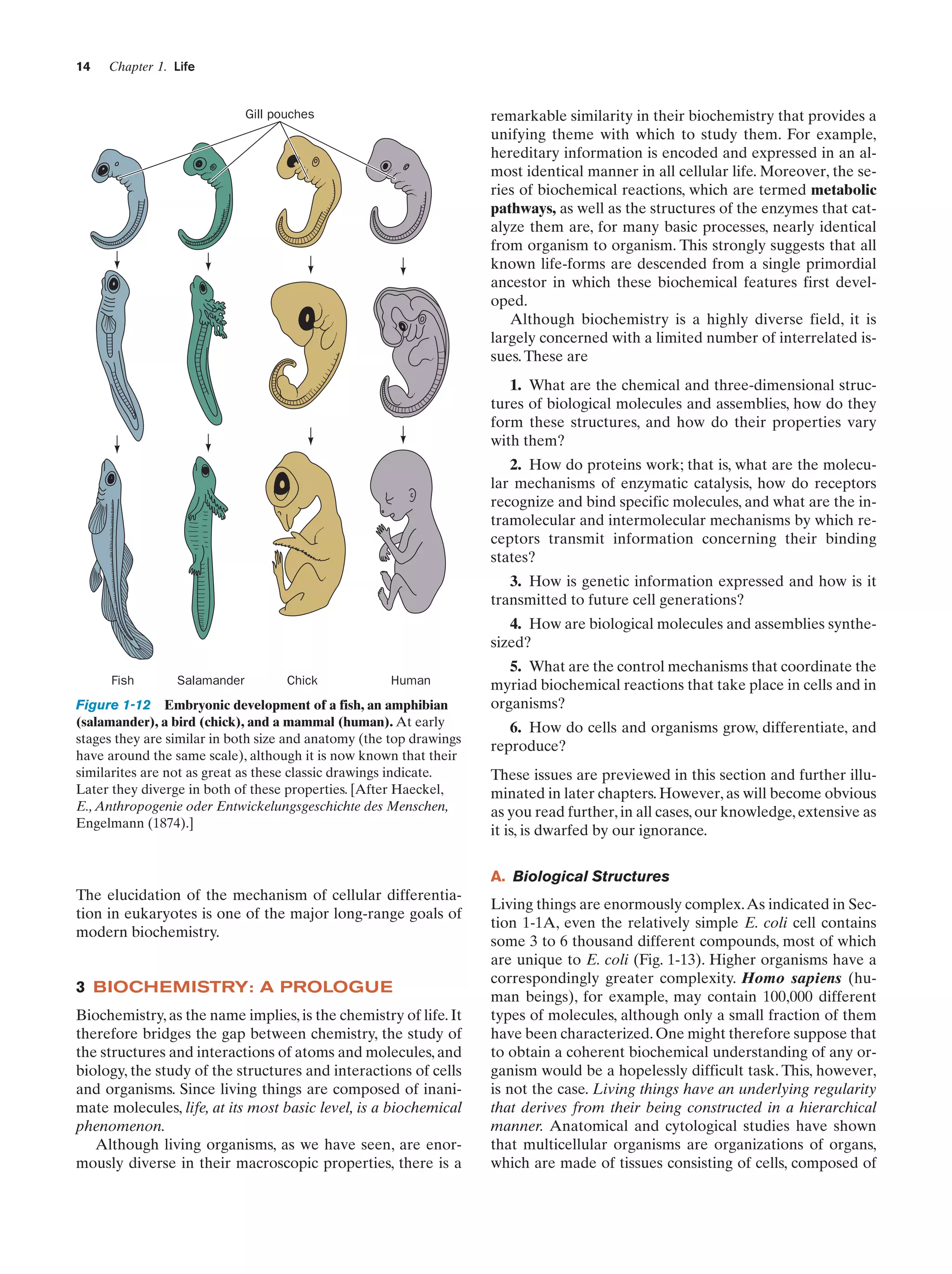 14

Chapter 1. Life

Gill pouches

remarkable similarity in their biochemistry that provides a
unifying theme with which to study them. For example,
hereditary information is encoded and expressed in an almost identical manner in all cellular life. Moreover, the series of biochemical reactions, which are termed metabolic
pathways, as well as the structures of the enzymes that catalyze them are, for many basic processes, nearly identical
from organism to organism. This strongly suggests that all
known life-forms are descended from a single primordial
ancestor in which these biochemical features first developed.
Although biochemistry is a highly diverse field, it is
largely concerned with a limited number of interrelated issues. These are
1. What are the chemical and three-dimensional structures of biological molecules and assemblies, how do they
form these structures, and how do their properties vary
with them?
2. How do proteins work; that is, what are the molecular mechanisms of enzymatic catalysis, how do receptors
recognize and bind specific molecules, and what are the intramolecular and intermolecular mechanisms by which receptors transmit information concerning their binding
states?
3. How is genetic information expressed and how is it
transmitted to future cell generations?
4. How are biological molecules and assemblies synthesized?

Fish

Salamander

Chick

Human

Figure 1-12 Embryonic development of a fish, an amphibian
(salamander), a bird (chick), and a mammal (human). At early
stages they are similar in both size and anatomy (the top drawings
have around the same scale), although it is now known that their
similarites are not as great as these classic drawings indicate.
Later they diverge in both of these properties. [After Haeckel,
E., Anthropogenie oder Entwickelungsgeschichte des Menschen,
Engelmann (1874).]

5. What are the control mechanisms that coordinate the
myriad biochemical reactions that take place in cells and in
organisms?
6. How do cells and organisms grow, differentiate, and
reproduce?
These issues are previewed in this section and further illuminated in later chapters. However, as will become obvious
as you read further, in all cases, our knowledge, extensive as
it is, is dwarfed by our ignorance.
A. Biological Structures

The elucidation of the mechanism of cellular differentiation in eukaryotes is one of the major long-range goals of
modern biochemistry.

3 BIOCHEMISTRY: A PROLOGUE
Biochemistry, as the name implies, is the chemistry of life. It
therefore bridges the gap between chemistry, the study of
the structures and interactions of atoms and molecules, and
biology, the study of the structures and interactions of cells
and organisms. Since living things are composed of inanimate molecules, life, at its most basic level, is a biochemical
phenomenon.
Although living organisms, as we have seen, are enormously diverse in their macroscopic properties, there is a

Living things are enormously complex.As indicated in Section 1-1A, even the relatively simple E. coli cell contains
some 3 to 6 thousand different compounds, most of which
are unique to E. coli (Fig. 1-13). Higher organisms have a
correspondingly greater complexity. Homo sapiens (human beings), for example, may contain 100,000 different
types of molecules, although only a small fraction of them
have been characterized. One might therefore suppose that
to obtain a coherent biochemical understanding of any organism would be a hopelessly difficult task. This, however,
is not the case. Living things have an underlying regularity
that derives from their being constructed in a hierarchical
manner. Anatomical and cytological studies have shown
that multicellular organisms are organizations of organs,
which are made of tissues consisting of cells, composed of

 