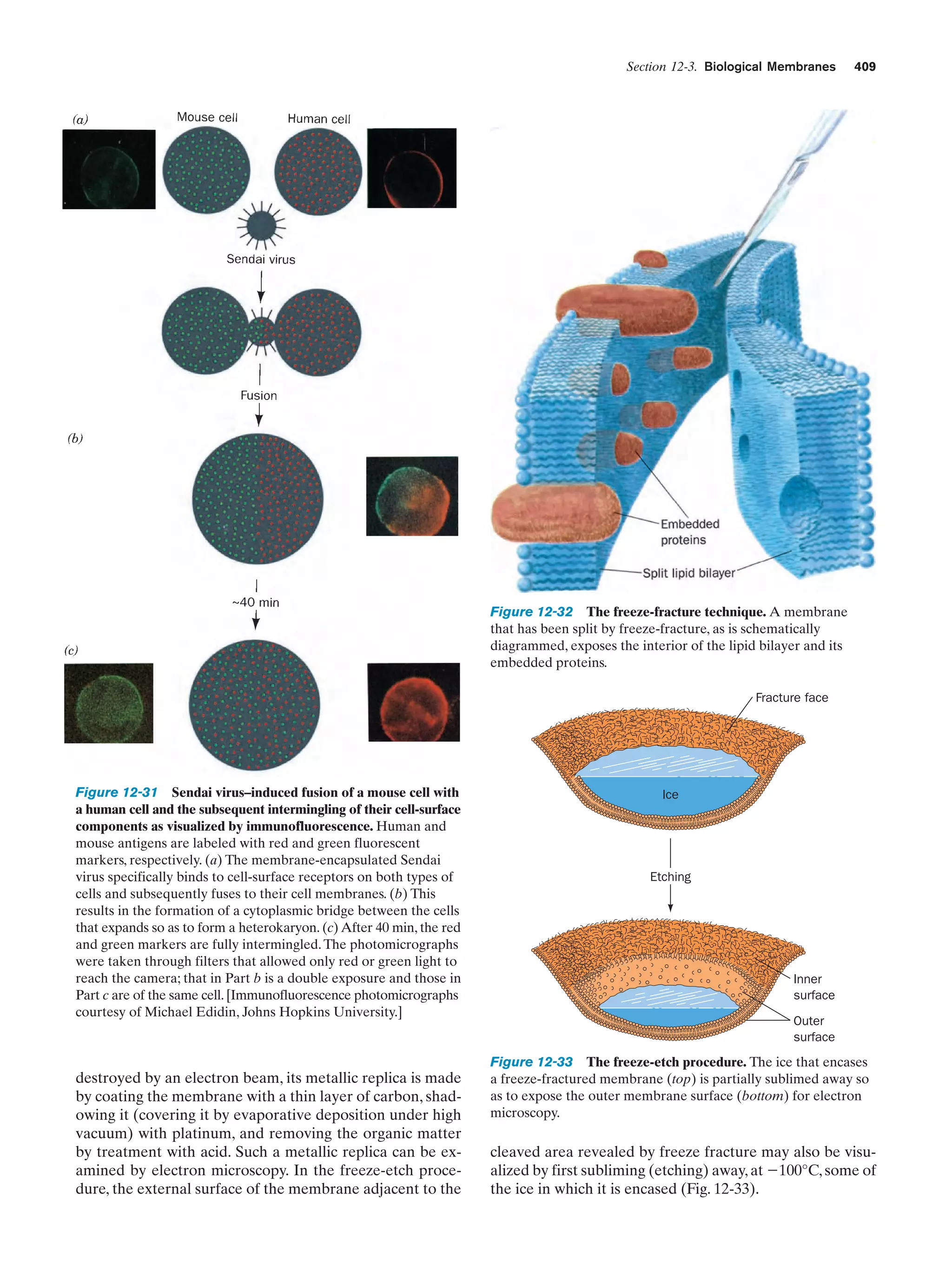 Biochemistry.4th.edition