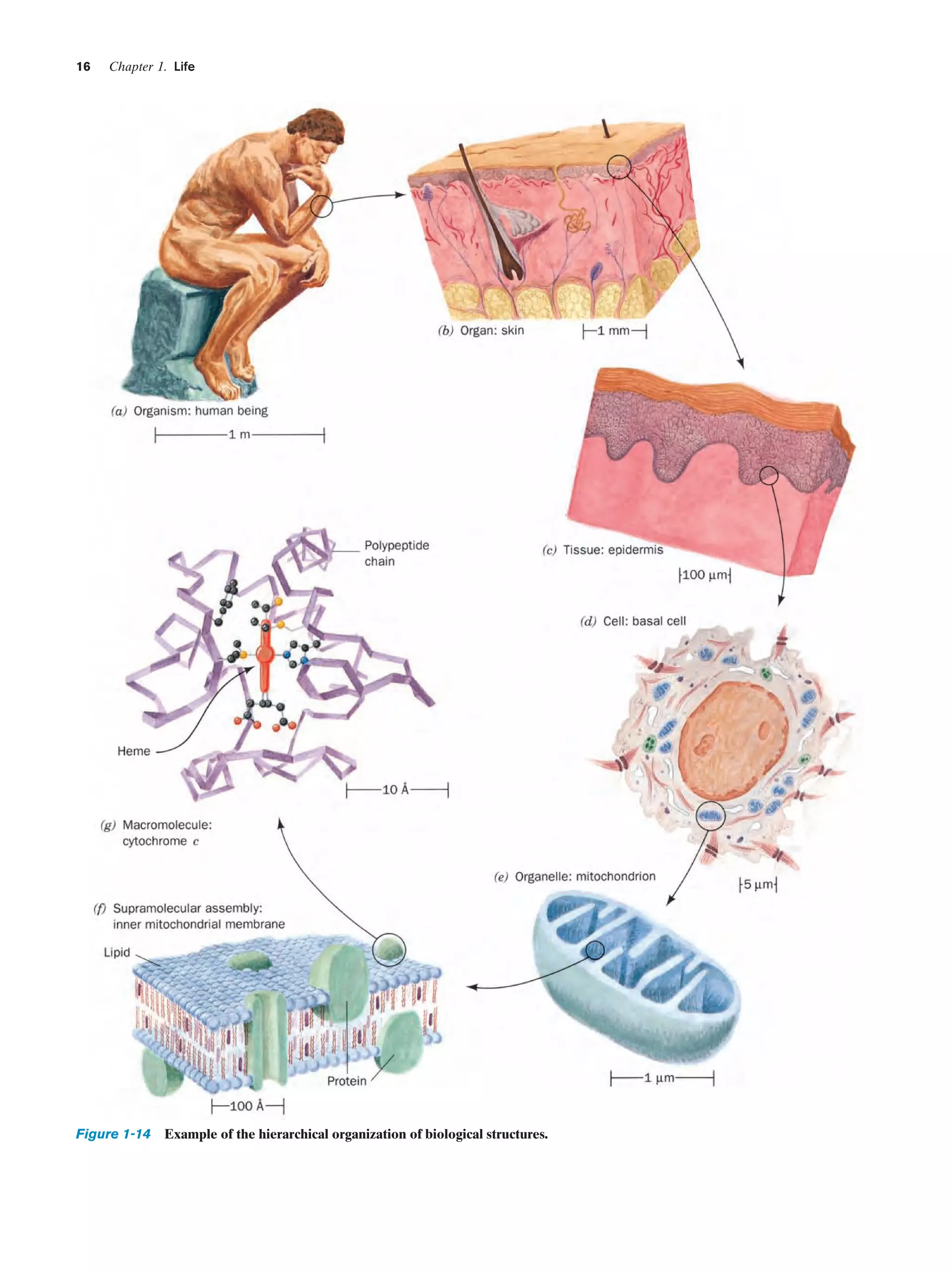 16

Chapter 1. Life

Figure 1-14 Example of the hierarchical organization of biological structures.

 
