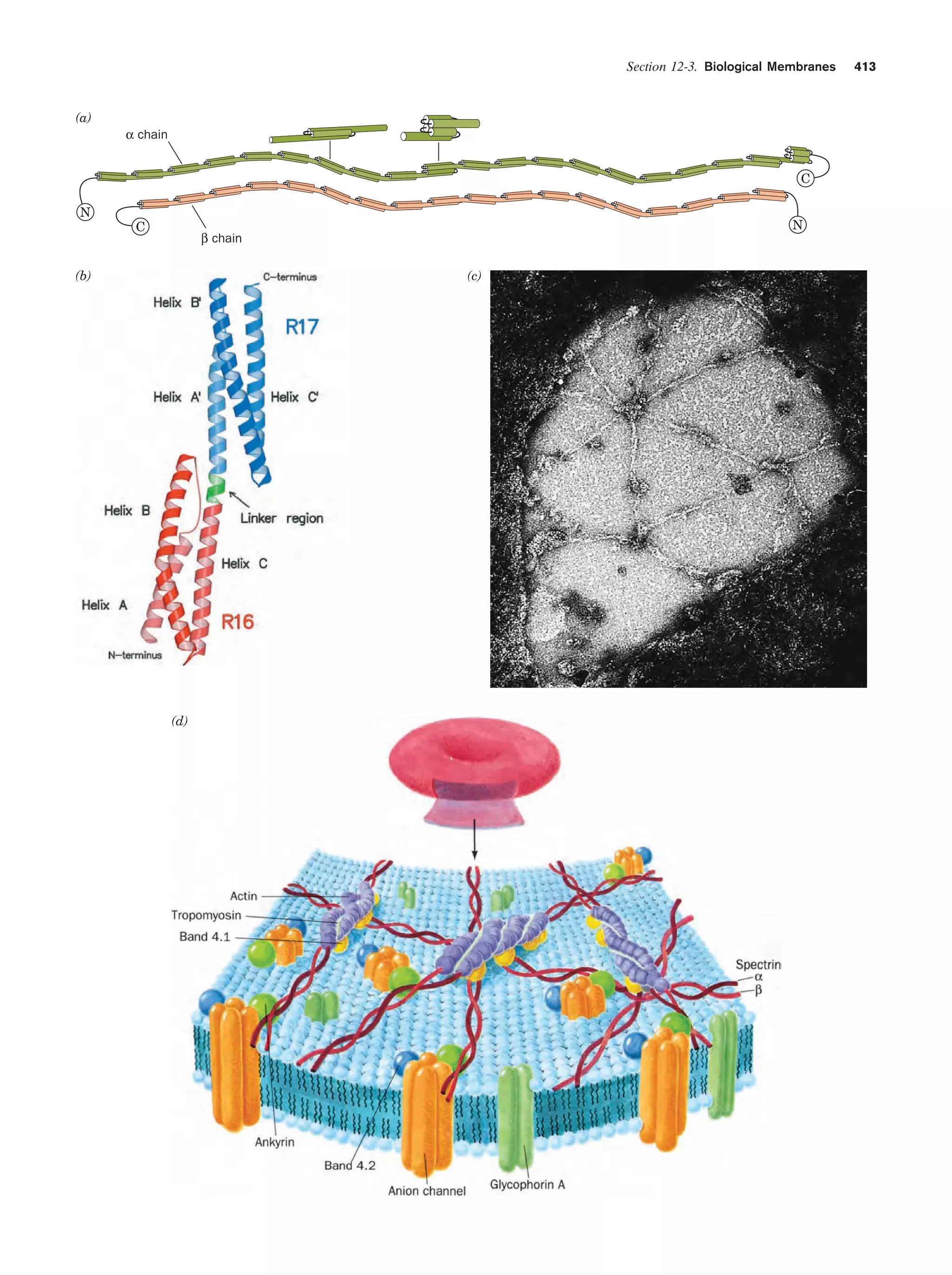 Biochemistry.4th.edition
