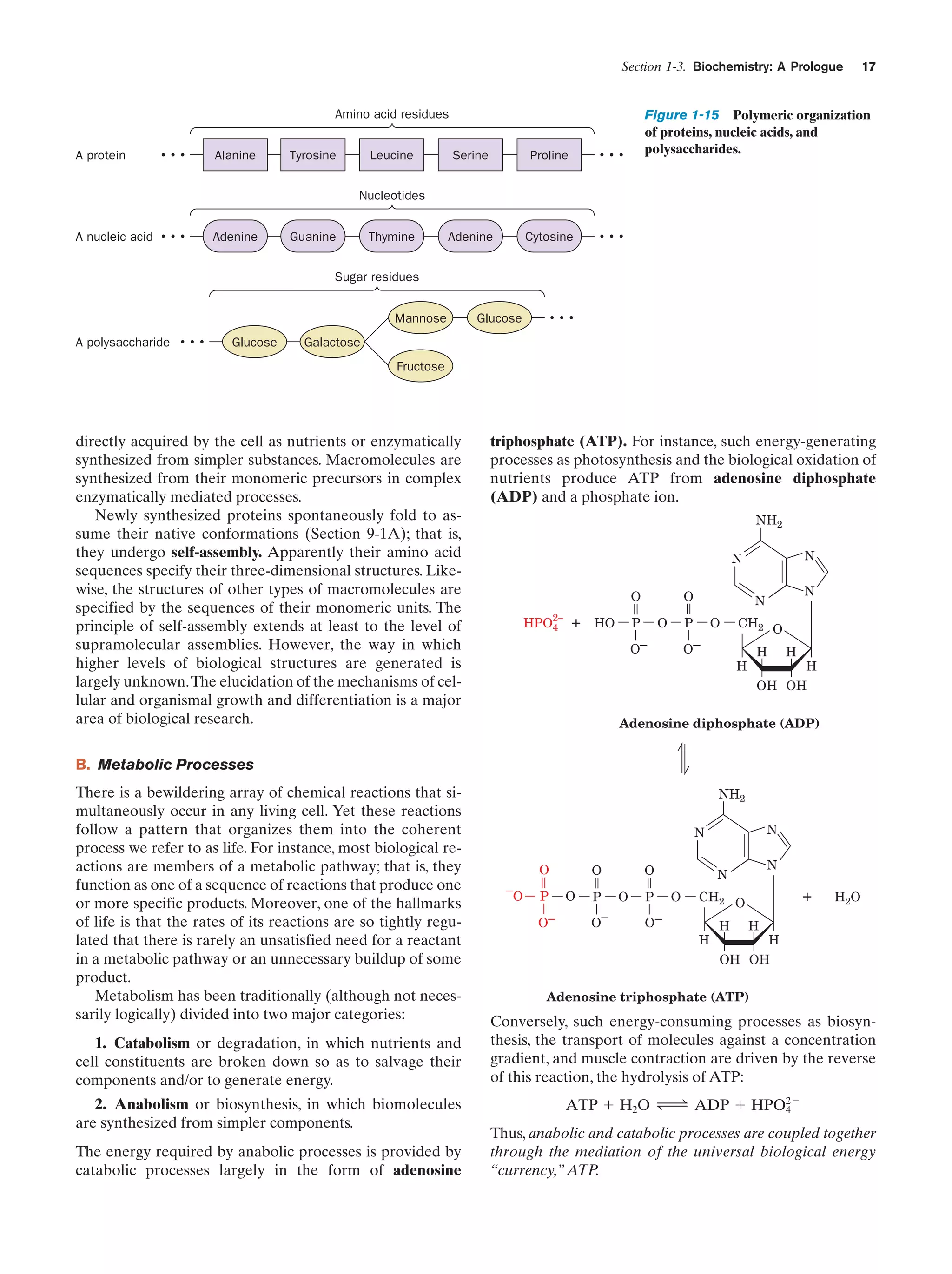 Section 1-3. Biochemistry: A Prologue

Amino acid residues
A protein

Alanine

Tyrosine

Leucine

17

Figure 1-15 Polymeric organization
of proteins, nucleic acids, and
polysaccharides.

Serine

Proline

Adenine

Cytosine

Nucleotides
A nucleic acid

Adenine

Guanine

Thymine

Sugar residues
Mannose
A polysaccharide

Glucose

Glucose

Galactose
Fructose

directly acquired by the cell as nutrients or enzymatically
synthesized from simpler substances. Macromolecules are
synthesized from their monomeric precursors in complex
enzymatically mediated processes.
Newly synthesized proteins spontaneously fold to assume their native conformations (Section 9-1A); that is,
they undergo self-assembly. Apparently their amino acid
sequences specify their three-dimensional structures. Likewise, the structures of other types of macromolecules are
specified by the sequences of their monomeric units. The
principle of self-assembly extends at least to the level of
supramolecular assemblies. However, the way in which
higher levels of biological structures are generated is
largely unknown.The elucidation of the mechanisms of cellular and organismal growth and differentiation is a major
area of biological research.

triphosphate (ATP). For instance, such energy-generating
processes as photosynthesis and the biological oxidation of
nutrients produce ATP from adenosine diphosphate
(ADP) and a phosphate ion.
NH2
N

N
O
2–

HPO4

+ HO

O

P

O

O

P

O–

N

N

O–

CH2 O
H

H

H

H

OH OH
Adenosine diphosphate (ADP)

B. Metabolic Processes
There is a bewildering array of chemical reactions that simultaneously occur in any living cell. Yet these reactions
follow a pattern that organizes them into the coherent
process we refer to as life. For instance, most biological reactions are members of a metabolic pathway; that is, they
function as one of a sequence of reactions that produce one
or more specific products. Moreover, one of the hallmarks
of life is that the rates of its reactions are so tightly regulated that there is rarely an unsatisfied need for a reactant
in a metabolic pathway or an unnecessary buildup of some
product.
Metabolism has been traditionally (although not necessarily logically) divided into two major categories:
1. Catabolism or degradation, in which nutrients and
cell constituents are broken down so as to salvage their
components and/or to generate energy.
2. Anabolism or biosynthesis, in which biomolecules
are synthesized from simpler components.
The energy required by anabolic processes is provided by
catabolic processes largely in the form of adenosine

NH2
N

N
O
–O

P
O–

O
O

P
O–

O
O

P
O–

N

N
O

+

CH2 O
H

H

H

H 2O

H

OH OH
Adenosine triphosphate (ATP)

Conversely, such energy-consuming processes as biosynthesis, the transport of molecules against a concentration
gradient, and muscle contraction are driven by the reverse
of this reaction, the hydrolysis of ATP:
ATP ϩ H2O Δ ADP ϩ HPO2Ϫ
4
Thus, anabolic and catabolic processes are coupled together
through the mediation of the universal biological energy
“currency,” ATP.

 