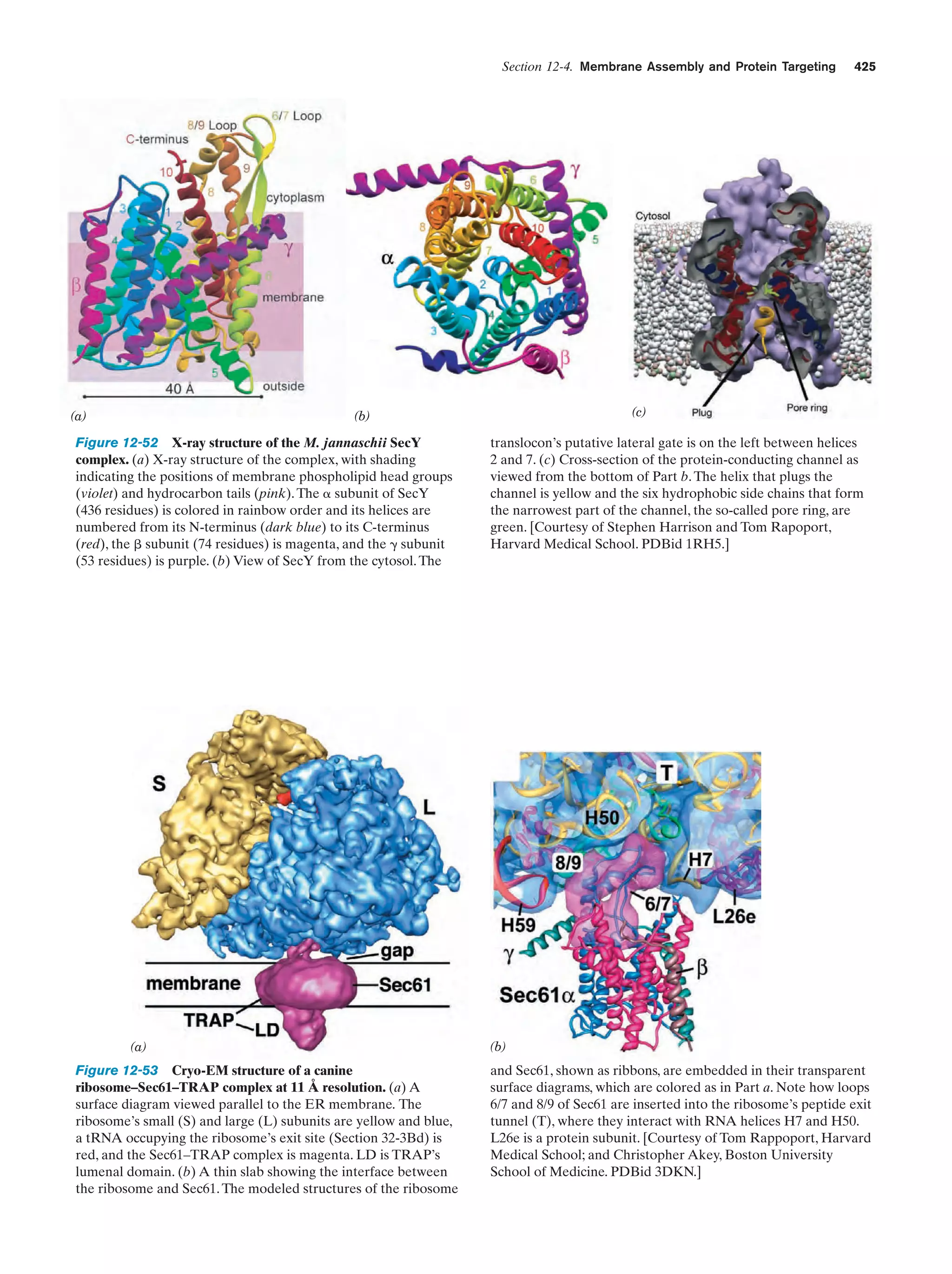 Biochemistry.4th.edition