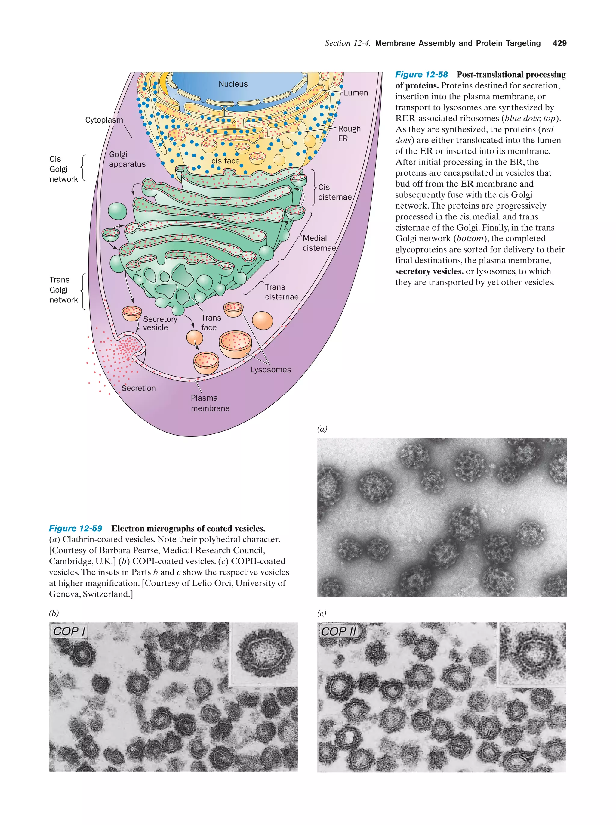 Biochemistry.4th.edition