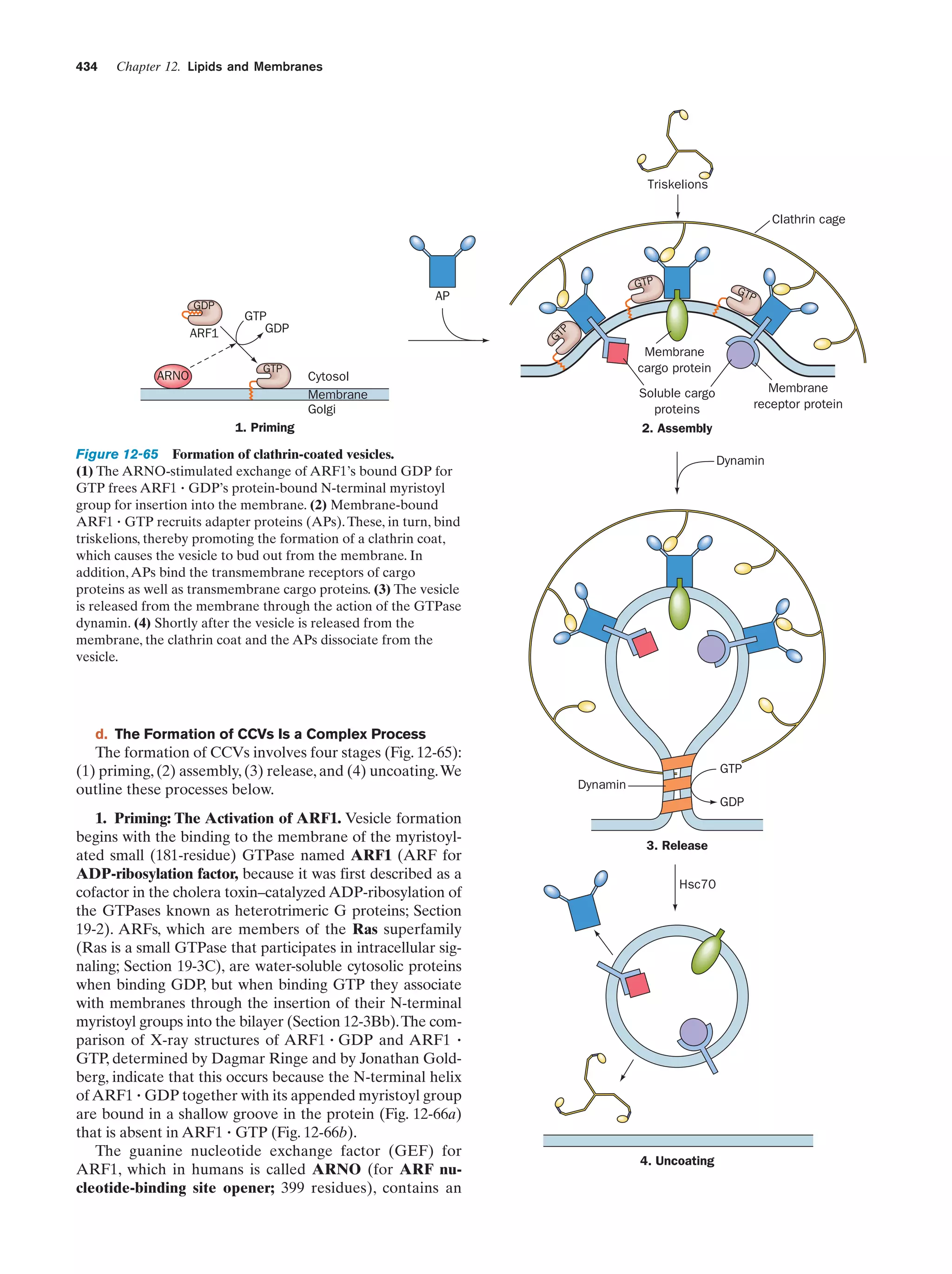 Biochemistry.4th.edition