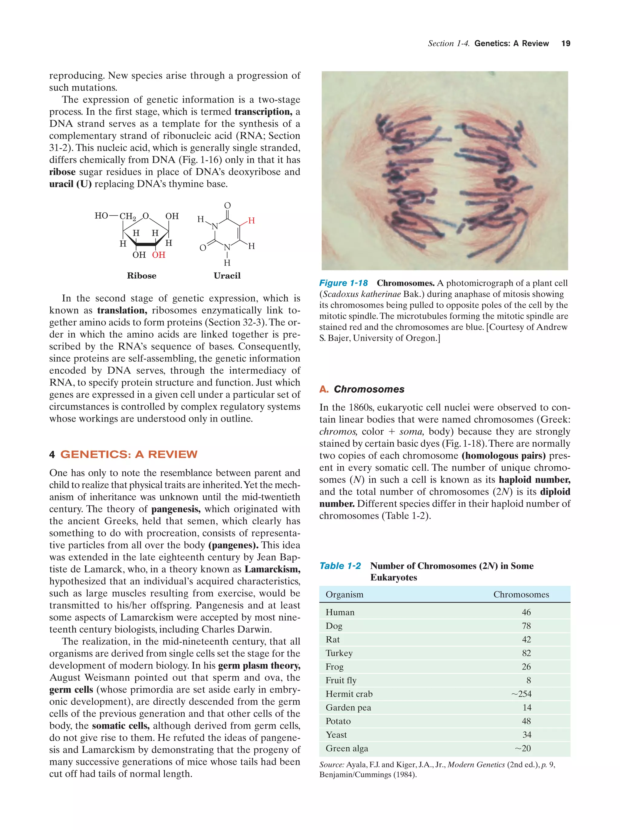 Section 1-4. Genetics: A Review

19

reproducing. New species arise through a progression of
such mutations.
The expression of genetic information is a two-stage
process. In the first stage, which is termed transcription, a
DNA strand serves as a template for the synthesis of a
complementary strand of ribonucleic acid (RNA; Section
31-2). This nucleic acid, which is generally single stranded,
differs chemically from DNA (Fig. 1-16) only in that it has
ribose sugar residues in place of DNA’s deoxyribose and
uracil (U) replacing DNA’s thymine base.
HO

CH2 O
H

H

OH

O
H

H

H
OH OH
Ribose

O

H

N
N

H

H
Uracil

In the second stage of genetic expression, which is
known as translation, ribosomes enzymatically link together amino acids to form proteins (Section 32-3). The order in which the amino acids are linked together is prescribed by the RNA’s sequence of bases. Consequently,
since proteins are self-assembling, the genetic information
encoded by DNA serves, through the intermediacy of
RNA, to specify protein structure and function. Just which
genes are expressed in a given cell under a particular set of
circumstances is controlled by complex regulatory systems
whose workings are understood only in outline.

4 GENETICS: A REVIEW
One has only to note the resemblance between parent and
child to realize that physical traits are inherited.Yet the mechanism of inheritance was unknown until the mid-twentieth
century. The theory of pangenesis, which originated with
the ancient Greeks, held that semen, which clearly has
something to do with procreation, consists of representative particles from all over the body (pangenes). This idea
was extended in the late eighteenth century by Jean Baptiste de Lamarck, who, in a theory known as Lamarckism,
hypothesized that an individual’s acquired characteristics,
such as large muscles resulting from exercise, would be
transmitted to his/her offspring. Pangenesis and at least
some aspects of Lamarckism were accepted by most nineteenth century biologists, including Charles Darwin.
The realization, in the mid-nineteenth century, that all
organisms are derived from single cells set the stage for the
development of modern biology. In his germ plasm theory,
August Weismann pointed out that sperm and ova, the
germ cells (whose primordia are set aside early in embryonic development), are directly descended from the germ
cells of the previous generation and that other cells of the
body, the somatic cells, although derived from germ cells,
do not give rise to them. He refuted the ideas of pangenesis and Lamarckism by demonstrating that the progeny of
many successive generations of mice whose tails had been
cut off had tails of normal length.

Figure 1-18 Chromosomes. A photomicrograph of a plant cell
(Scadoxus katherinae Bak.) during anaphase of mitosis showing
its chromosomes being pulled to opposite poles of the cell by the
mitotic spindle. The microtubules forming the mitotic spindle are
stained red and the chromosomes are blue. [Courtesy of Andrew
S. Bajer, University of Oregon.]

A. Chromosomes
In the 1860s, eukaryotic cell nuclei were observed to contain linear bodies that were named chromosomes (Greek:
chromos, color ϩ soma, body) because they are strongly
stained by certain basic dyes (Fig. 1-18).There are normally
two copies of each chromosome (homologous pairs) present in every somatic cell. The number of unique chromosomes (N) in such a cell is known as its haploid number,
and the total number of chromosomes (2N) is its diploid
number. Different species differ in their haploid number of
chromosomes (Table 1-2).

Table 1-2 Number of Chromosomes (2N) in Some
Eukaryotes
Organism

Chromosomes

Human

46

Dog

78

Rat

42

Turkey

82

Frog

26

Fruit fly
Hermit crab

8
ϳ254

Garden pea

14

Potato

48

Yeast

34

Green alga

ϳ20

Source: Ayala, F.J. and Kiger, J.A., Jr., Modern Genetics (2nd ed.), p. 9,
Benjamin/Cummings (1984).

 