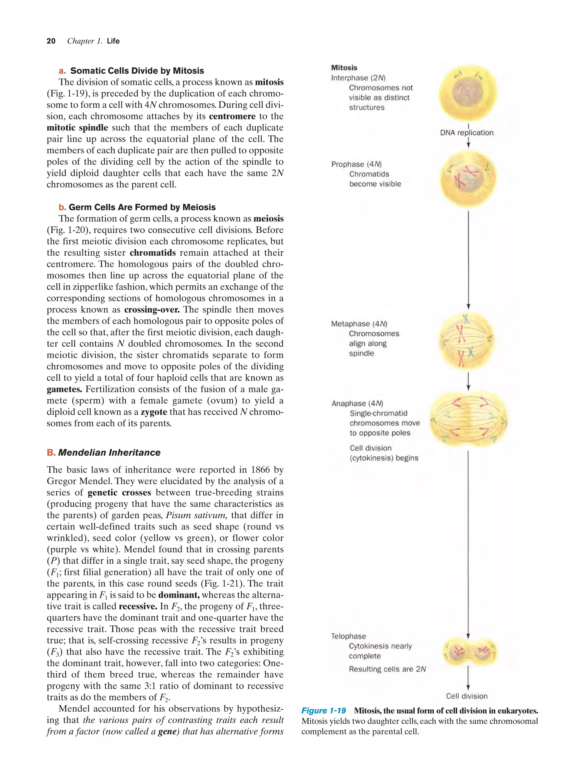 20

Chapter 1. Life

a. Somatic Cells Divide by Mitosis

The division of somatic cells, a process known as mitosis
(Fig. 1-19), is preceded by the duplication of each chromosome to form a cell with 4N chromosomes. During cell division, each chromosome attaches by its centromere to the
mitotic spindle such that the members of each duplicate
pair line up across the equatorial plane of the cell. The
members of each duplicate pair are then pulled to opposite
poles of the dividing cell by the action of the spindle to
yield diploid daughter cells that each have the same 2N
chromosomes as the parent cell.
b. Germ Cells Are Formed by Meiosis

The formation of germ cells, a process known as meiosis
(Fig. 1-20), requires two consecutive cell divisions. Before
the first meiotic division each chromosome replicates, but
the resulting sister chromatids remain attached at their
centromere. The homologous pairs of the doubled chromosomes then line up across the equatorial plane of the
cell in zipperlike fashion, which permits an exchange of the
corresponding sections of homologous chromosomes in a
process known as crossing-over. The spindle then moves
the members of each homologous pair to opposite poles of
the cell so that, after the first meiotic division, each daughter cell contains N doubled chromosomes. In the second
meiotic division, the sister chromatids separate to form
chromosomes and move to opposite poles of the dividing
cell to yield a total of four haploid cells that are known as
gametes. Fertilization consists of the fusion of a male gamete (sperm) with a female gamete (ovum) to yield a
diploid cell known as a zygote that has received N chromosomes from each of its parents.
B. Mendelian Inheritance
The basic laws of inheritance were reported in 1866 by
Gregor Mendel. They were elucidated by the analysis of a
series of genetic crosses between true-breeding strains
(producing progeny that have the same characteristics as
the parents) of garden peas, Pisum sativum, that differ in
certain well-defined traits such as seed shape (round vs
wrinkled), seed color (yellow vs green), or flower color
(purple vs white). Mendel found that in crossing parents
(P) that differ in a single trait, say seed shape, the progeny
(F1; first filial generation) all have the trait of only one of
the parents, in this case round seeds (Fig. 1-21). The trait
appearing in F1 is said to be dominant, whereas the alternative trait is called recessive. In F2, the progeny of F1, threequarters have the dominant trait and one-quarter have the
recessive trait. Those peas with the recessive trait breed
true; that is, self-crossing recessive F2’s results in progeny
(F3) that also have the recessive trait. The F2’s exhibiting
the dominant trait, however, fall into two categories: Onethird of them breed true, whereas the remainder have
progeny with the same 3:1 ratio of dominant to recessive
traits as do the members of F2.
Mendel accounted for his observations by hypothesizing that the various pairs of contrasting traits each result
from a factor (now called a gene) that has alternative forms

Figure 1-19 Mitosis, the usual form of cell division in eukaryotes.
Mitosis yields two daughter cells, each with the same chromosomal
complement as the parental cell.

 