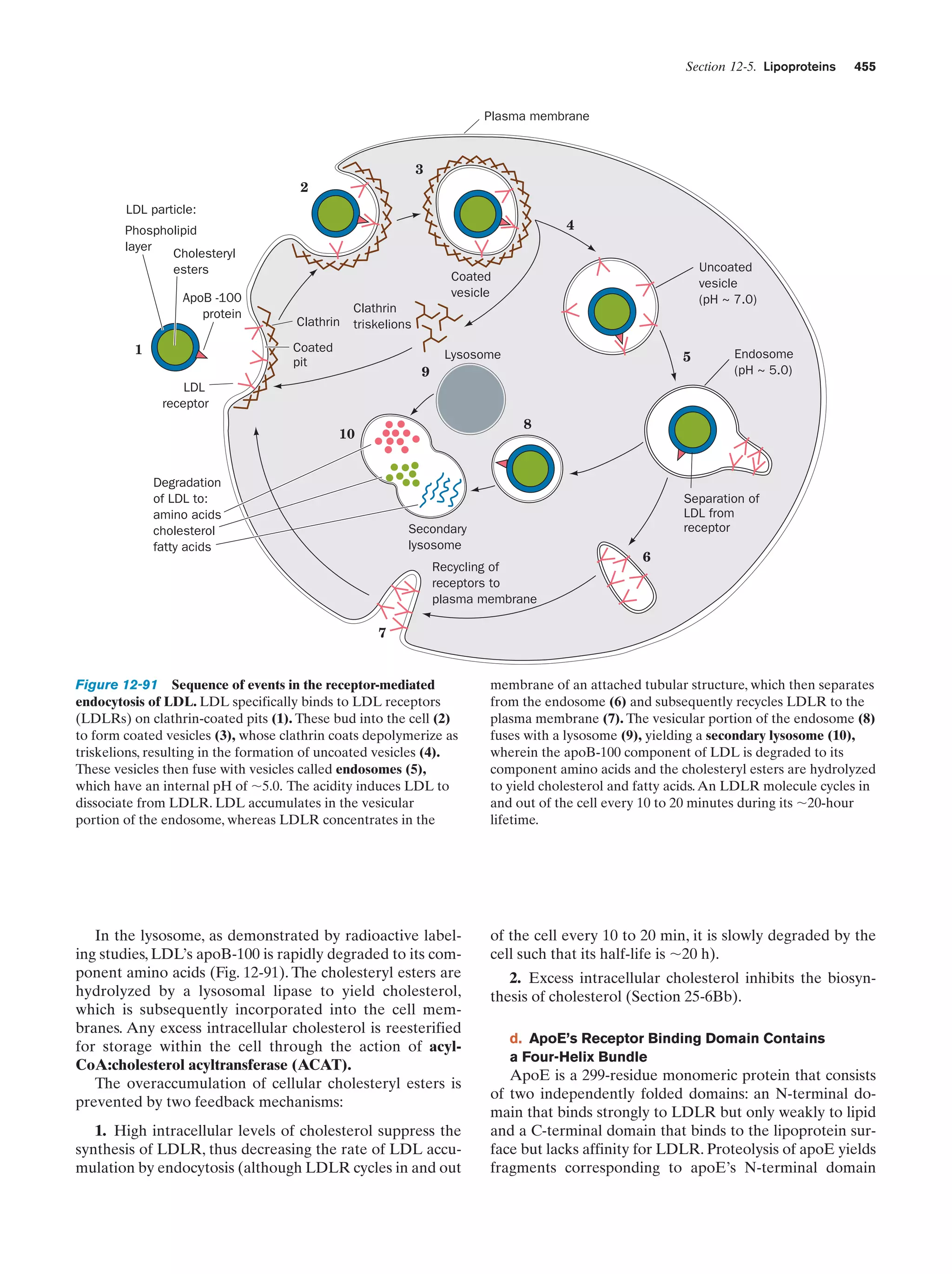 Biochemistry.4th.edition