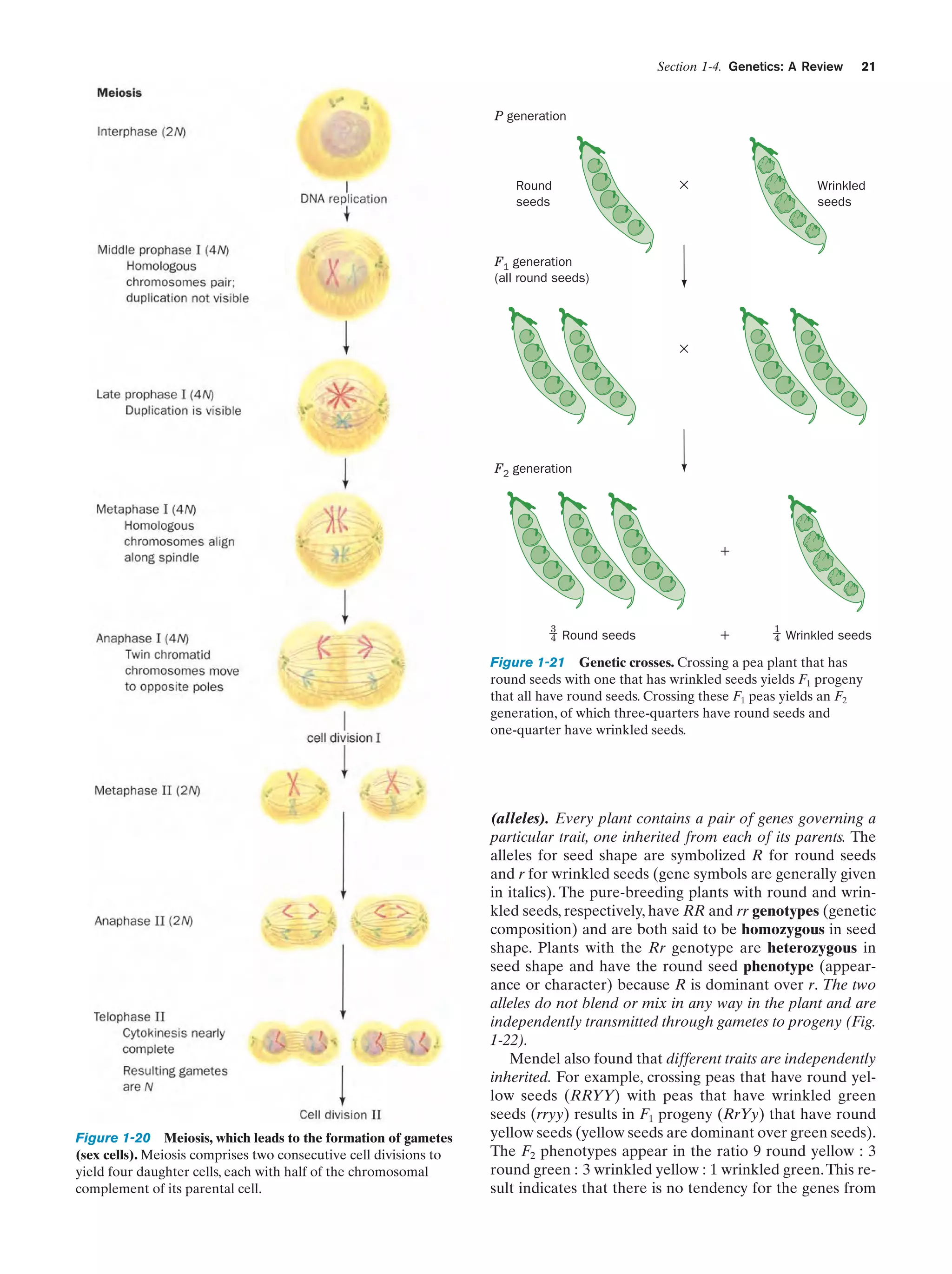 Section 1-4. Genetics: A Review

21

P generation

×

Round
seeds

Wrinkled
seeds

F1 generation
(all round seeds)

×

F2 generation

+

3
4

Round seeds

+

1
4

Wrinkled seeds

Figure 1-21 Genetic crosses. Crossing a pea plant that has
round seeds with one that has wrinkled seeds yields F1 progeny
that all have round seeds. Crossing these F1 peas yields an F2
generation, of which three-quarters have round seeds and
one-quarter have wrinkled seeds.

Figure 1-20 Meiosis, which leads to the formation of gametes
(sex cells). Meiosis comprises two consecutive cell divisions to
yield four daughter cells, each with half of the chromosomal
complement of its parental cell.

(alleles). Every plant contains a pair of genes governing a
particular trait, one inherited from each of its parents. The
alleles for seed shape are symbolized R for round seeds
and r for wrinkled seeds (gene symbols are generally given
in italics). The pure-breeding plants with round and wrinkled seeds, respectively, have RR and rr genotypes (genetic
composition) and are both said to be homozygous in seed
shape. Plants with the Rr genotype are heterozygous in
seed shape and have the round seed phenotype (appearance or character) because R is dominant over r. The two
alleles do not blend or mix in any way in the plant and are
independently transmitted through gametes to progeny (Fig.
1-22).
Mendel also found that different traits are independently
inherited. For example, crossing peas that have round yellow seeds (RRYY) with peas that have wrinkled green
seeds (rryy) results in F1 progeny (RrYy) that have round
yellow seeds (yellow seeds are dominant over green seeds).
The F2 phenotypes appear in the ratio 9 round yellow : 3
round green : 3 wrinkled yellow : 1 wrinkled green. This result indicates that there is no tendency for the genes from

 