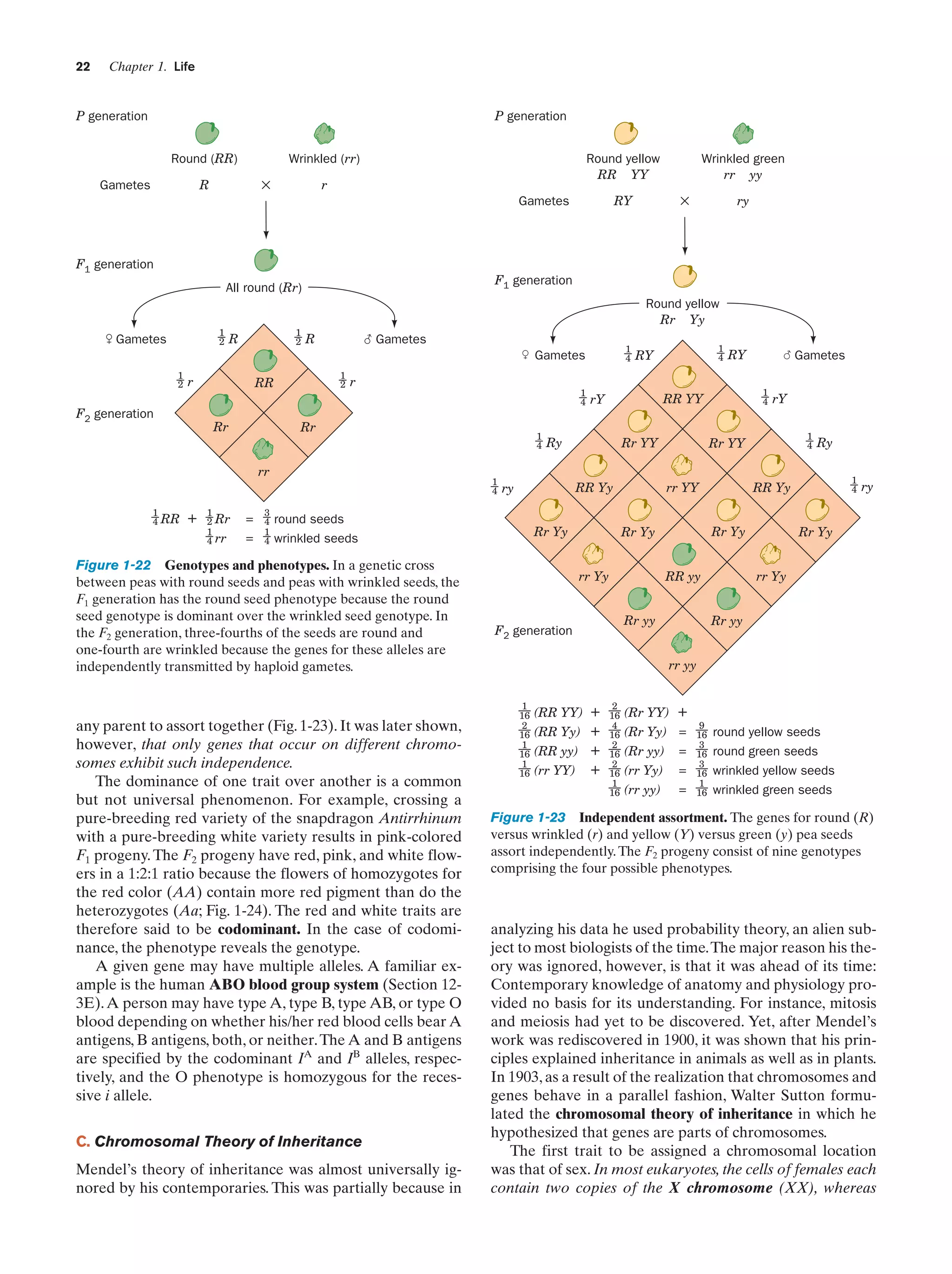 22

Chapter 1. Life

P generation

P generation
Round (RR)
Gametes

Round yellow
RR YY

Wrinkled (rr)

×

R

r

×

RY

Gametes

Wrinkled green
rr yy
ry

F1 generation
F1 generation

All round (Rr)

Round yellow
Rr Yy
1
2

& Gametes

1
2

R

( Gametes

R

1
4

Gametes
1
2

r

F2 generation

1
2

RR

Rr

r

Rr

rr
1
4 RR

+

1
2 Rr
1
4 rr

1
4

=
=

3
4
1
4

1
4
1
4

Figure 1-22 Genotypes and phenotypes. In a genetic cross
between peas with round seeds and peas with wrinkled seeds, the
F1 generation has the round seed phenotype because the round
seed genotype is dominant over the wrinkled seed genotype. In
the F2 generation, three-fourths of the seeds are round and
one-fourth are wrinkled because the genes for these alleles are
independently transmitted by haploid gametes.

any parent to assort together (Fig. 1-23). It was later shown,
however, that only genes that occur on different chromosomes exhibit such independence.
The dominance of one trait over another is a common
but not universal phenomenon. For example, crossing a
pure-breeding red variety of the snapdragon Antirrhinum
with a pure-breeding white variety results in pink-colored
F1 progeny. The F2 progeny have red, pink, and white flowers in a 1:2:1 ratio because the flowers of homozygotes for
the red color (AA) contain more red pigment than do the
heterozygotes (Aa; Fig. 1-24). The red and white traits are
therefore said to be codominant. In the case of codominance, the phenotype reveals the genotype.
A given gene may have multiple alleles. A familiar example is the human ABO blood group system (Section 123E). A person may have type A, type B, type AB, or type O
blood depending on whether his/her red blood cells bear A
antigens, B antigens, both, or neither. The A and B antigens
are specified by the codominant IA and IB alleles, respectively, and the O phenotype is homozygous for the recessive i allele.
C. Chromosomal Theory of Inheritance
Mendel’s theory of inheritance was almost universally ignored by his contemporaries. This was partially because in

Rr YY

Rr Yy

1
4

Rr Yy

Rr yy

Ry
1
4

RR Yy

RR yy

F2 generation

rY

Rr YY

Rr Yy

rr Yy

Gametes
1
4

rr YY

RR Yy

round seeds
wrinkled seeds

RY

RR YY

rY

Ry

ry

1
4

RY

ry

Rr Yy

rr Yy

Rr yy

rr yy
1
16
2
16
1
16
1
16

+
(RR Yy) +
(RR yy) +
(rr YY) +

(RR YY)

2
16
4
16
2
16
2
16
1
16

(Rr YY) +
(Rr Yy) =
(Rr yy) =
(rr Yy)
(rr yy)

=
=

9
16
3
16
3
16
1
16

round yellow seeds
round green seeds
wrinkled yellow seeds
wrinkled green seeds

Figure 1-23 Independent assortment. The genes for round (R)
versus wrinkled (r) and yellow (Y) versus green (y) pea seeds
assort independently. The F2 progeny consist of nine genotypes
comprising the four possible phenotypes.

analyzing his data he used probability theory, an alien subject to most biologists of the time.The major reason his theory was ignored, however, is that it was ahead of its time:
Contemporary knowledge of anatomy and physiology provided no basis for its understanding. For instance, mitosis
and meiosis had yet to be discovered. Yet, after Mendel’s
work was rediscovered in 1900, it was shown that his principles explained inheritance in animals as well as in plants.
In 1903, as a result of the realization that chromosomes and
genes behave in a parallel fashion, Walter Sutton formulated the chromosomal theory of inheritance in which he
hypothesized that genes are parts of chromosomes.
The first trait to be assigned a chromosomal location
was that of sex. In most eukaryotes, the cells of females each
contain two copies of the X chromosome (XX), whereas

 