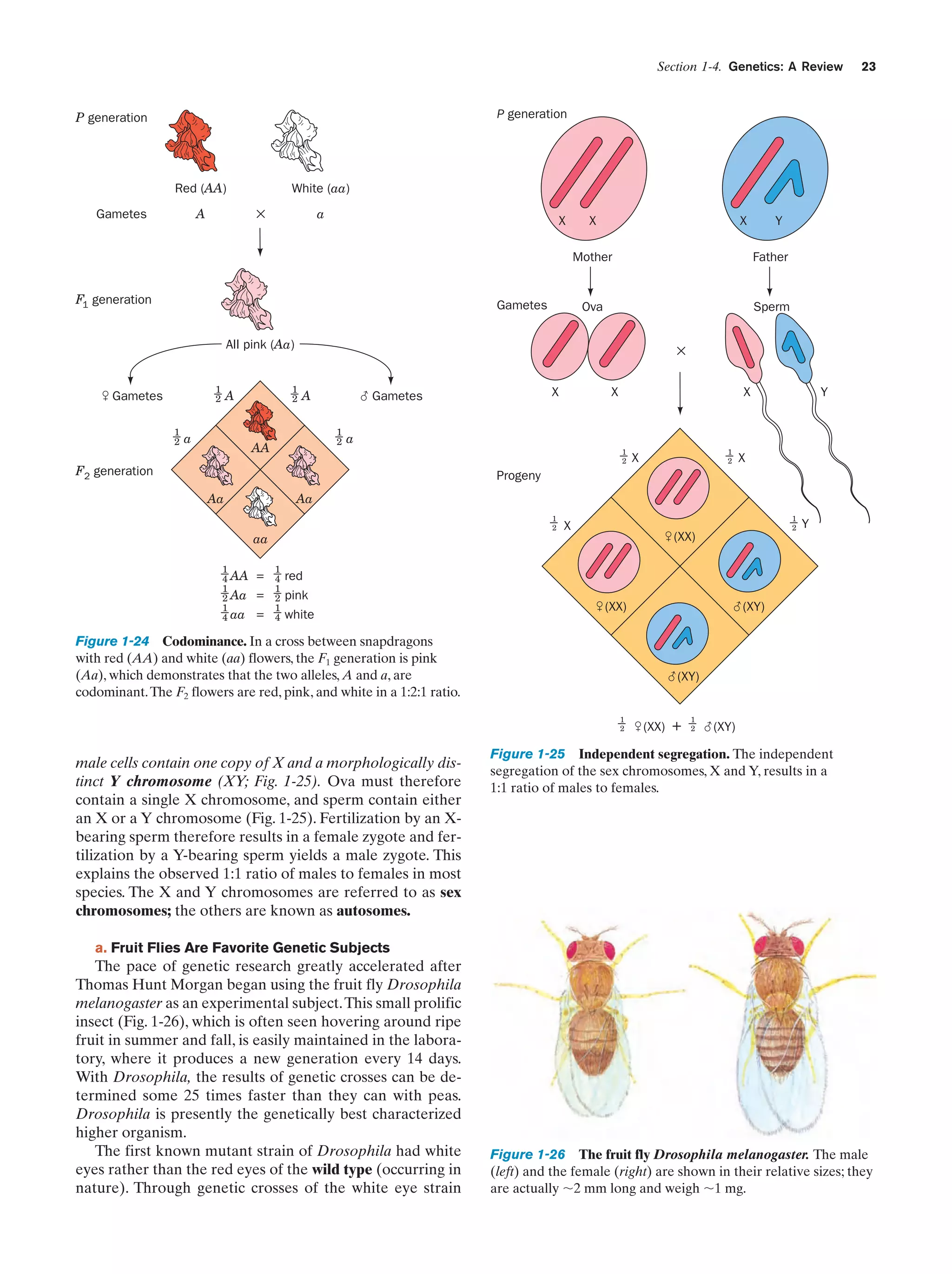Section 1-4. Genetics: A Review

23

P generation

P generation

Red (AA)

×

A

Gametes

White (aa)
a

X

X

X

Y

Mother

F1 generation

Ova

Gametes

Father

Sperm

All pink (Aa)

1
2

& Gametes
1
2

1
2

A

a

×

1
2

AA

X

( Gametes

A

X

X

Y

a

F2 generation

1
2

1
2

X

X

Progeny

Aa

Aa
1
2

X

1
4 AA
1
2 Aa
1
4 aa

=
=
=

1
4
1
2
1
4

red
pink
white

&(XX)

Y

((XY)

Figure 1-24 Codominance. In a cross between snapdragons
with red (AA) and white (aa) flowers, the F1 generation is pink
(Aa), which demonstrates that the two alleles, A and a, are
codominant. The F2 flowers are red, pink, and white in a 1:2:1 ratio.

((XY)
1
2

male cells contain one copy of X and a morphologically distinct Y chromosome (XY; Fig. 1-25). Ova must therefore
contain a single X chromosome, and sperm contain either
an X or a Y chromosome (Fig. 1-25). Fertilization by an Xbearing sperm therefore results in a female zygote and fertilization by a Y-bearing sperm yields a male zygote. This
explains the observed 1:1 ratio of males to females in most
species. The X and Y chromosomes are referred to as sex
chromosomes; the others are known as autosomes.

1
2

&(XX)

aa

&(XX)

+

1
2

((XY)

Figure 1-25 Independent segregation. The independent
segregation of the sex chromosomes, X and Y, results in a
1:1 ratio of males to females.

a. Fruit Flies Are Favorite Genetic Subjects

The pace of genetic research greatly accelerated after
Thomas Hunt Morgan began using the fruit fly Drosophila
melanogaster as an experimental subject. This small prolific
insect (Fig. 1-26), which is often seen hovering around ripe
fruit in summer and fall, is easily maintained in the laboratory, where it produces a new generation every 14 days.
With Drosophila, the results of genetic crosses can be determined some 25 times faster than they can with peas.
Drosophila is presently the genetically best characterized
higher organism.
The first known mutant strain of Drosophila had white
eyes rather than the red eyes of the wild type (occurring in
nature). Through genetic crosses of the white eye strain

Figure 1-26 The fruit fly Drosophila melanogaster. The male
(left) and the female (right) are shown in their relative sizes; they
are actually ϳ2 mm long and weigh ϳ1 mg.

 