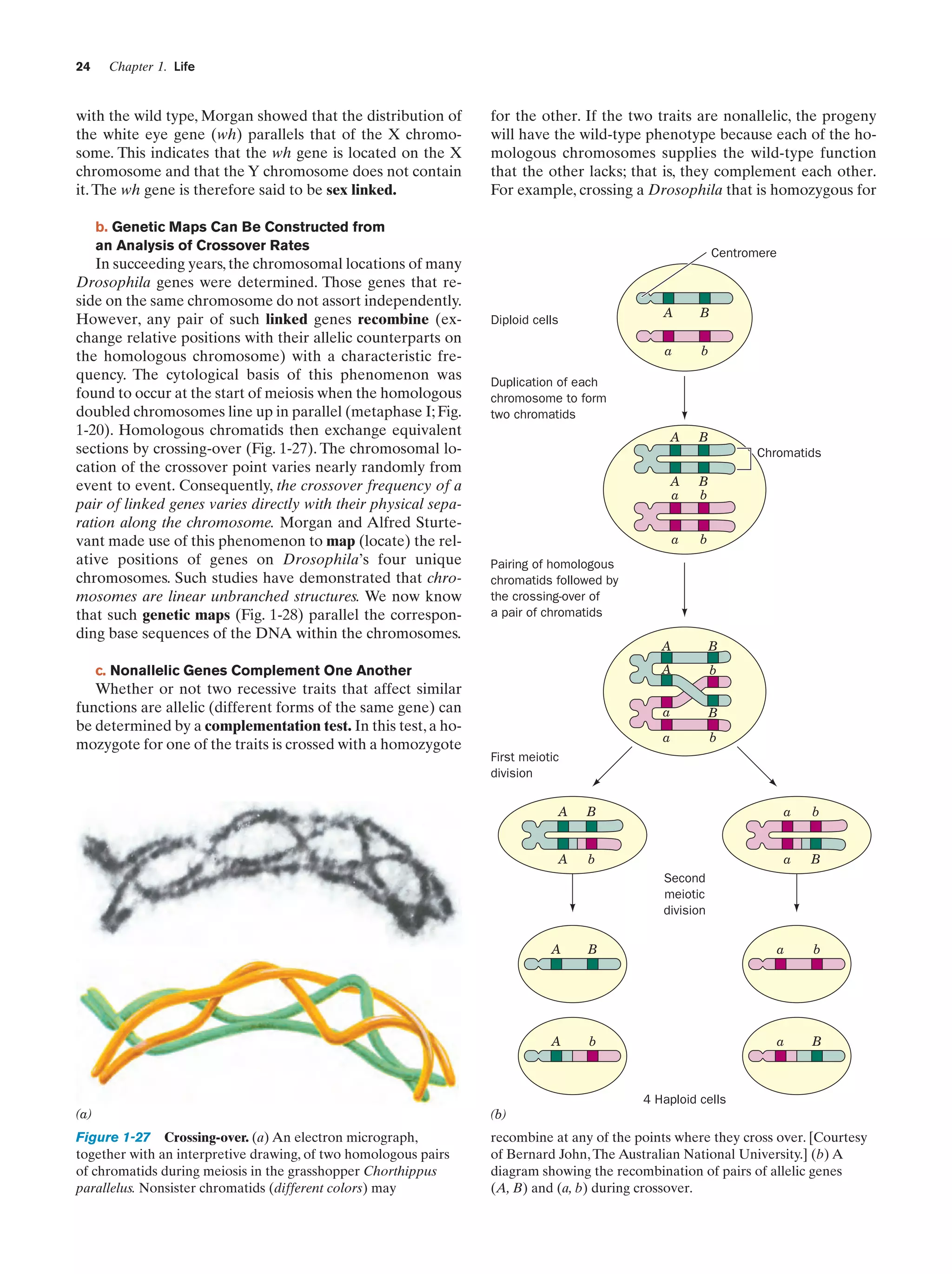 24

Chapter 1. Life

with the wild type, Morgan showed that the distribution of
the white eye gene (wh) parallels that of the X chromosome. This indicates that the wh gene is located on the X
chromosome and that the Y chromosome does not contain
it. The wh gene is therefore said to be sex linked.

for the other. If the two traits are nonallelic, the progeny
will have the wild-type phenotype because each of the homologous chromosomes supplies the wild-type function
that the other lacks; that is, they complement each other.
For example, crossing a Drosophila that is homozygous for

b. Genetic Maps Can Be Constructed from
an Analysis of Crossover Rates

In succeeding years, the chromosomal locations of many
Drosophila genes were determined. Those genes that reside on the same chromosome do not assort independently.
However, any pair of such linked genes recombine (exchange relative positions with their allelic counterparts on
the homologous chromosome) with a characteristic frequency. The cytological basis of this phenomenon was
found to occur at the start of meiosis when the homologous
doubled chromosomes line up in parallel (metaphase I; Fig.
1-20). Homologous chromatids then exchange equivalent
sections by crossing-over (Fig. 1-27). The chromosomal location of the crossover point varies nearly randomly from
event to event. Consequently, the crossover frequency of a
pair of linked genes varies directly with their physical separation along the chromosome. Morgan and Alfred Sturtevant made use of this phenomenon to map (locate) the relative positions of genes on Drosophila’s four unique
chromosomes. Such studies have demonstrated that chromosomes are linear unbranched structures. We now know
that such genetic maps (Fig. 1-28) parallel the corresponding base sequences of the DNA within the chromosomes.

Centromere

A

b

Duplication of each
chromosome to form
two chromatids
A

B
Chromatids

A
a

B
b

a

b

Pairing of homologous
chromatids followed by
the crossing-over of
a pair of chromatids
A

B

A

b

a

B

a

c. Nonallelic Genes Complement One Another

Whether or not two recessive traits that affect similar
functions are allelic (different forms of the same gene) can
be determined by a complementation test. In this test, a homozygote for one of the traits is crossed with a homozygote

B

a

Diploid cells

b

First meiotic
division
A

A

a

b

b

a

B

B

Second
meiotic
division
A

B

a

b

A

b

a

B

4 Haploid cells

(a)

(b)

Figure 1-27 Crossing-over. (a) An electron micrograph,
together with an interpretive drawing, of two homologous pairs
of chromatids during meiosis in the grasshopper Chorthippus
parallelus. Nonsister chromatids (different colors) may

recombine at any of the points where they cross over. [Courtesy
of Bernard John, The Australian National University.] (b) A
diagram showing the recombination of pairs of allelic genes
(A, B) and (a, b) during crossover.

 
