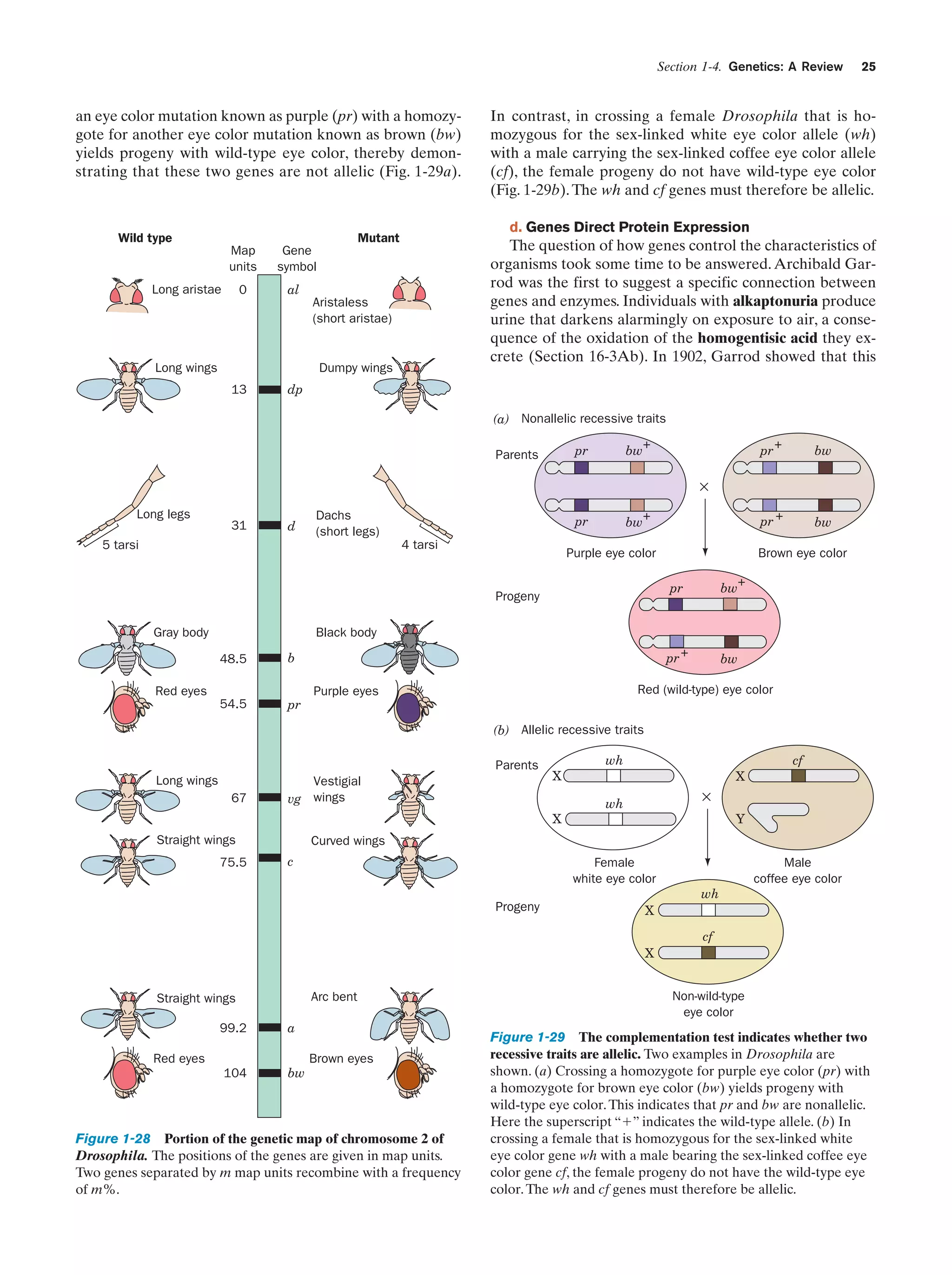 Section 1-4. Genetics: A Review

an eye color mutation known as purple (pr) with a homozygote for another eye color mutation known as brown (bw)
yields progeny with wild-type eye color, thereby demonstrating that these two genes are not allelic (Fig. 1-29a).

Wild type

Map
units
0

The question of how genes control the characteristics of
organisms took some time to be answered. Archibald Garrod was the first to suggest a specific connection between
genes and enzymes. Individuals with alkaptonuria produce
urine that darkens alarmingly on exposure to air, a consequence of the oxidation of the homogentisic acid they excrete (Section 16-3Ab). In 1902, Garrod showed that this

al

Long aristae

Aristaless
(short aristae)

Long wings

Dumpy wings
13

In contrast, in crossing a female Drosophila that is homozygous for the sex-linked white eye color allele (wh)
with a male carrying the sex-linked coffee eye color allele
(cf), the female progeny do not have wild-type eye color
(Fig. 1-29b). The wh and cf genes must therefore be allelic.
d. Genes Direct Protein Expression

Mutant

Gene
symbol

25

dp

(a) Nonallelic recessive traits
pr

Parents

bw

+

bw

pr +

+

bw

pr

×
Long legs

31

d

Dachs
(short legs)

pr

4 tarsi

5 tarsi

bw

+

Purple eye color
pr

+
bw

pr +

Progeny
Gray body

Brown eye color

bw

Black body
48.5

b

54.5

pr

Red eyes

Red (wild-type) eye color

Purple eyes

(b) Allelic recessive traits

Parents
Long wings
67

Vestigial
vg wings

wh

cf

X

X

×

wh

Y

X

Straight wings
75.5

Curved wings
c

Female
white eye color

Male
coffee eye color

wh

Progeny

X
cf
X

Arc bent

Straight wings
99.2

a

Red eyes

Brown eyes
104

bw

Figure 1-28 Portion of the genetic map of chromosome 2 of
Drosophila. The positions of the genes are given in map units.
Two genes separated by m map units recombine with a frequency
of m%.

Non-wild-type
eye color

Figure 1-29 The complementation test indicates whether two
recessive traits are allelic. Two examples in Drosophila are
shown. (a) Crossing a homozygote for purple eye color (pr) with
a homozygote for brown eye color (bw) yields progeny with
wild-type eye color. This indicates that pr and bw are nonallelic.
Here the superscript “ϩ” indicates the wild-type allele. (b) In
crossing a female that is homozygous for the sex-linked white
eye color gene wh with a male bearing the sex-linked coffee eye
color gene cf, the female progeny do not have the wild-type eye
color. The wh and cf genes must therefore be allelic.

 