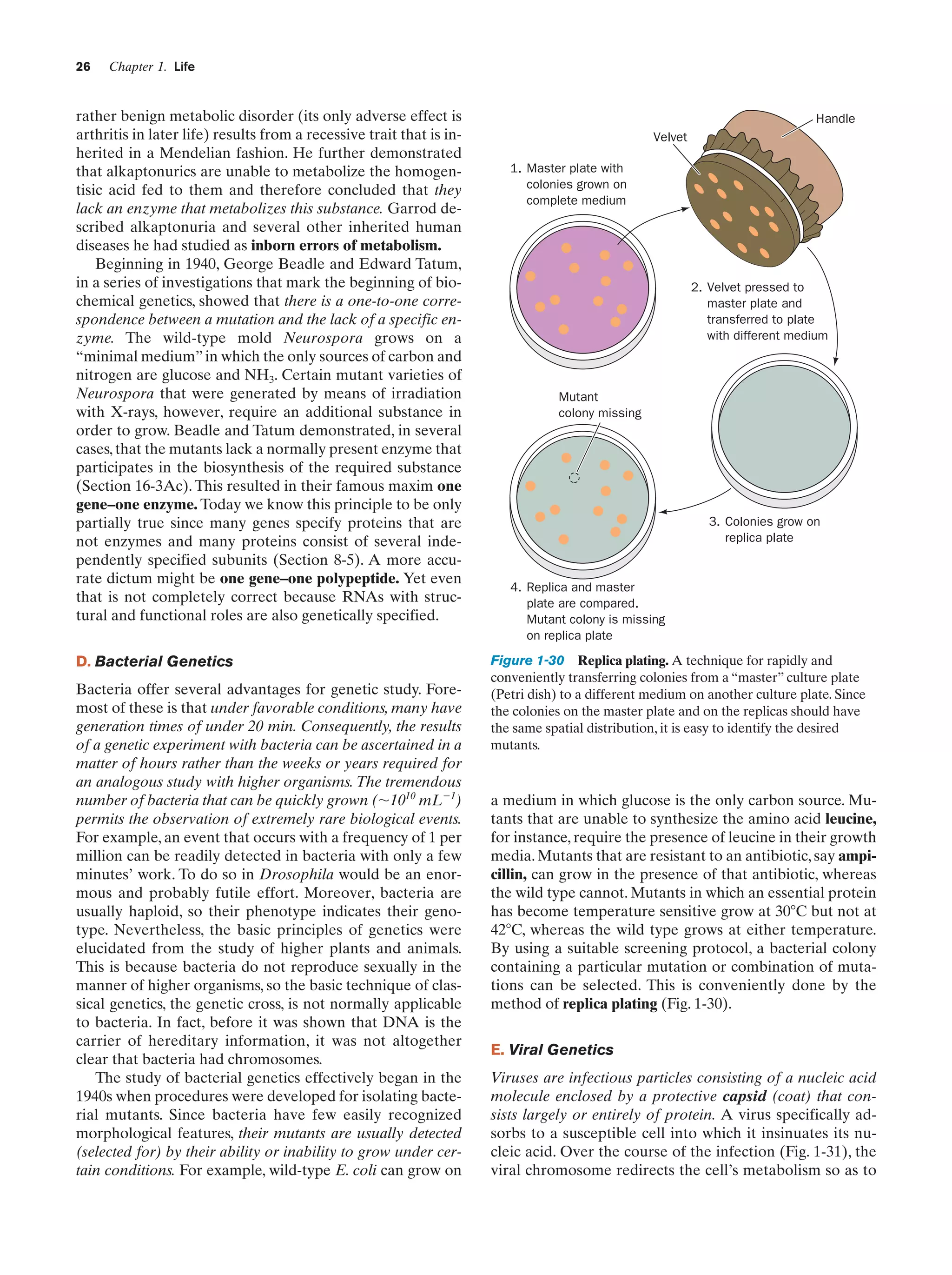 26

Chapter 1. Life

rather benign metabolic disorder (its only adverse effect is
arthritis in later life) results from a recessive trait that is inherited in a Mendelian fashion. He further demonstrated
that alkaptonurics are unable to metabolize the homogentisic acid fed to them and therefore concluded that they
lack an enzyme that metabolizes this substance. Garrod described alkaptonuria and several other inherited human
diseases he had studied as inborn errors of metabolism.
Beginning in 1940, George Beadle and Edward Tatum,
in a series of investigations that mark the beginning of biochemical genetics, showed that there is a one-to-one correspondence between a mutation and the lack of a specific enzyme. The wild-type mold Neurospora grows on a
“minimal medium” in which the only sources of carbon and
nitrogen are glucose and NH3. Certain mutant varieties of
Neurospora that were generated by means of irradiation
with X-rays, however, require an additional substance in
order to grow. Beadle and Tatum demonstrated, in several
cases, that the mutants lack a normally present enzyme that
participates in the biosynthesis of the required substance
(Section 16-3Ac). This resulted in their famous maxim one
gene–one enzyme. Today we know this principle to be only
partially true since many genes specify proteins that are
not enzymes and many proteins consist of several independently specified subunits (Section 8-5). A more accurate dictum might be one gene–one polypeptide. Yet even
that is not completely correct because RNAs with structural and functional roles are also genetically specified.
D. Bacterial Genetics
Bacteria offer several advantages for genetic study. Foremost of these is that under favorable conditions, many have
generation times of under 20 min. Consequently, the results
of a genetic experiment with bacteria can be ascertained in a
matter of hours rather than the weeks or years required for
an analogous study with higher organisms. The tremendous
number of bacteria that can be quickly grown (ϳ1010 mLϪ1)
permits the observation of extremely rare biological events.
For example, an event that occurs with a frequency of 1 per
million can be readily detected in bacteria with only a few
minutes’ work. To do so in Drosophila would be an enormous and probably futile effort. Moreover, bacteria are
usually haploid, so their phenotype indicates their genotype. Nevertheless, the basic principles of genetics were
elucidated from the study of higher plants and animals.
This is because bacteria do not reproduce sexually in the
manner of higher organisms, so the basic technique of classical genetics, the genetic cross, is not normally applicable
to bacteria. In fact, before it was shown that DNA is the
carrier of hereditary information, it was not altogether
clear that bacteria had chromosomes.
The study of bacterial genetics effectively began in the
1940s when procedures were developed for isolating bacterial mutants. Since bacteria have few easily recognized
morphological features, their mutants are usually detected
(selected for) by their ability or inability to grow under certain conditions. For example, wild-type E. coli can grow on

Handle
Velvet
1. Master plate with
colonies grown on
complete medium

2. Velvet pressed to
master plate and
transferred to plate
with different medium

Mutant
colony missing

3. Colonies grow on
replica plate

4. Replica and master
plate are compared.
Mutant colony is missing
on replica plate

Figure 1-30 Replica plating. A technique for rapidly and
conveniently transferring colonies from a “master” culture plate
(Petri dish) to a different medium on another culture plate. Since
the colonies on the master plate and on the replicas should have
the same spatial distribution, it is easy to identify the desired
mutants.

a medium in which glucose is the only carbon source. Mutants that are unable to synthesize the amino acid leucine,
for instance, require the presence of leucine in their growth
media. Mutants that are resistant to an antibiotic, say ampicillin, can grow in the presence of that antibiotic, whereas
the wild type cannot. Mutants in which an essential protein
has become temperature sensitive grow at 30ЊC but not at
42ЊC, whereas the wild type grows at either temperature.
By using a suitable screening protocol, a bacterial colony
containing a particular mutation or combination of mutations can be selected. This is conveniently done by the
method of replica plating (Fig. 1-30).
E. Viral Genetics
Viruses are infectious particles consisting of a nucleic acid
molecule enclosed by a protective capsid (coat) that consists largely or entirely of protein. A virus specifically adsorbs to a susceptible cell into which it insinuates its nucleic acid. Over the course of the infection (Fig. 1-31), the
viral chromosome redirects the cell’s metabolism so as to

 