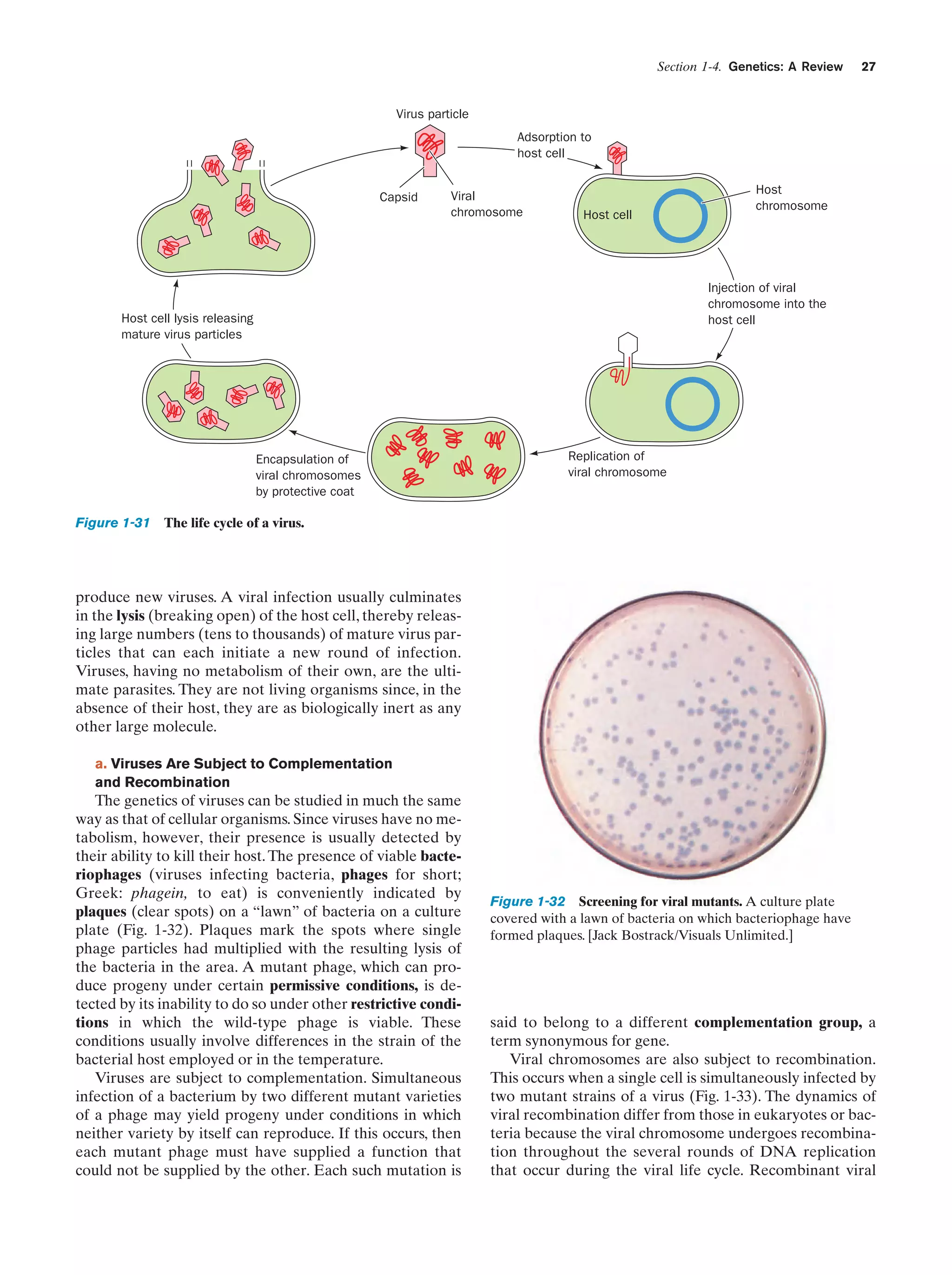 Section 1-4. Genetics: A Review

27

Virus particle
Adsorption to
host cell

Capsid

Viral
chromosome

Host cell

Host
chromosome

Injection of viral
chromosome into the
host cell

Host cell lysis releasing
mature virus particles

Encapsulation of
viral chromosomes
by protective coat

Replication of
viral chromosome

Figure 1-31 The life cycle of a virus.

produce new viruses. A viral infection usually culminates
in the lysis (breaking open) of the host cell, thereby releasing large numbers (tens to thousands) of mature virus particles that can each initiate a new round of infection.
Viruses, having no metabolism of their own, are the ultimate parasites. They are not living organisms since, in the
absence of their host, they are as biologically inert as any
other large molecule.
a. Viruses Are Subject to Complementation
and Recombination

The genetics of viruses can be studied in much the same
way as that of cellular organisms. Since viruses have no metabolism, however, their presence is usually detected by
their ability to kill their host. The presence of viable bacteriophages (viruses infecting bacteria, phages for short;
Greek: phagein, to eat) is conveniently indicated by
plaques (clear spots) on a “lawn” of bacteria on a culture
plate (Fig. 1-32). Plaques mark the spots where single
phage particles had multiplied with the resulting lysis of
the bacteria in the area. A mutant phage, which can produce progeny under certain permissive conditions, is detected by its inability to do so under other restrictive conditions in which the wild-type phage is viable. These
conditions usually involve differences in the strain of the
bacterial host employed or in the temperature.
Viruses are subject to complementation. Simultaneous
infection of a bacterium by two different mutant varieties
of a phage may yield progeny under conditions in which
neither variety by itself can reproduce. If this occurs, then
each mutant phage must have supplied a function that
could not be supplied by the other. Each such mutation is

Figure 1-32 Screening for viral mutants. A culture plate
covered with a lawn of bacteria on which bacteriophage have
formed plaques. [Jack Bostrack/Visuals Unlimited.]

said to belong to a different complementation group, a
term synonymous for gene.
Viral chromosomes are also subject to recombination.
This occurs when a single cell is simultaneously infected by
two mutant strains of a virus (Fig. 1-33). The dynamics of
viral recombination differ from those in eukaryotes or bacteria because the viral chromosome undergoes recombination throughout the several rounds of DNA replication
that occur during the viral life cycle. Recombinant viral

 
