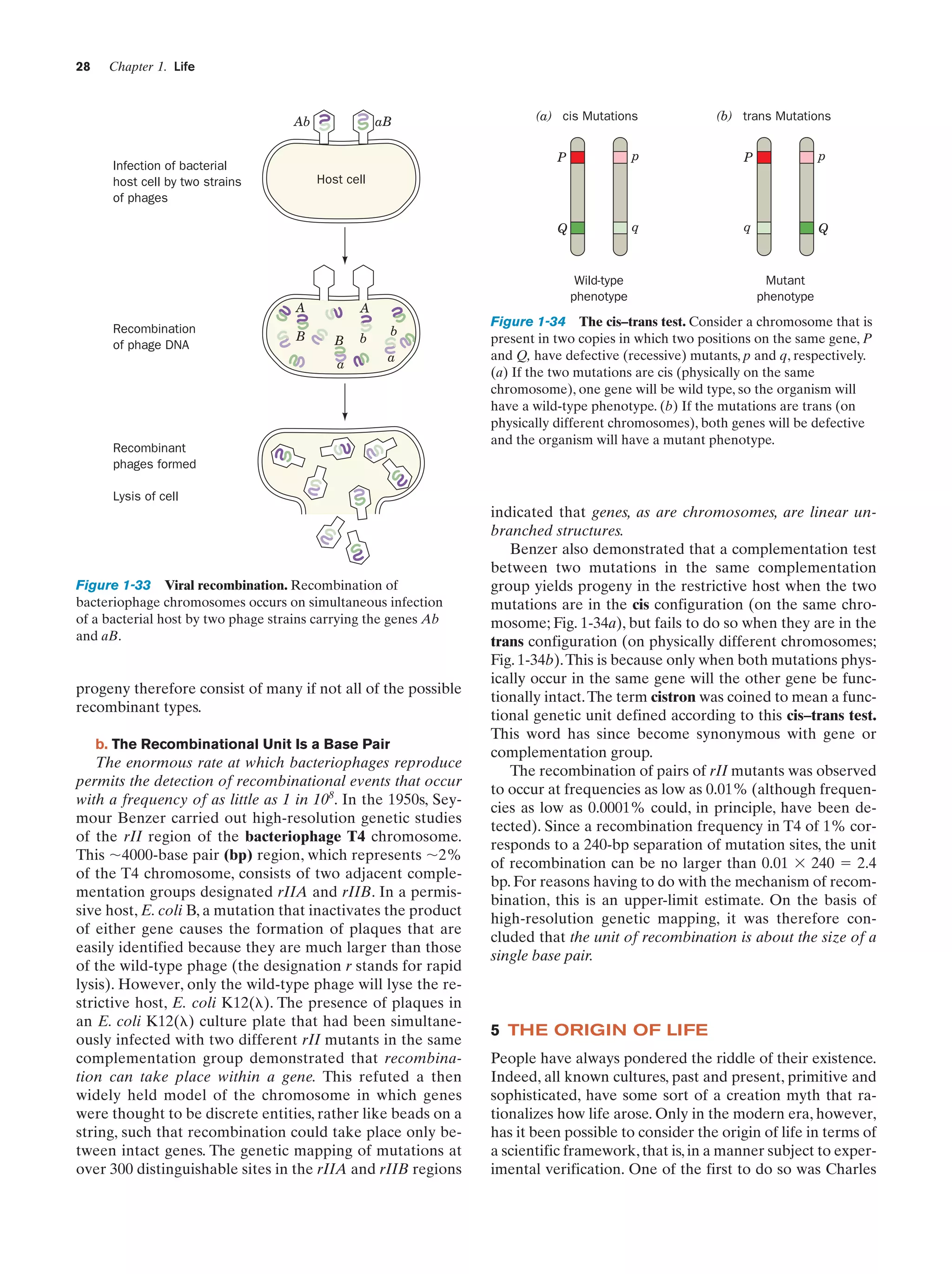 28

Chapter 1. Life

Ab

aB

(a) cis Mutations

(b) trans Mutations

P

P

p

q

q

Q

Host cell

Wild-type
phenotype

A
Recombination
of phage DNA

p

Q

Infection of bacterial
host cell by two strains
of phages

B

Mutant
phenotype

A
B
a

b

b

a

Recombinant
phages formed

Figure 1-34 The cis–trans test. Consider a chromosome that is
present in two copies in which two positions on the same gene, P
and Q, have defective (recessive) mutants, p and q, respectively.
(a) If the two mutations are cis (physically on the same
chromosome), one gene will be wild type, so the organism will
have a wild-type phenotype. (b) If the mutations are trans (on
physically different chromosomes), both genes will be defective
and the organism will have a mutant phenotype.

Lysis of cell

Figure 1-33 Viral recombination. Recombination of
bacteriophage chromosomes occurs on simultaneous infection
of a bacterial host by two phage strains carrying the genes Ab
and aB.

progeny therefore consist of many if not all of the possible
recombinant types.
b. The Recombinational Unit Is a Base Pair

The enormous rate at which bacteriophages reproduce
permits the detection of recombinational events that occur
with a frequency of as little as 1 in 108. In the 1950s, Seymour Benzer carried out high-resolution genetic studies
of the rII region of the bacteriophage T4 chromosome.
This ϳ4000-base pair (bp) region, which represents ϳ2%
of the T4 chromosome, consists of two adjacent complementation groups designated rIIA and rIIB. In a permissive host, E. coli B, a mutation that inactivates the product
of either gene causes the formation of plaques that are
easily identified because they are much larger than those
of the wild-type phage (the designation r stands for rapid
lysis). However, only the wild-type phage will lyse the restrictive host, E. coli K12(␭). The presence of plaques in
an E. coli K12(␭) culture plate that had been simultaneously infected with two different rII mutants in the same
complementation group demonstrated that recombination can take place within a gene. This refuted a then
widely held model of the chromosome in which genes
were thought to be discrete entities, rather like beads on a
string, such that recombination could take place only between intact genes. The genetic mapping of mutations at
over 300 distinguishable sites in the rIIA and rIIB regions

indicated that genes, as are chromosomes, are linear unbranched structures.
Benzer also demonstrated that a complementation test
between two mutations in the same complementation
group yields progeny in the restrictive host when the two
mutations are in the cis configuration (on the same chromosome; Fig. 1-34a), but fails to do so when they are in the
trans configuration (on physically different chromosomes;
Fig. 1-34b). This is because only when both mutations physically occur in the same gene will the other gene be functionally intact. The term cistron was coined to mean a functional genetic unit defined according to this cis–trans test.
This word has since become synonymous with gene or
complementation group.
The recombination of pairs of rII mutants was observed
to occur at frequencies as low as 0.01% (although frequencies as low as 0.0001% could, in principle, have been detected). Since a recombination frequency in T4 of 1% corresponds to a 240-bp separation of mutation sites, the unit
of recombination can be no larger than 0.01 ϫ 240 ϭ 2.4
bp. For reasons having to do with the mechanism of recombination, this is an upper-limit estimate. On the basis of
high-resolution genetic mapping, it was therefore concluded that the unit of recombination is about the size of a
single base pair.

5 THE ORIGIN OF LIFE
People have always pondered the riddle of their existence.
Indeed, all known cultures, past and present, primitive and
sophisticated, have some sort of a creation myth that rationalizes how life arose. Only in the modern era, however,
has it been possible to consider the origin of life in terms of
a scientific framework, that is, in a manner subject to experimental verification. One of the first to do so was Charles

 