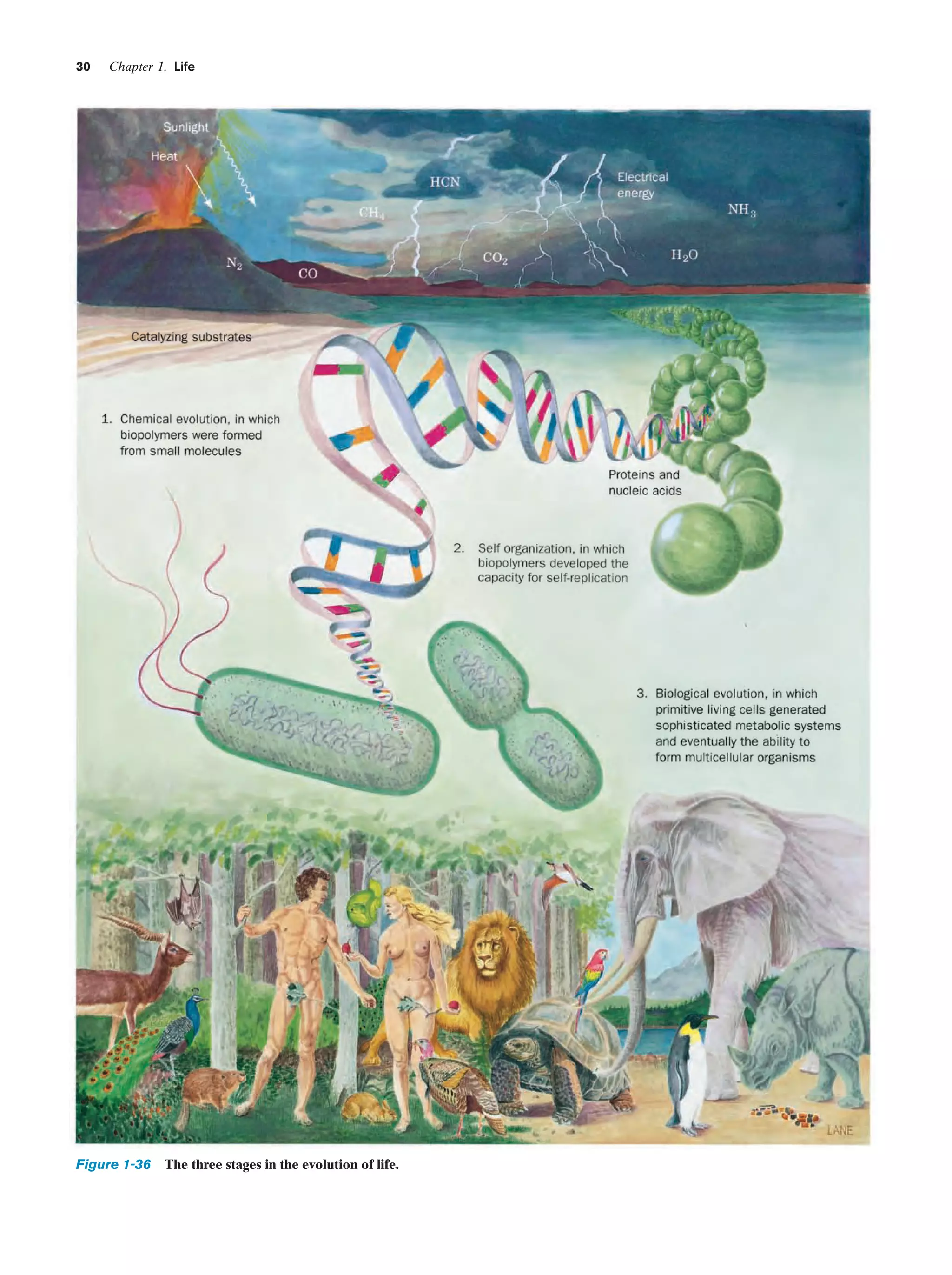 30

Chapter 1. Life

Figure 1-36 The three stages in the evolution of life.

 
