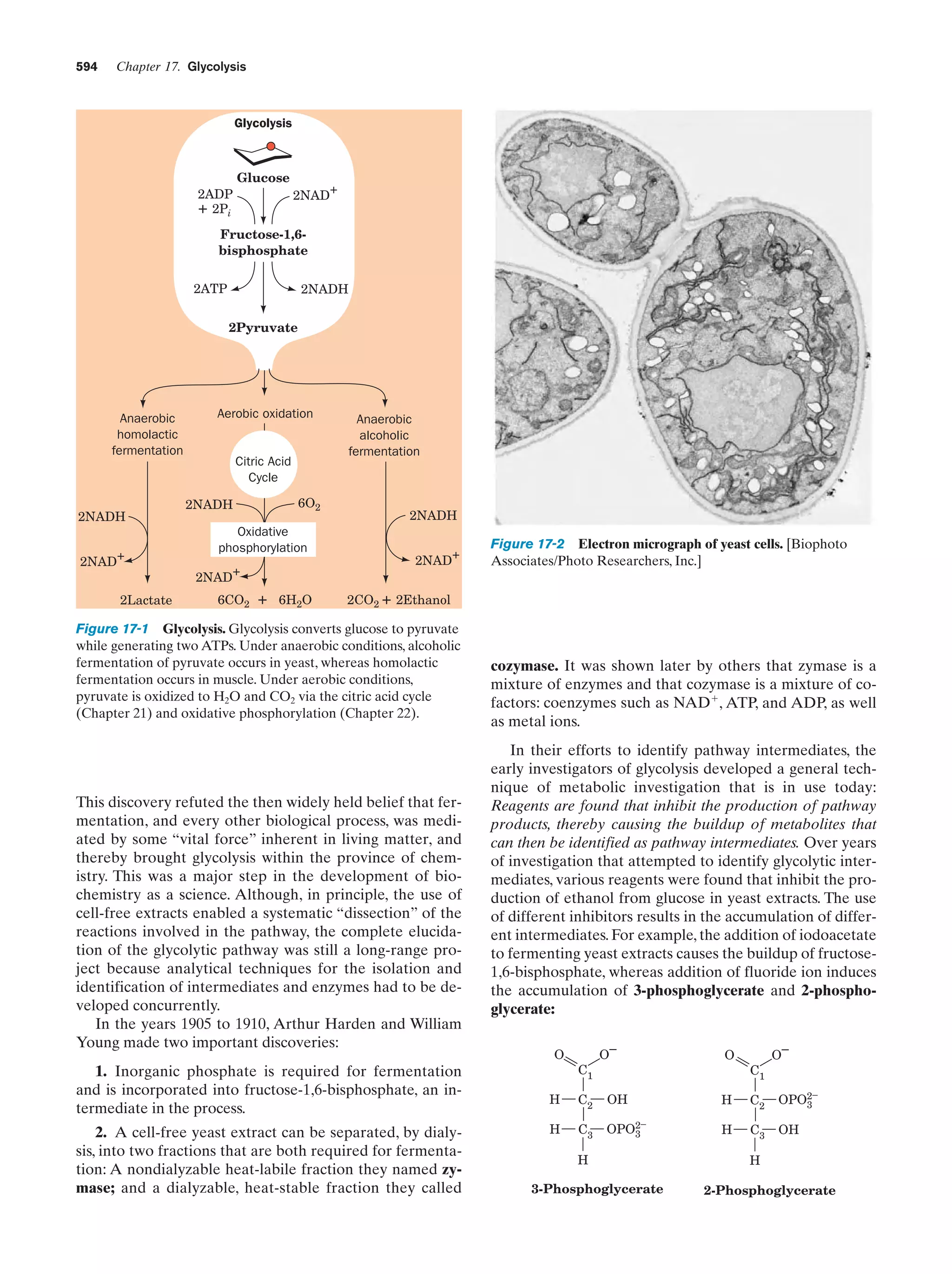 Biochemistry.4th.edition