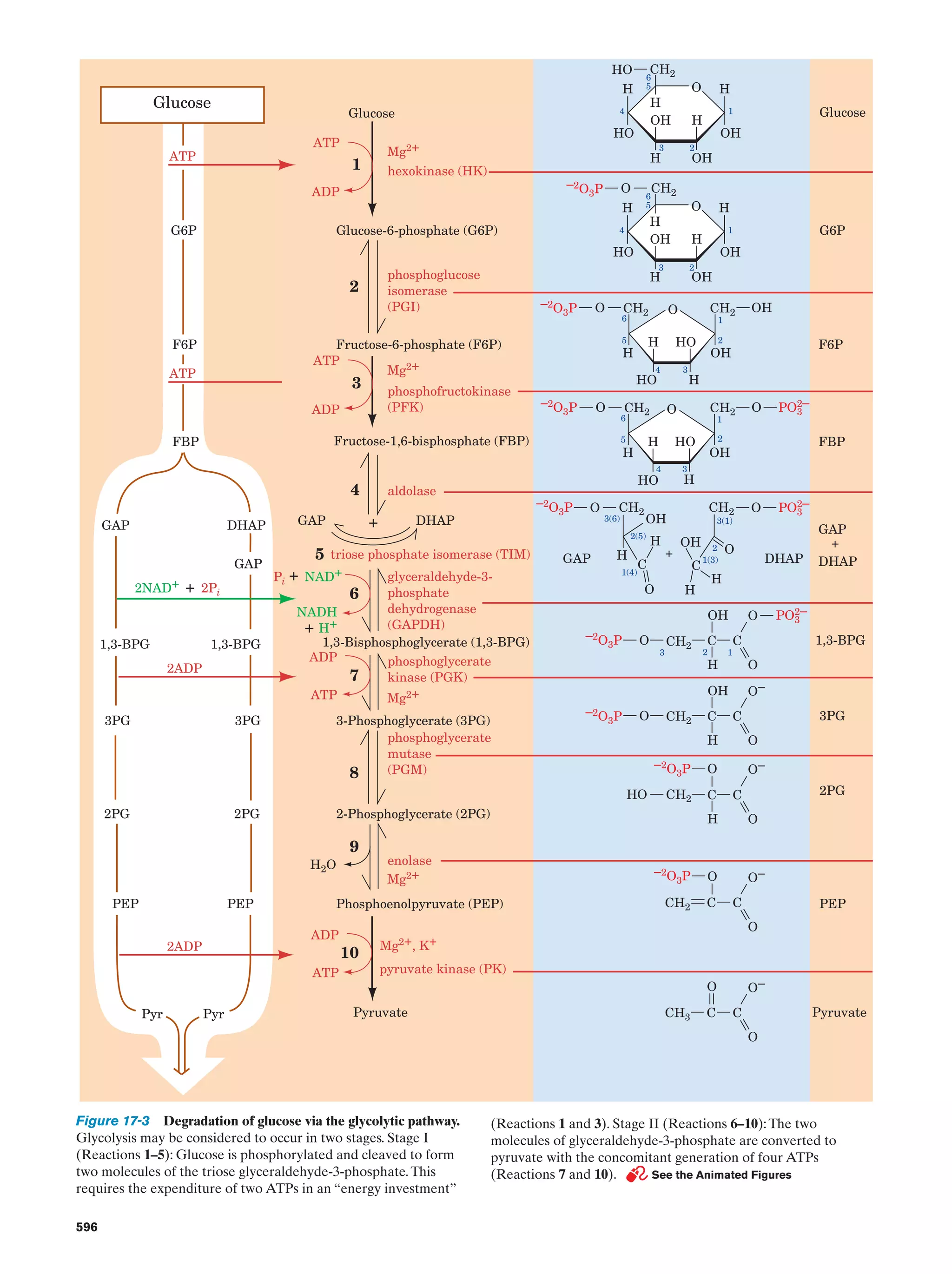 Biochemistry.4th.edition