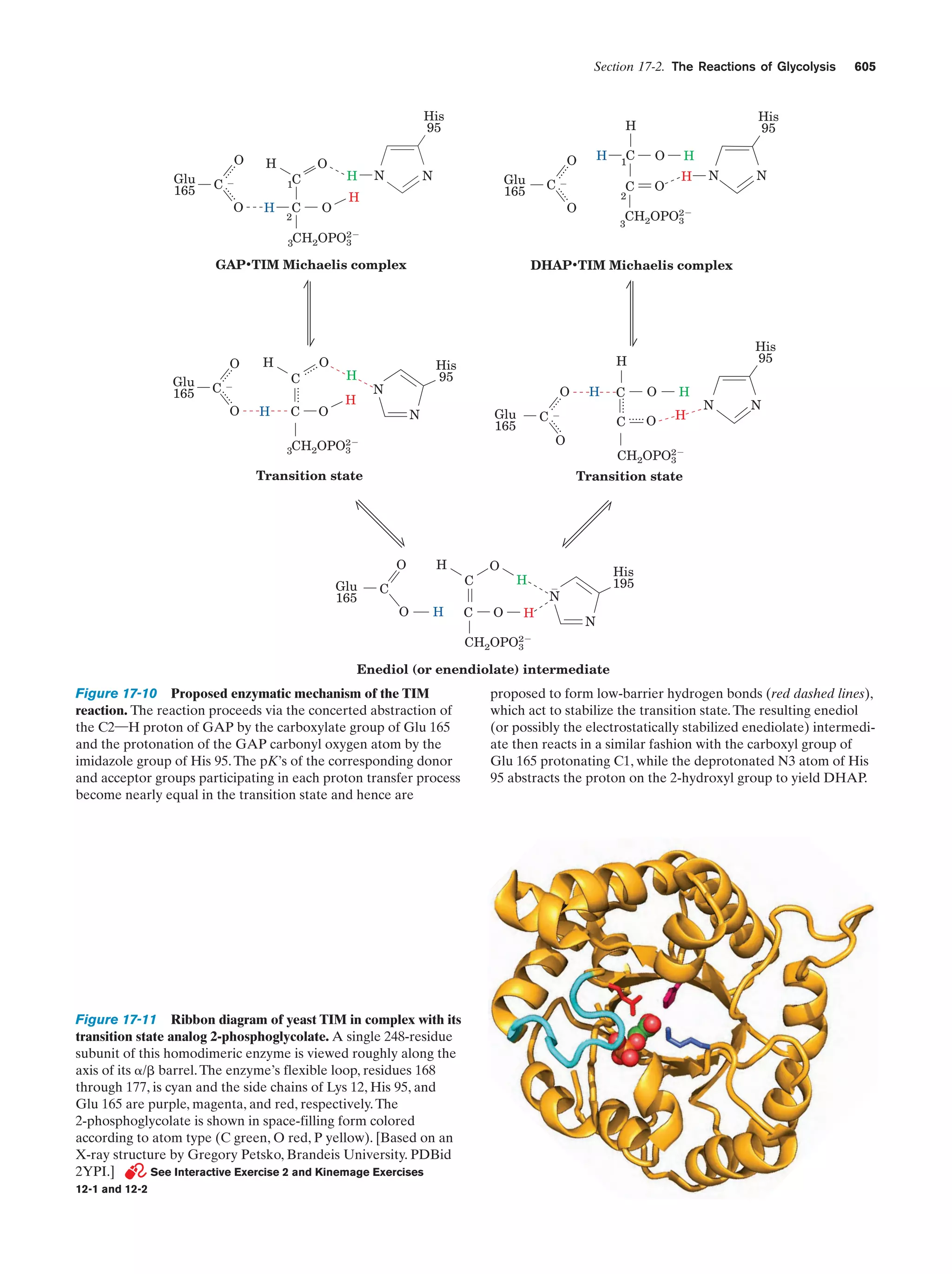 Biochemistry.4th.edition