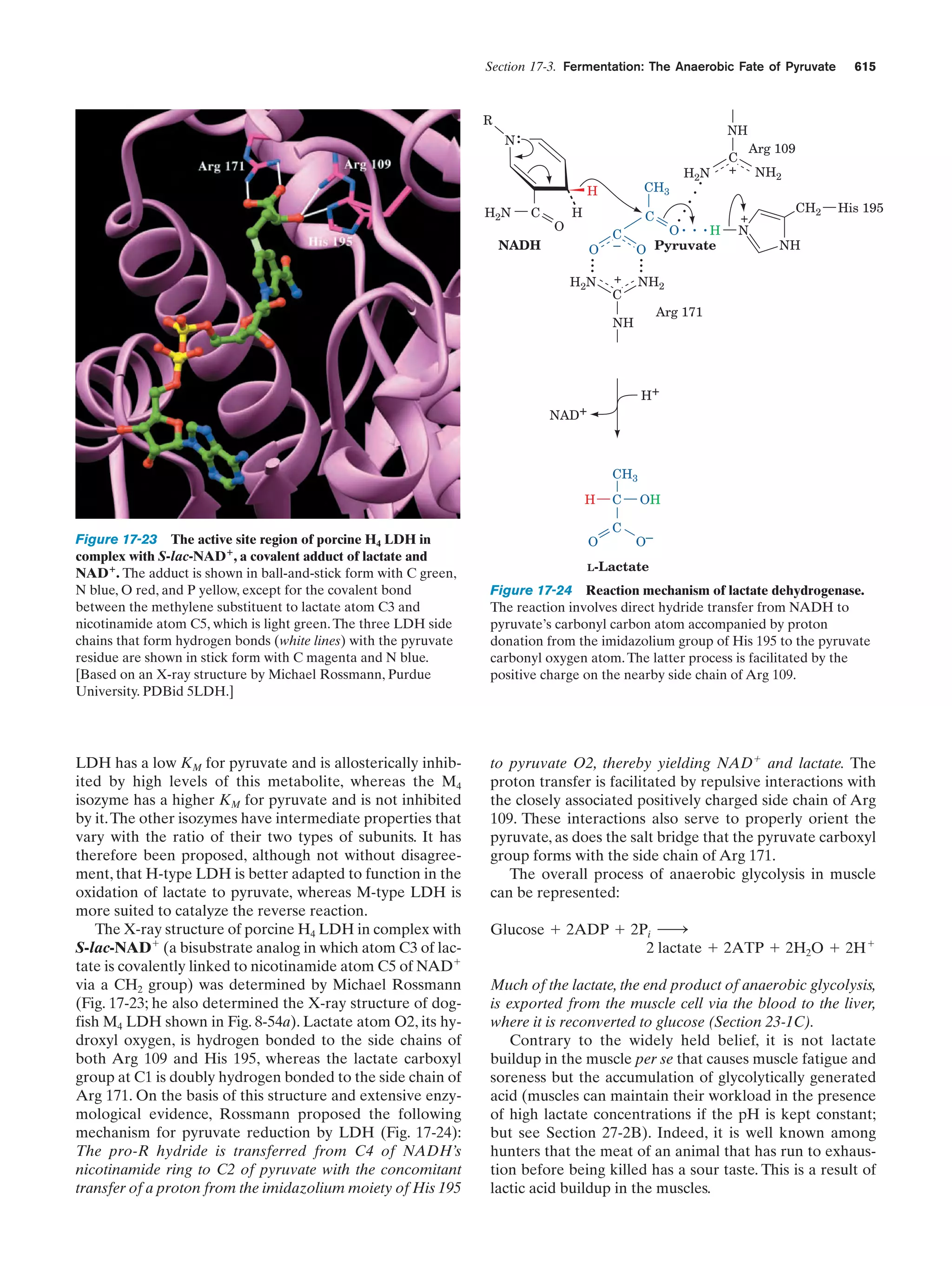 Biochemistry.4th.edition
