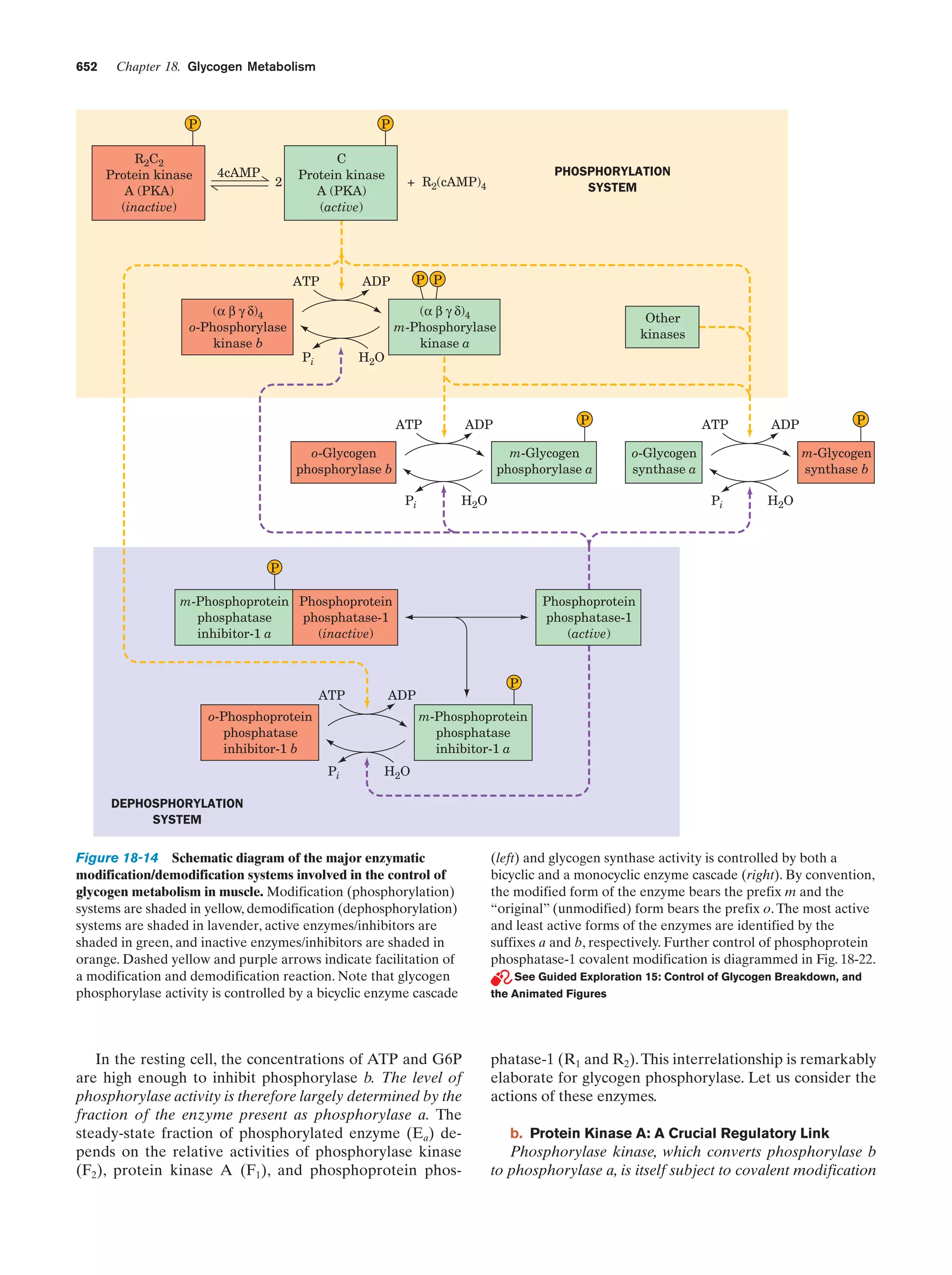 Biochemistry.4th.edition