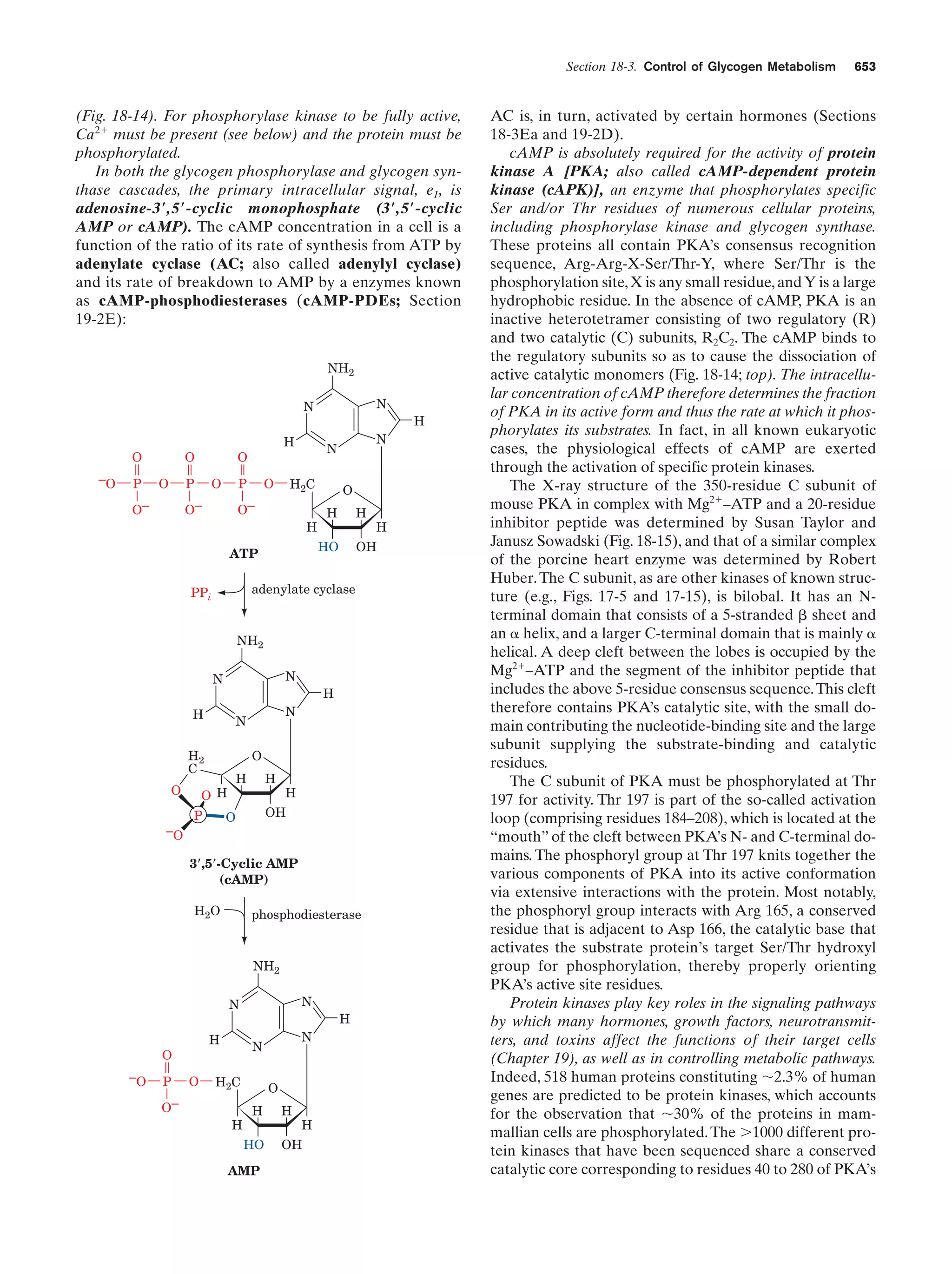 Biochemistry.4th.edition