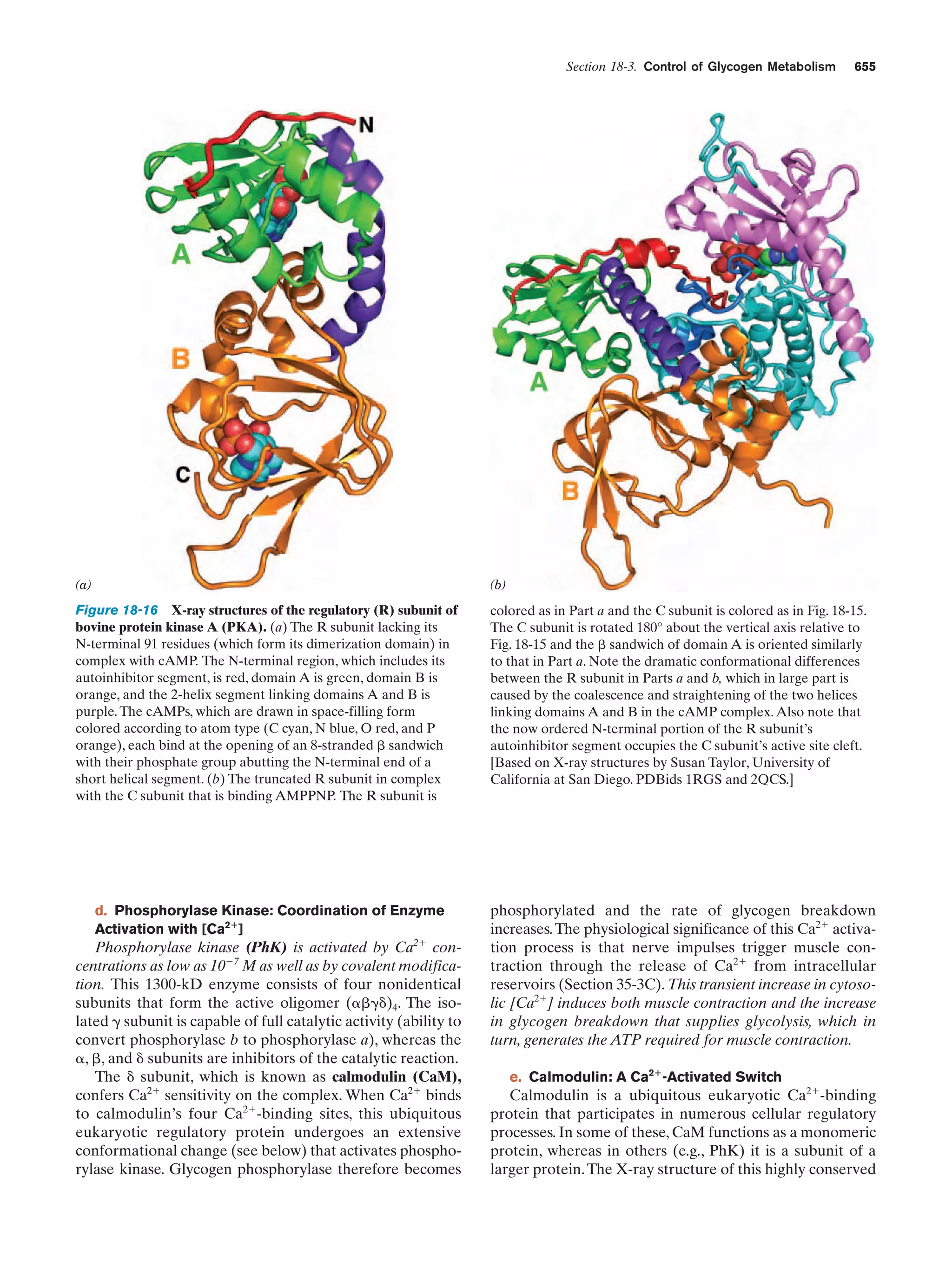 Biochemistry.4th.edition