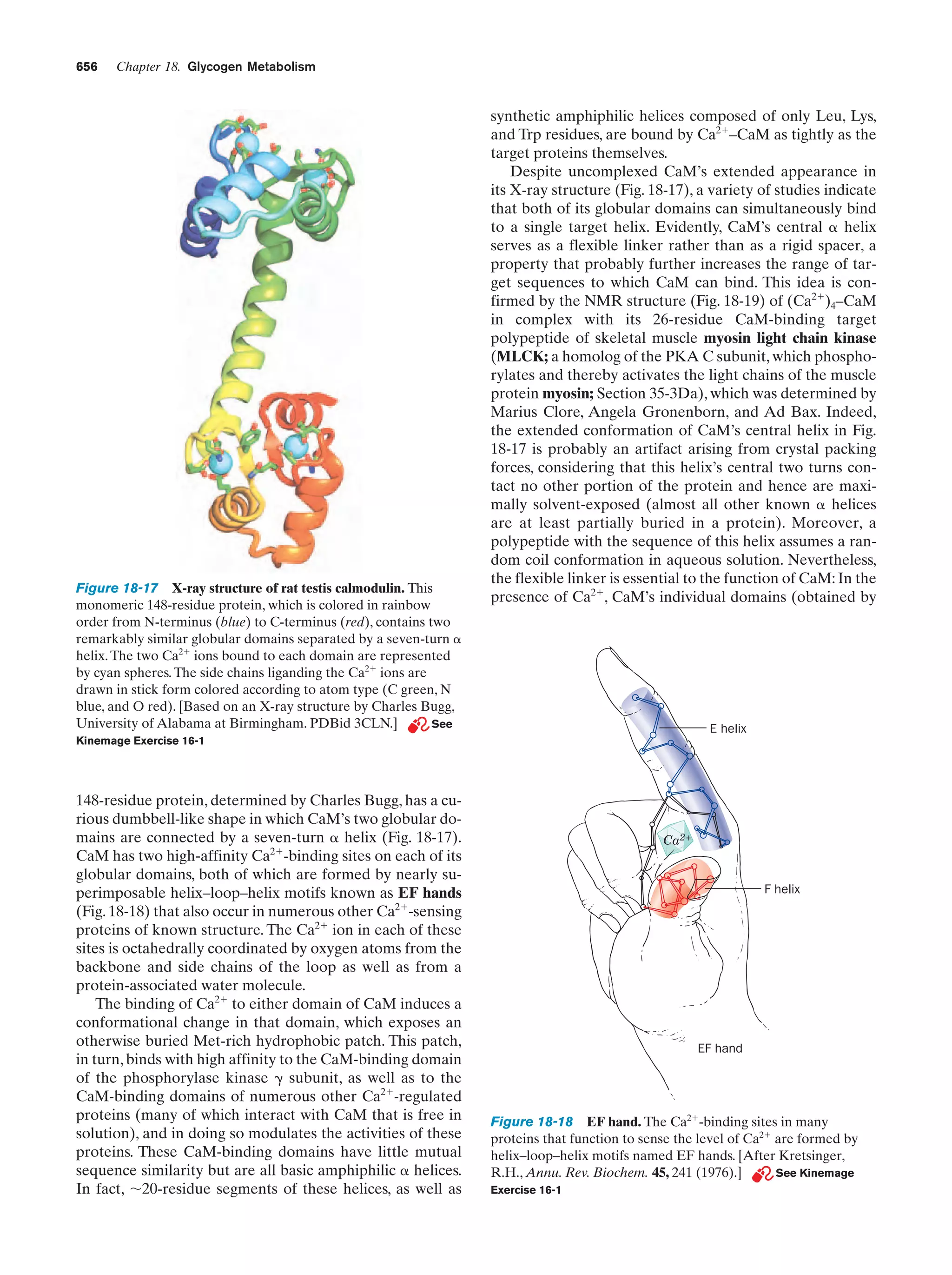 Biochemistry.4th.edition