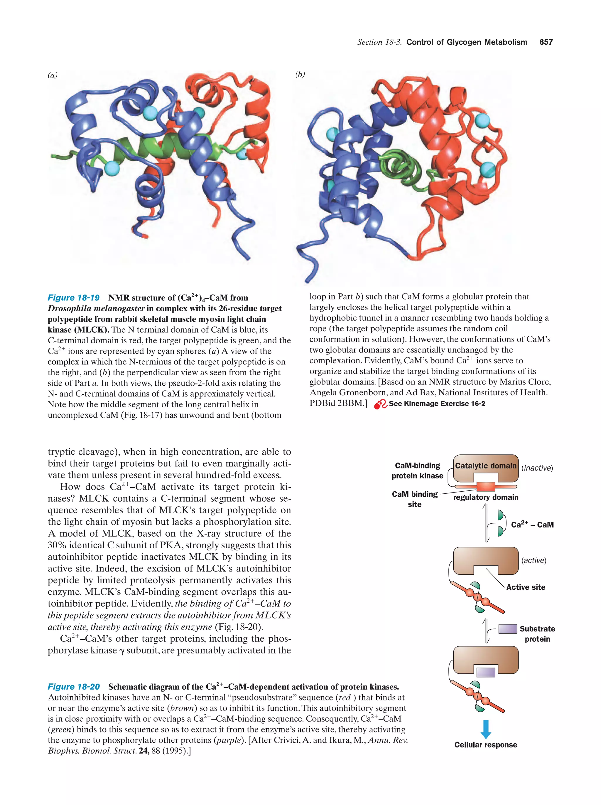 Biochemistry.4th.edition
