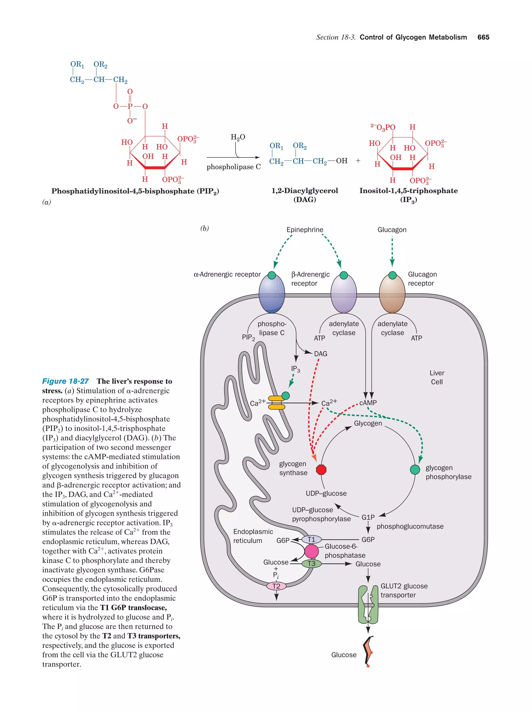 Biochemistry.4th.edition
