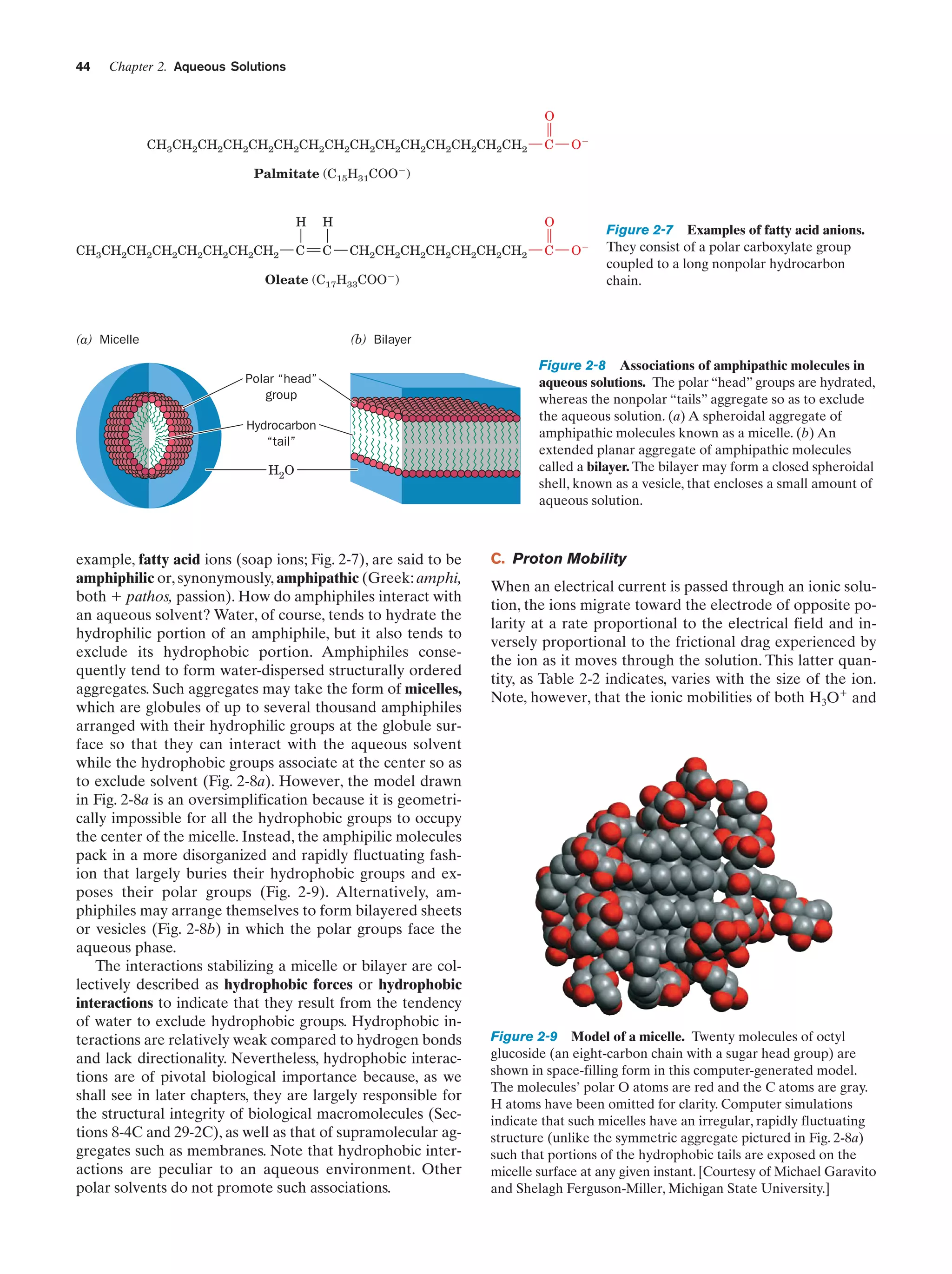 44

Chapter 2. Aqueous Solutions

O
CH3CH2CH2CH2CH2CH2CH2CH2CH2CH2CH2CH2CH2CH2CH2

C

OϪ

Palmitate (C15H31COOϪ)

H
CH3CH2CH2CH2CH2CH2CH2CH2

H

C

C

O
CH2CH2CH2CH2CH2CH2CH2

Oleate (C17H33COOϪ)

(a) Micelle

C

OϪ

Figure 2-7 Examples of fatty acid anions.
They consist of a polar carboxylate group
coupled to a long nonpolar hydrocarbon
chain.

(b) Bilayer
Polar “head”
group
Hydrocarbon
“tail”
H2O

example, fatty acid ions (soap ions; Fig. 2-7), are said to be
amphiphilic or, synonymously, amphipathic (Greek: amphi,
both ϩ pathos, passion). How do amphiphiles interact with
an aqueous solvent? Water, of course, tends to hydrate the
hydrophilic portion of an amphiphile, but it also tends to
exclude its hydrophobic portion. Amphiphiles consequently tend to form water-dispersed structurally ordered
aggregates. Such aggregates may take the form of micelles,
which are globules of up to several thousand amphiphiles
arranged with their hydrophilic groups at the globule surface so that they can interact with the aqueous solvent
while the hydrophobic groups associate at the center so as
to exclude solvent (Fig. 2-8a). However, the model drawn
in Fig. 2-8a is an oversimplification because it is geometrically impossible for all the hydrophobic groups to occupy
the center of the micelle. Instead, the amphipilic molecules
pack in a more disorganized and rapidly fluctuating fashion that largely buries their hydrophobic groups and exposes their polar groups (Fig. 2-9). Alternatively, amphiphiles may arrange themselves to form bilayered sheets
or vesicles (Fig. 2-8b) in which the polar groups face the
aqueous phase.
The interactions stabilizing a micelle or bilayer are collectively described as hydrophobic forces or hydrophobic
interactions to indicate that they result from the tendency
of water to exclude hydrophobic groups. Hydrophobic interactions are relatively weak compared to hydrogen bonds
and lack directionality. Nevertheless, hydrophobic interactions are of pivotal biological importance because, as we
shall see in later chapters, they are largely responsible for
the structural integrity of biological macromolecules (Sections 8-4C and 29-2C), as well as that of supramolecular aggregates such as membranes. Note that hydrophobic interactions are peculiar to an aqueous environment. Other
polar solvents do not promote such associations.

Figure 2-8 Associations of amphipathic molecules in
aqueous solutions. The polar “head” groups are hydrated,
whereas the nonpolar “tails” aggregate so as to exclude
the aqueous solution. (a) A spheroidal aggregate of
amphipathic molecules known as a micelle. (b) An
extended planar aggregate of amphipathic molecules
called a bilayer. The bilayer may form a closed spheroidal
shell, known as a vesicle, that encloses a small amount of
aqueous solution.

C. Proton Mobility
When an electrical current is passed through an ionic solution, the ions migrate toward the electrode of opposite polarity at a rate proportional to the electrical field and inversely proportional to the frictional drag experienced by
the ion as it moves through the solution. This latter quantity, as Table 2-2 indicates, varies with the size of the ion.
Note, however, that the ionic mobilities of both H3Oϩ and

Figure 2-9 Model of a micelle. Twenty molecules of octyl
glucoside (an eight-carbon chain with a sugar head group) are
shown in space-filling form in this computer-generated model.
The molecules’ polar O atoms are red and the C atoms are gray.
H atoms have been omitted for clarity. Computer simulations
indicate that such micelles have an irregular, rapidly fluctuating
structure (unlike the symmetric aggregate pictured in Fig. 2-8a)
such that portions of the hydrophobic tails are exposed on the
micelle surface at any given instant. [Courtesy of Michael Garavito
and Shelagh Ferguson-Miller, Michigan State University.]

 