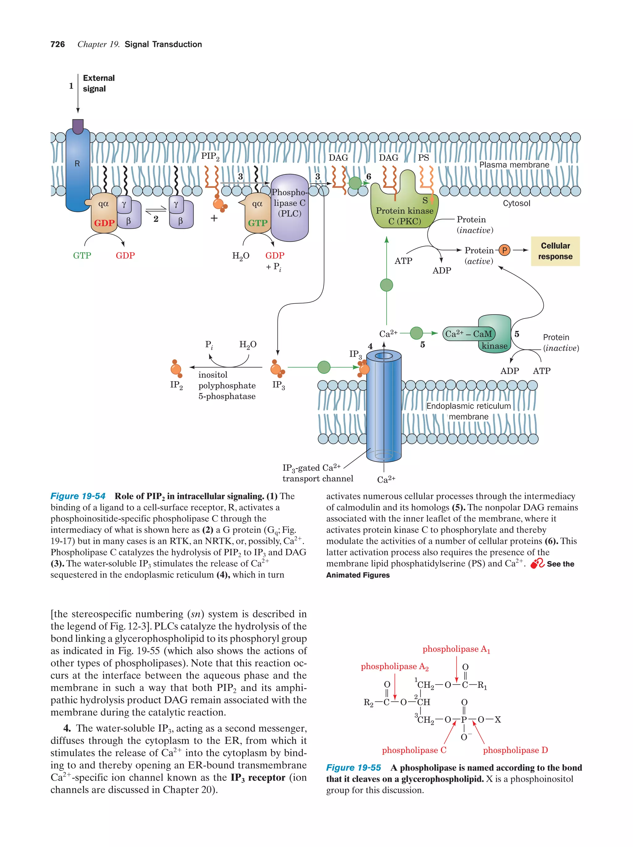 Biochemistry.4th.edition