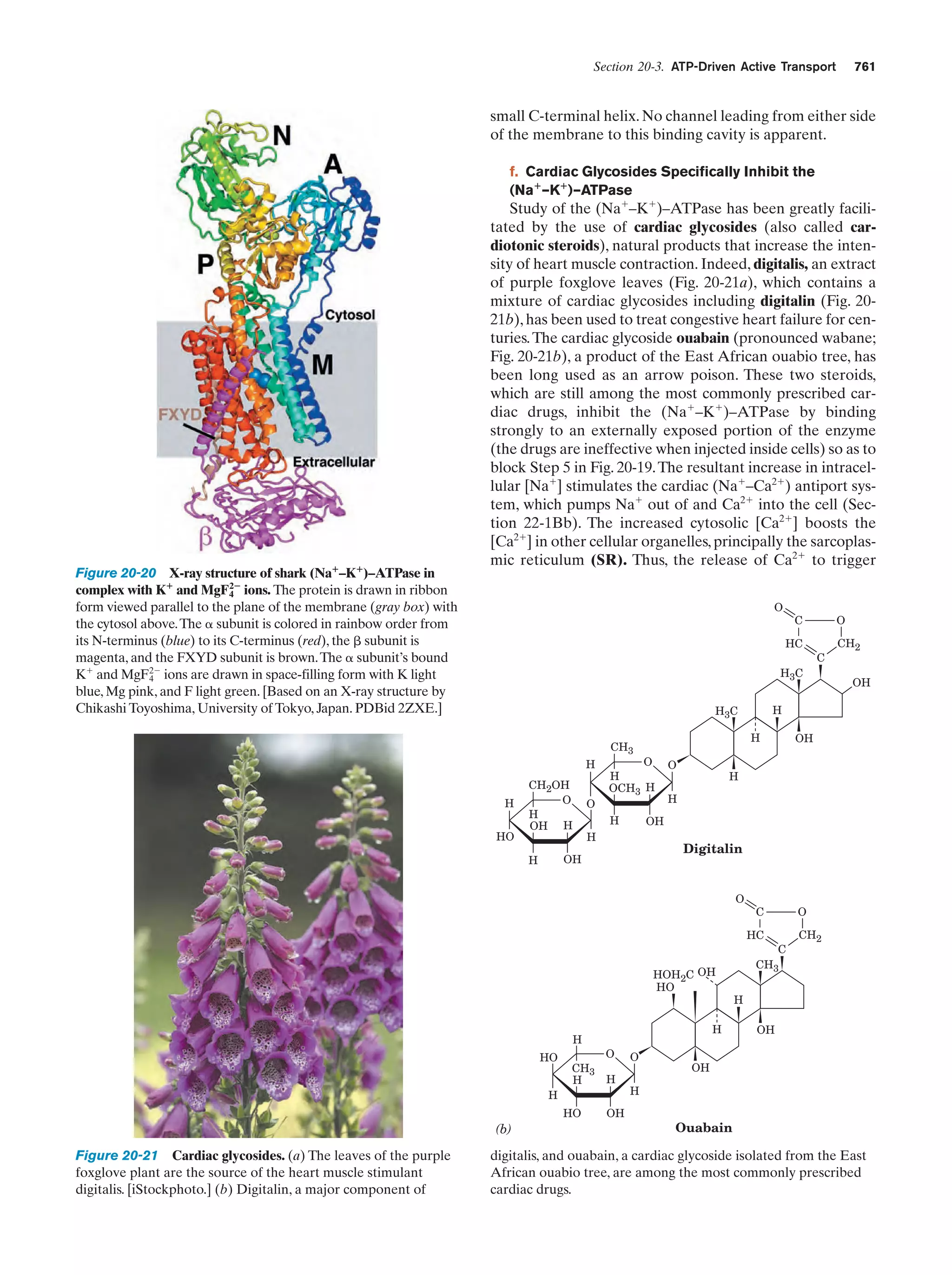 Biochemistry.4th.edition