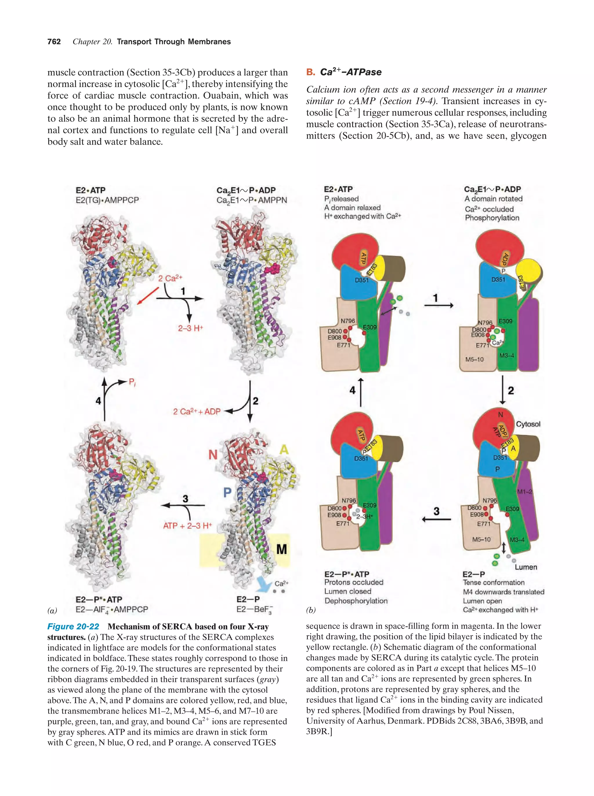 Biochemistry.4th.edition