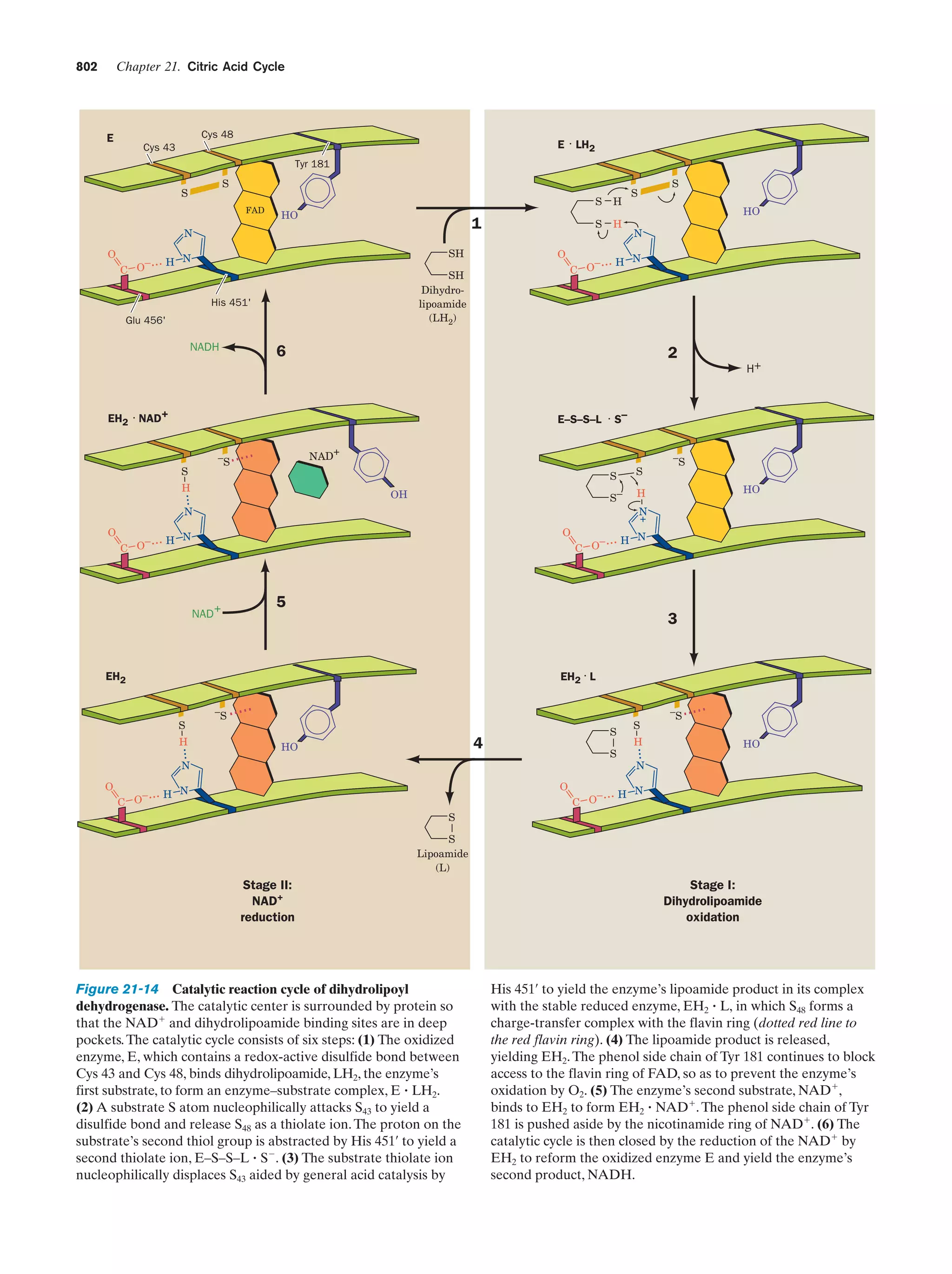 Biochemistry.4th.edition