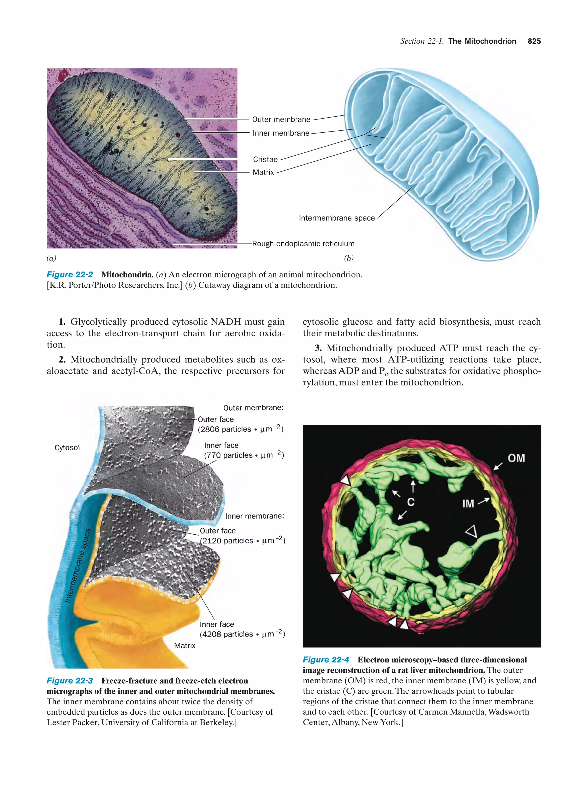 Biochemistry.4th.edition